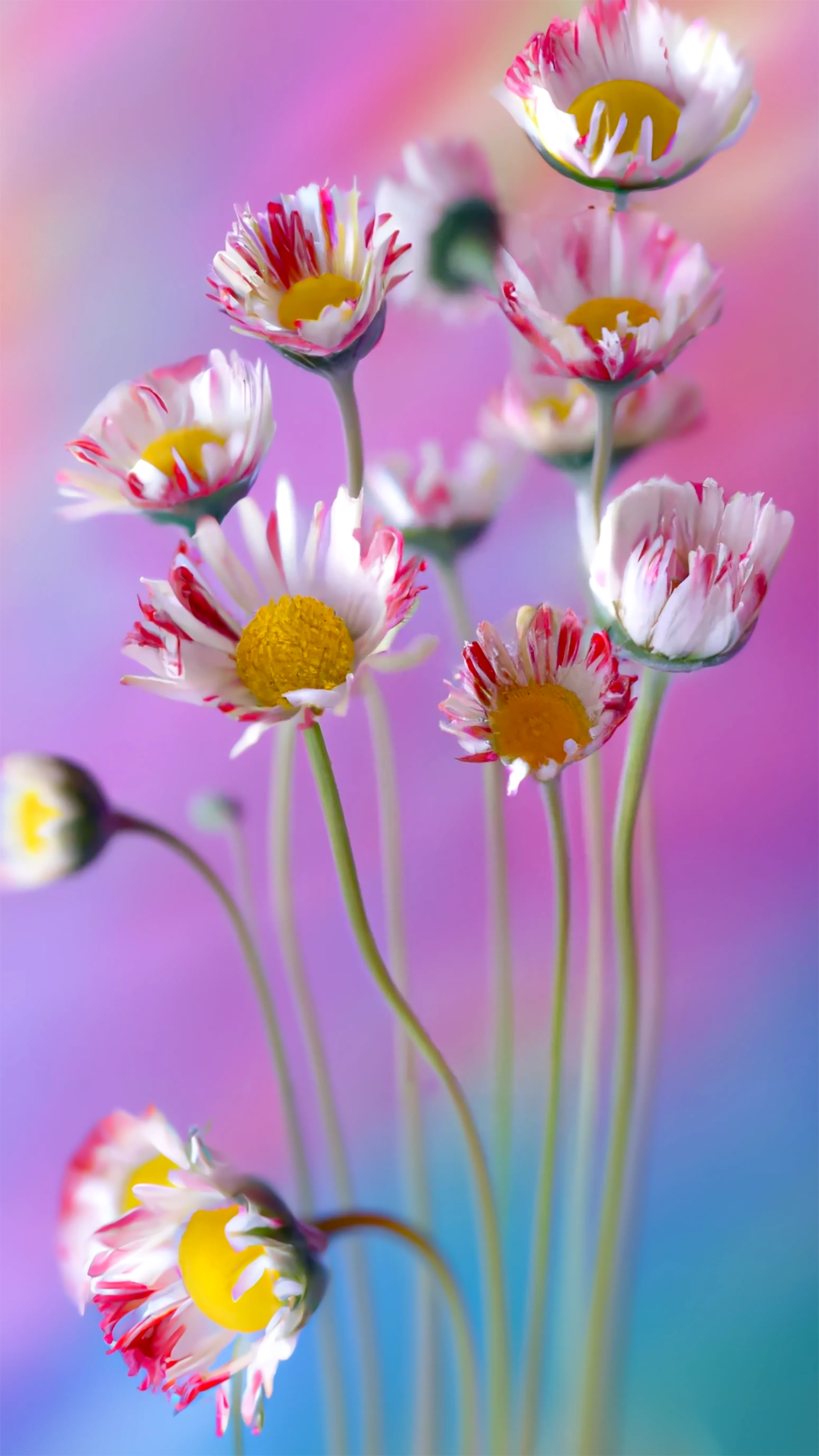SuperNatural is a catalogue of “Fleurs Synthétiques.”  Each species is a portrait of an organism that may look familiar but is, in fact, a hybrid created in collaboration with AI, an exploration into a new nature.