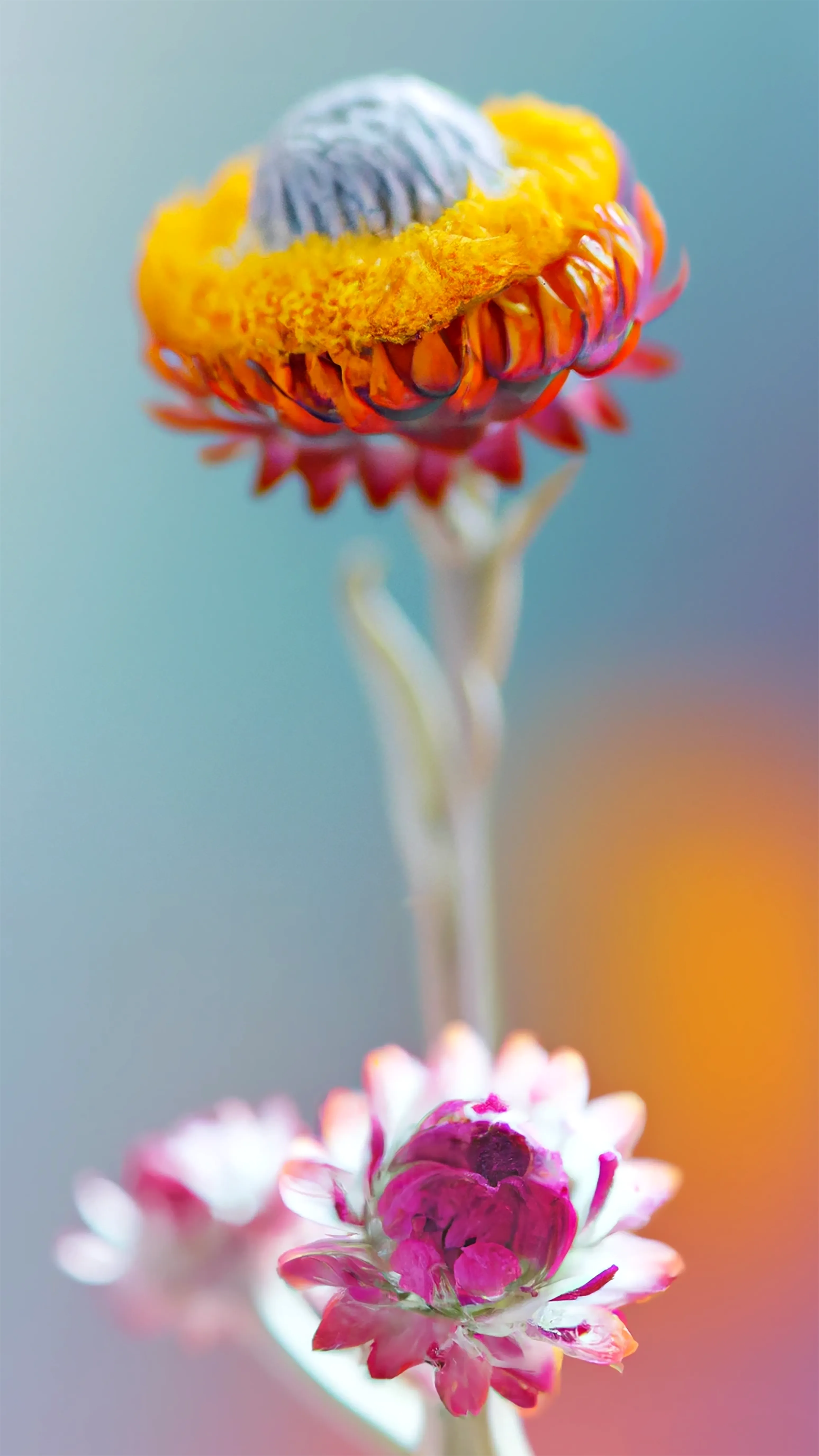 SuperNatural is a catalogue of “Fleurs Synthétiques.”  Each species is a portrait of an organism that may look familiar but is, in fact, a hybrid created in collaboration with AI, an exploration into a new nature.