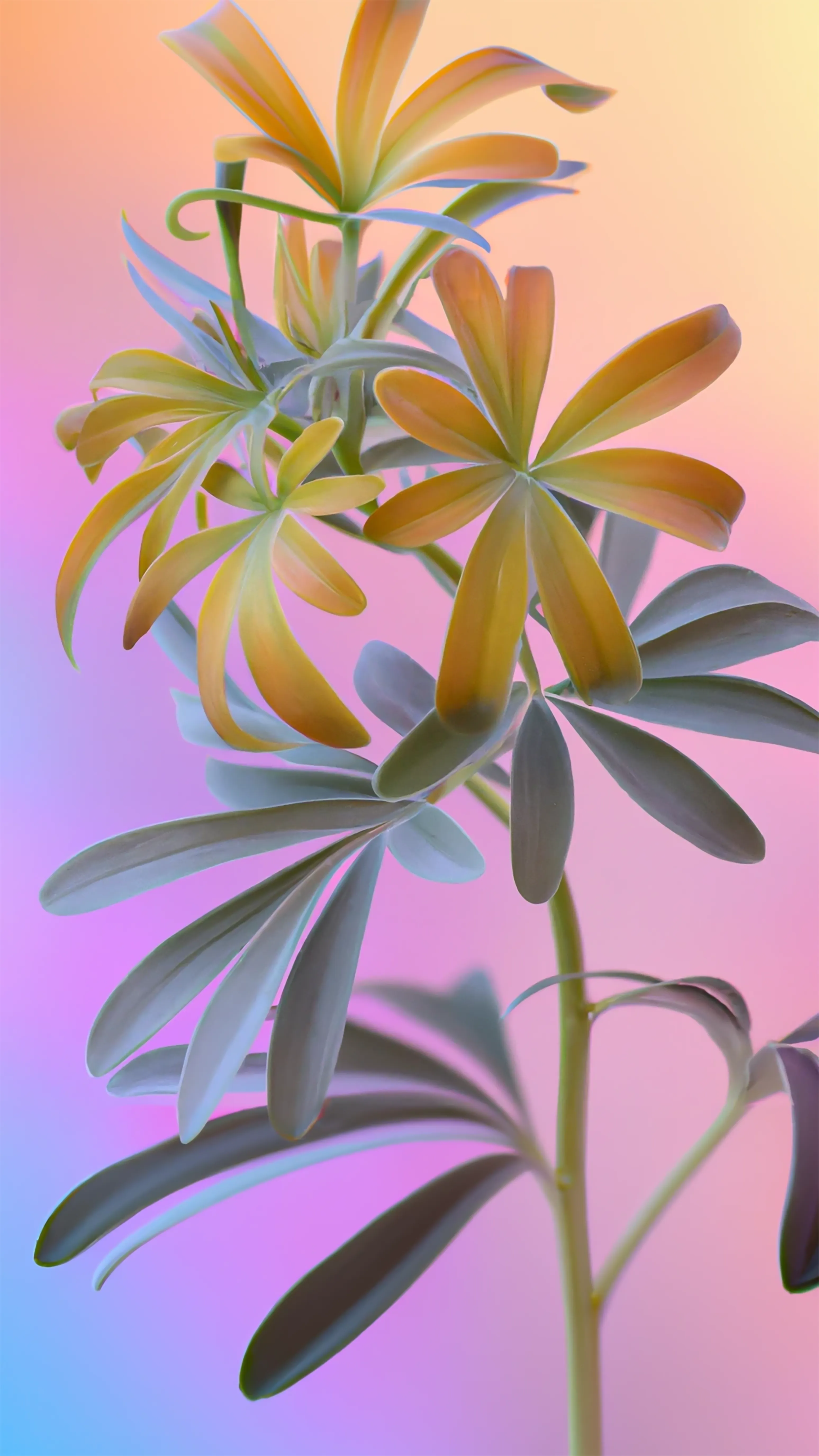 SuperNatural is a catalogue of “Fleurs Synthétiques.”  Each species is a portrait of an organism that may look familiar but is, in fact, a hybrid created in collaboration with AI, an exploration into a new nature.