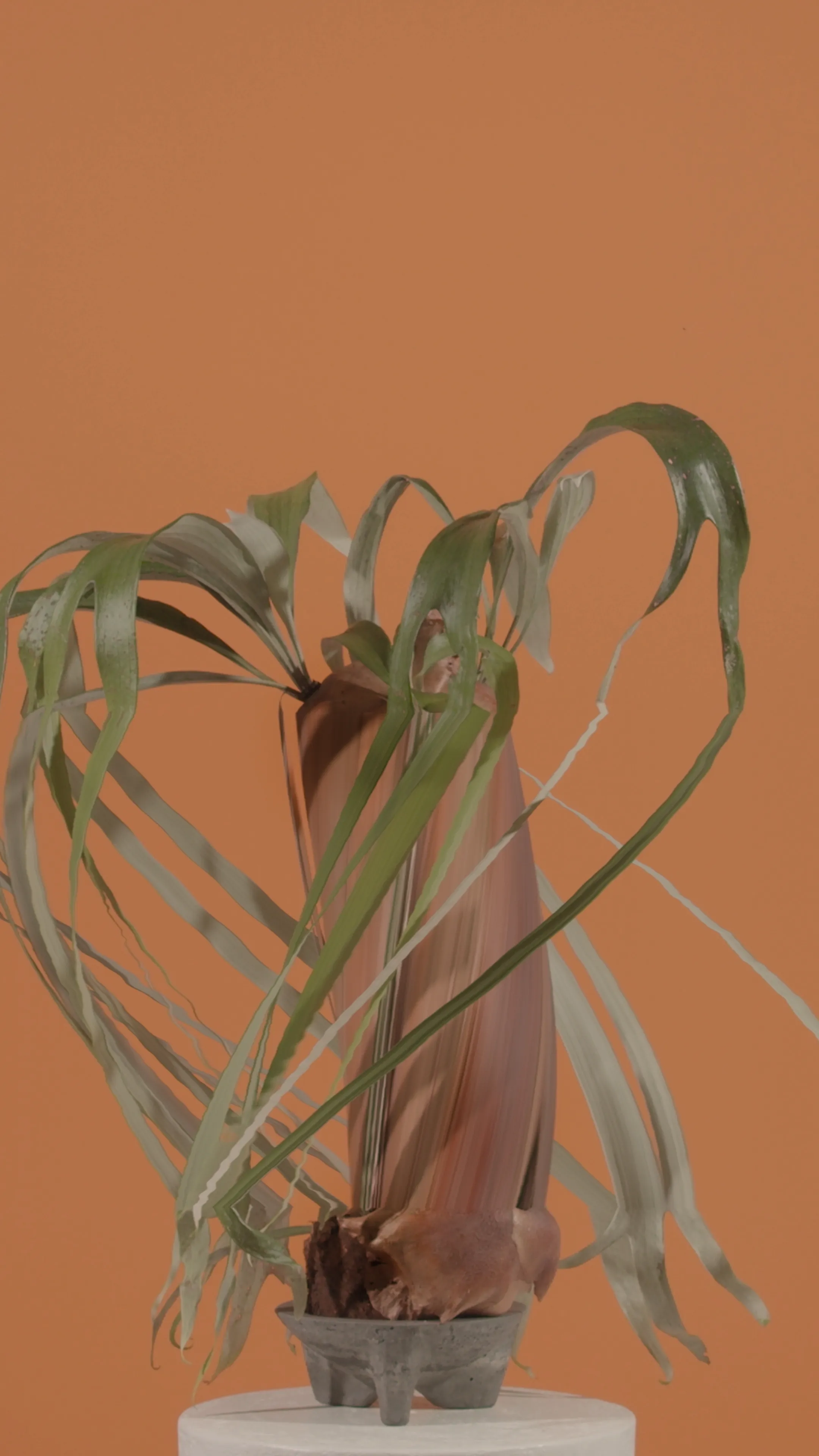 Elkhorn Fern (*platycerium bifurcatum*)

1/1
jpeg, 2160 x 3840

**BLOOM II**
*australian native fleurs*

Using slit scan and time remapping, the transformative colours and textures reveal a futuristic rendering of the botanicals; forming a surreal DNA-like helix structure as they bloom toward a reimagined future.

As the plants transform and mutate over time, the spectacle showcases new cosmic futures, inviting the audience to contemplate how these species morph, change, survive, and thrive over time.