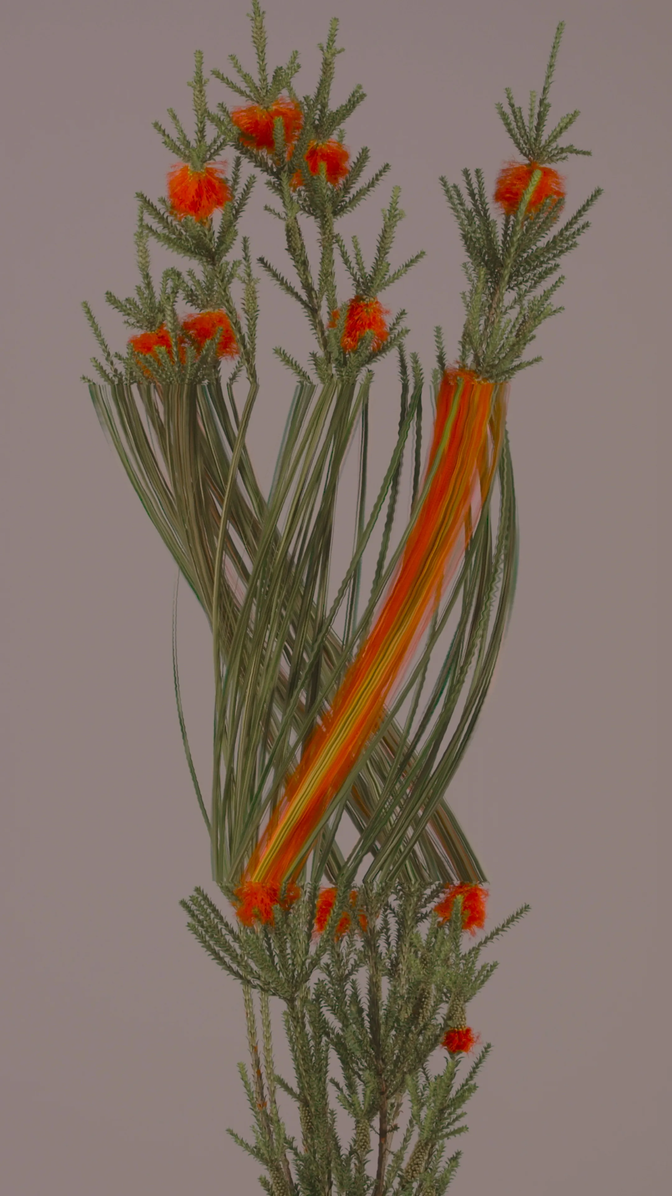 Swamp Flame (*beaufortia sparsa*)

1/1
jpeg, 2160 x 3840

**BLOOM II**
*australian native fleurs*

Using slit scan and time remapping, the transformative colours and textures reveal a futuristic rendering of the botanicals; forming a surreal DNA-like helix structure as they bloom toward a reimagined future.

As the plants transform and mutate over time, the spectacle showcases new cosmic futures, inviting the audience to contemplate how these species morph, change, survive, and thrive over time.