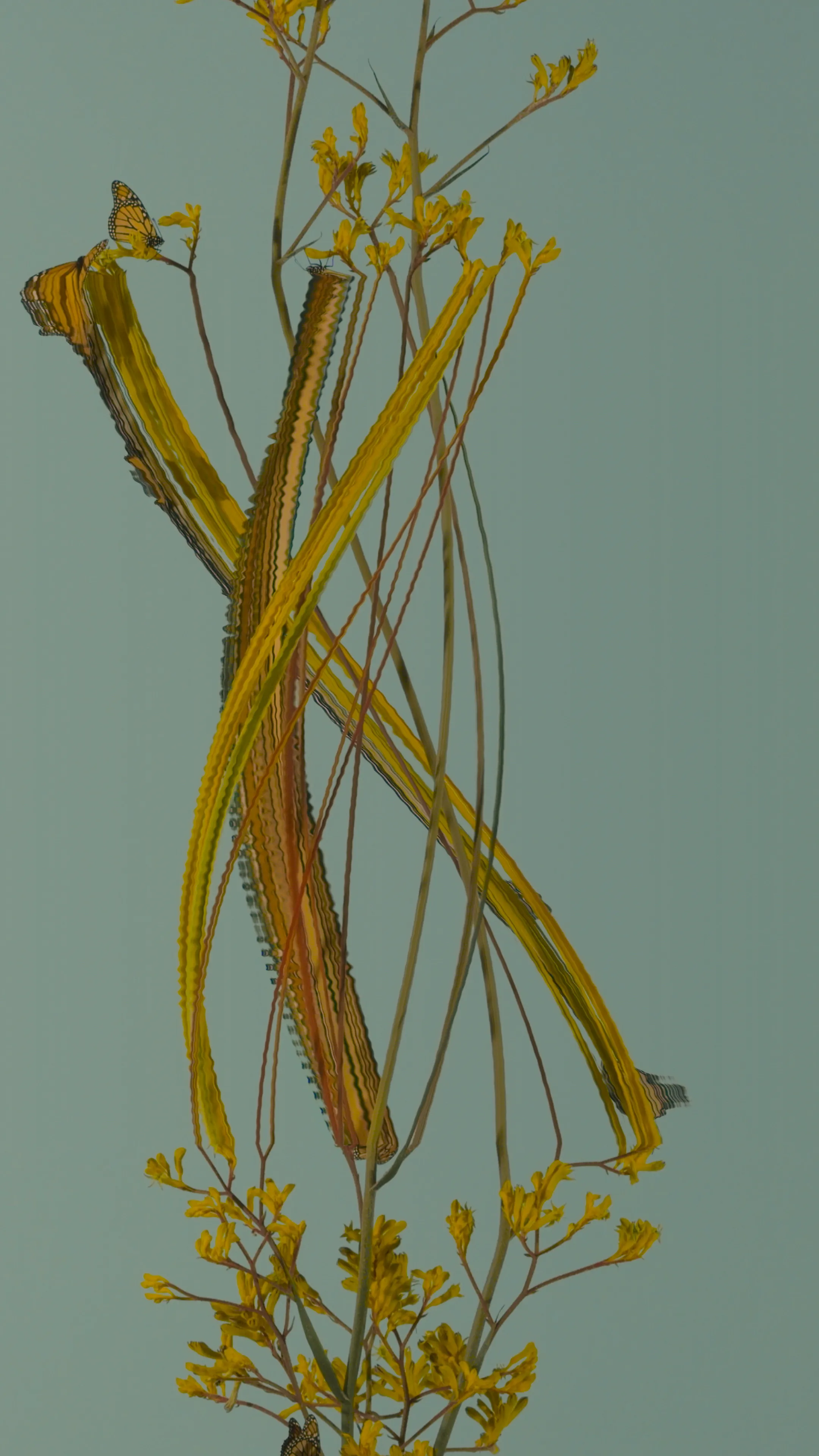 Kangaroo Paw  (*anigozanthos pulcherrimus*) 

1/1
jpeg, 2160 x 3840

**BLOOM II**
*australian native fleurs*

Using slit scan and time remapping, the transformative colours and textures reveal a futuristic rendering of the botanicals; forming a surreal DNA-like helix structure as they bloom toward a reimagined future.

As the plants transform and mutate over time, the spectacle showcases new cosmic futures, inviting the audience to contemplate how these species morph, change, survive, and thrive over time.