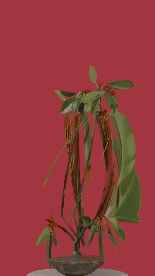 Orange Mangrove (*bruguiera gymnorhiza*)

1/1
jpeg, 2160 x 3840

**BLOOM II**
*australian native fleurs*

Using slit scan and time remapping, the transformative colours and textures reveal a futuristic rendering of the botanicals; forming a surreal DNA-like helix structure as they bloom toward a reimagined future.

As the plants transform and mutate over time, the spectacle showcases new cosmic futures, inviting the audience to contemplate how these species morph, change, survive, and thrive over time.