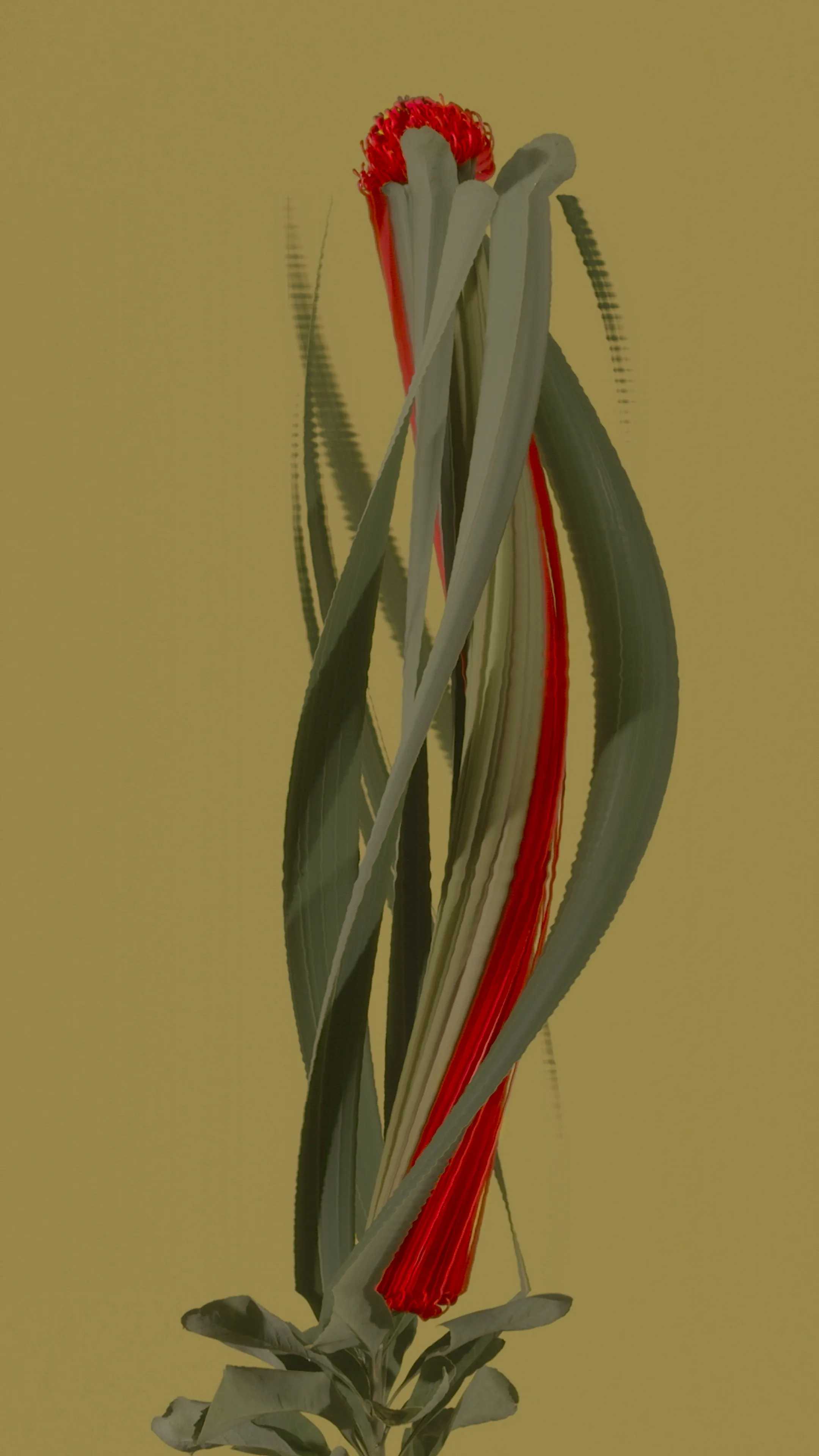 Waratah (*telopea speciosissima*)

1/1
jpeg, 2160 x 3840

-

**BLOOM II**
*australian native fleurs*

Using slit scan and time remapping, the transformative colours and textures reveal a futuristic rendering of the botanicals; forming a surreal DNA-like helix structure as they bloom toward a reimagined future.
 
As the plants transform and mutate over time, the spectacle showcases new cosmic futures, inviting the audience to contemplate how these species morph, change, survive, and thrive over time.


