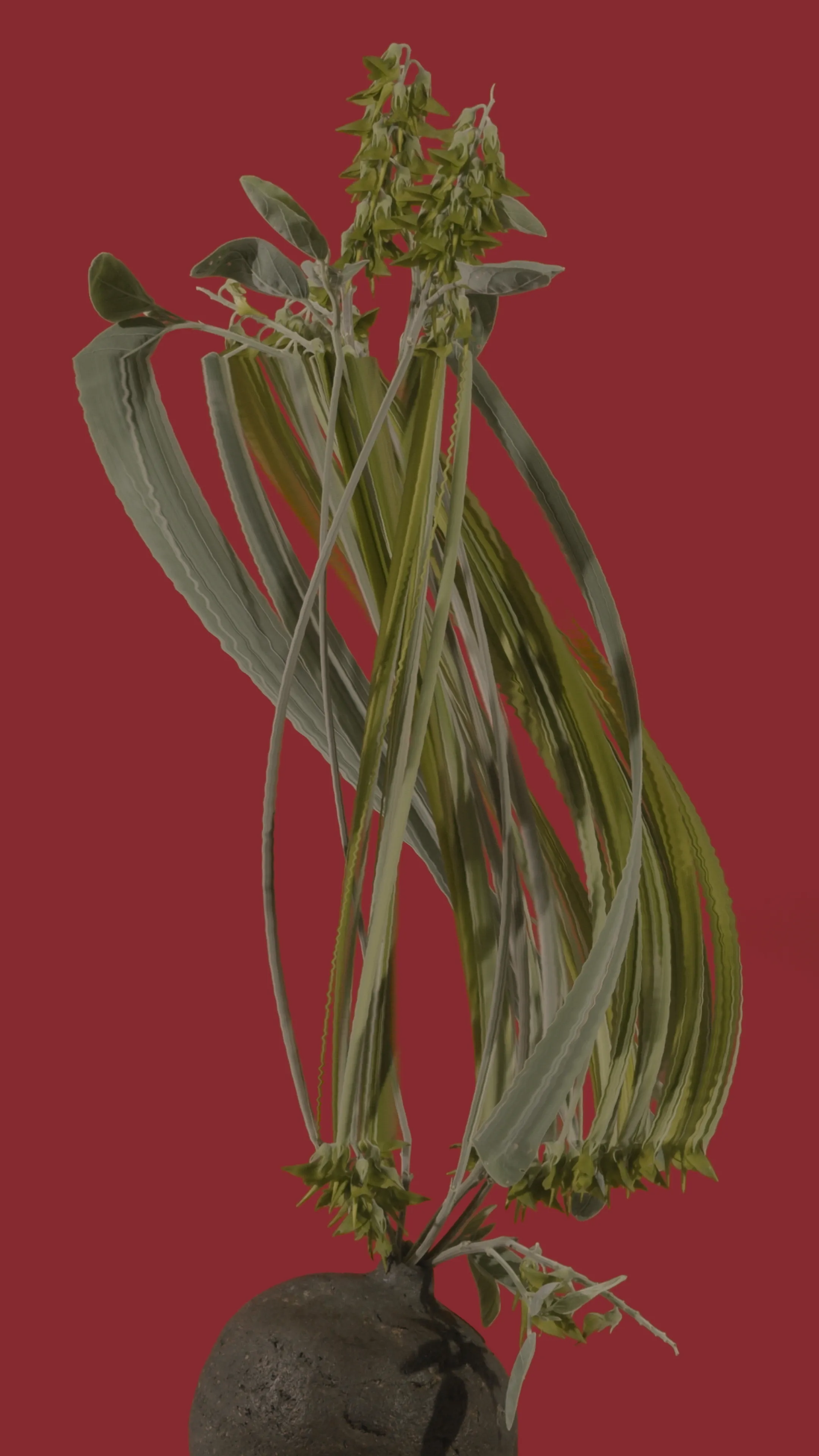 Regal Birdflower  (*crotalaria cunninghamii*)

1/1
jpeg, 2160 x 3840

**BLOOM II**
*australian native fleurs*

Using slit scan and time remapping, the transformative colours and textures reveal a futuristic rendering of the botanicals; forming a surreal DNA-like helix structure as they bloom toward a reimagined future.

As the plants transform and mutate over time, the spectacle showcases new cosmic futures, inviting the audience to contemplate how these species morph, change, survive, and thrive over time.