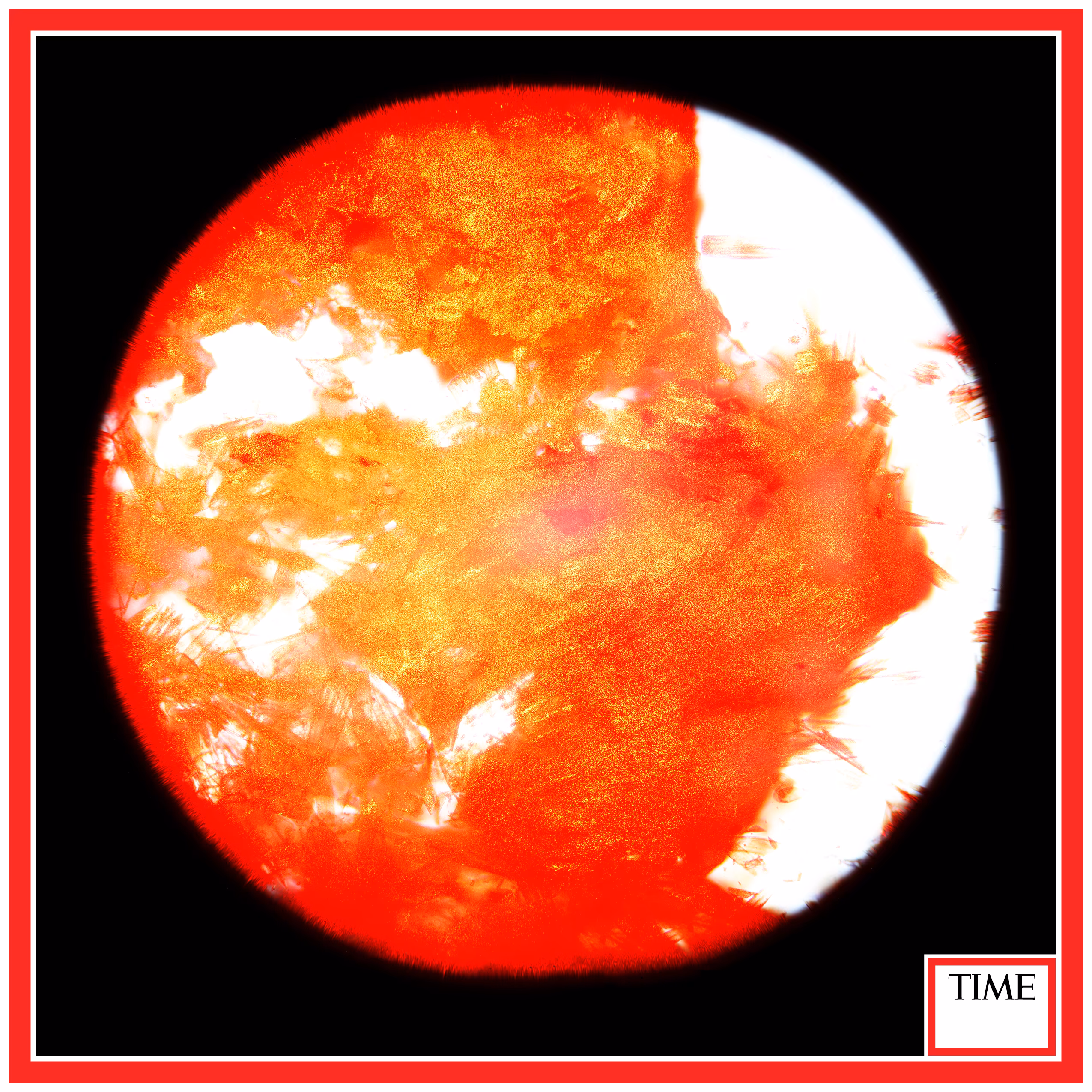 Microscopic long exposure of Tineola bisselliella.