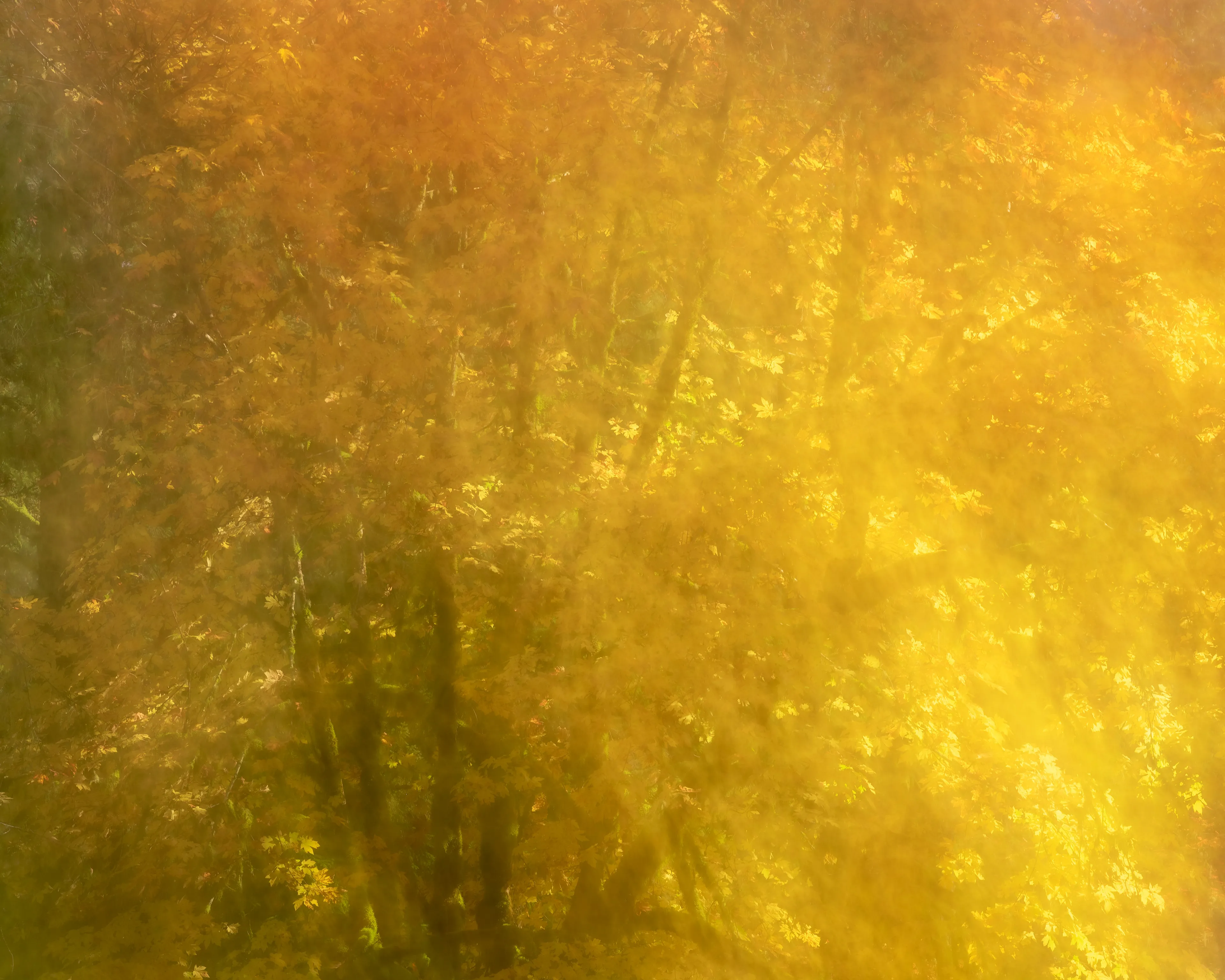 For the most part my approach to nature photography is based in literal representation. Even if the resulting photograph would take on more of an abstract form due to isolation and omission of the surrounding environment, the experience of photographing it and developing a relationship with it is always based in reality and a sense of photographing a specific THING whether it be a play of light, a unique moment in time, or an interesting subject. It still is and always will be because at the base of everything, that's the primary way that I interact with and experience nature.

This explorational series comes from a different emotional and mental place. These photos were taken not with the intent of that literal representation mentioned above but from a more visceral place, based more in an emotional reaction to what and where I'm photographing and putting pieces of the experience together into a single frame.They’re the result of a need to bring more fun and less pressure into my work. Honestly, it's hard to describe. But when I photograph in this way, I have noticed a distinct shift in the way that I am interpreting the environment, both mentally and emotionally, and that carries over into the way that I process the photo. Everything about making these photos feels... freeing.

I feel this approach calling to me more and more often lately. Photography has always been my antidote to the demons in my life and I’ve been busy battling a lot of them recently. By letting myself tap into a more relaxed and experimental approach I am able to push the boundaries on how I interact with the landscape, appreciating it for more than its literal inherent beauty and diving deeper into the things that make it special. It allows me to become more in touch with what ELSE nature is and what else it can be, further strengthening my relationship with it.

Another distinction between these images and the images in my other galleries is that often I'm not even sure how I made them. Sure I know which techniques I used, but in the process of taking the photograph I am blending different types of photos with different settings in-camera and not paying attention to the specific process. I'm mixing and matching and switching and experimenting. In my usual interactions with nature I am extremely cognizant of every decision that is being made: which settings I'm using, why I'm using those settings, the composition, and more. There is INTENT behind every single decision and I make them consciously despite the subconscious emotional connection and love with the subject that I’m photographing. These images are a departure from that conscious decision making.

All of these images are single frames made in camera using one or more creative camera techniques. I've purposefully left out any description of the techniques, the literal subject (though many of the subjects and techniques are easily identified), and the context in an effort to not cloud the emotional response to the images with preconceived attachments. If you find these images interesting or if they elicit emotions within you, I invite you to explore them, spend some time with them, and create your own journey.