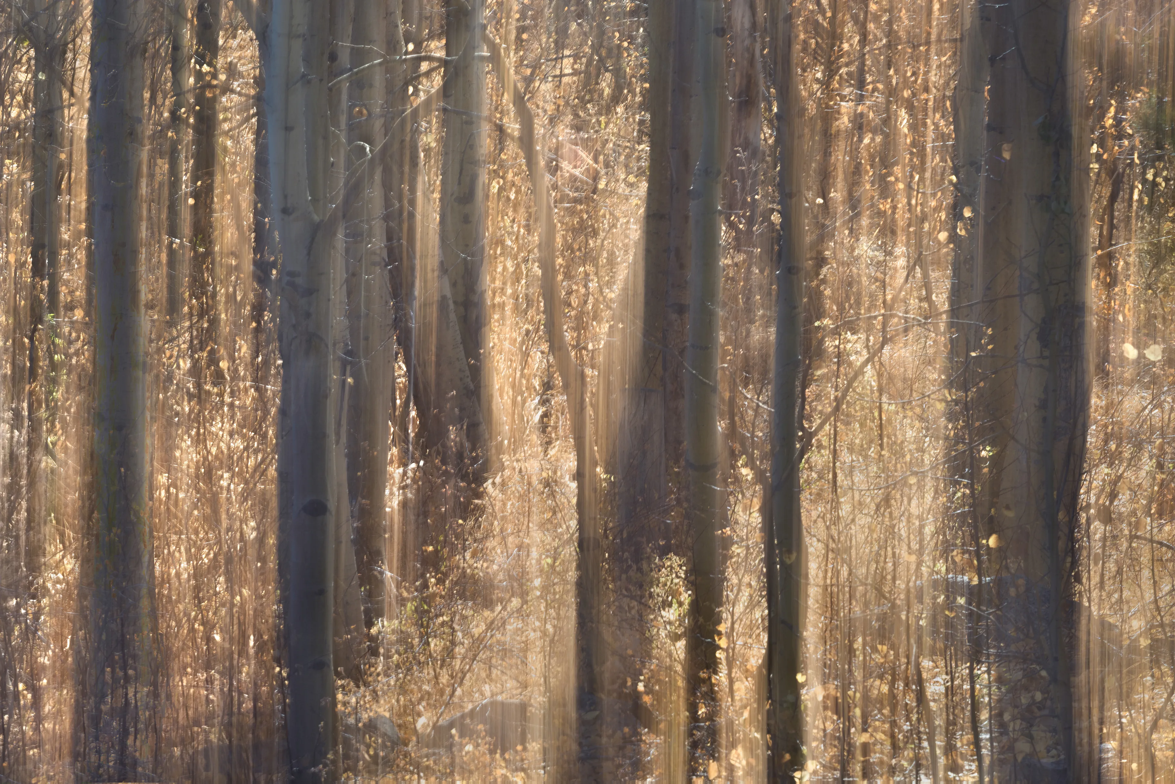 For the most part my approach to nature photography is based in literal representation. Even if the resulting photograph would take on more of an abstract form due to isolation and omission of the surrounding environment, the experience of photographing it and developing a relationship with it is always based in reality and a sense of photographing a specific THING whether it be a play of light, a unique moment in time, or an interesting subject. It still is and always will be because at the base of everything, that's the primary way that I interact with and experience nature.

This explorational series comes from a different emotional and mental place. These photos were taken not with the intent of that literal representation mentioned above but from a more visceral place, based more in an emotional reaction to what and where I'm photographing and putting pieces of the experience together into a single frame.They’re the result of a need to bring more fun and less pressure into my work. Honestly, it's hard to describe. But when I photograph in this way, I have noticed a distinct shift in the way that I am interpreting the environment, both mentally and emotionally, and that carries over into the way that I process the photo. Everything about making these photos feels... freeing.

I feel this approach calling to me more and more often lately. Photography has always been my antidote to the demons in my life and I’ve been busy battling a lot of them recently. By letting myself tap into a more relaxed and experimental approach I am able to push the boundaries on how I interact with the landscape, appreciating it for more than its literal inherent beauty and diving deeper into the things that make it special. It allows me to become more in touch with what ELSE nature is and what else it can be, further strengthening my relationship with it.

Another distinction between these images and the images in my other galleries is that often I'm not even sure how I made them. Sure I know which techniques I used, but in the process of taking the photograph I am blending different types of photos with different settings in-camera and not paying attention to the specific process. I'm mixing and matching and switching and experimenting. In my usual interactions with nature I am extremely cognizant of every decision that is being made: which settings I'm using, why I'm using those settings, the composition, and more. There is INTENT behind every single decision and I make them consciously despite the subconscious emotional connection and love with the subject that I’m photographing. These images are a departure from that conscious decision making.

All of these images are single frames made in camera using one or more creative camera techniques. I've purposefully left out any description of the techniques, the literal subject (though many of the subjects and techniques are easily identified), and the context in an effort to not cloud the emotional response to the images with preconceived attachments. If you find these images interesting or if they elicit emotions within you, I invite you to explore them, spend some time with them, and create your own journey.