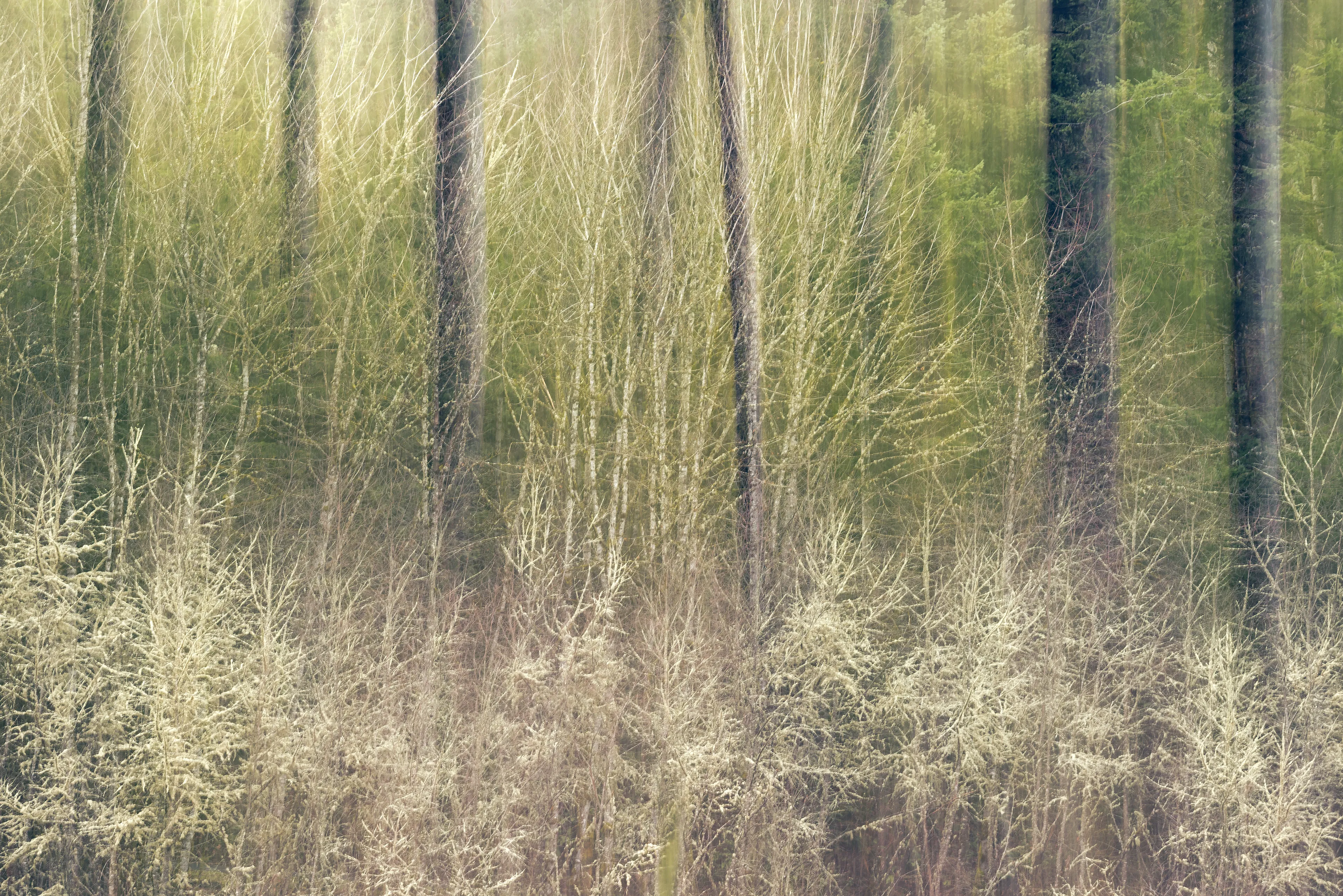 For the most part my approach to nature photography is based in literal representation. Even if the resulting photograph would take on more of an abstract form due to isolation and omission of the surrounding environment, the experience of photographing it and developing a relationship with it is always based in reality and a sense of photographing a specific THING whether it be a play of light, a unique moment in time, or an interesting subject. It still is and always will be because at the base of everything, that's the primary way that I interact with and experience nature.

This explorational series comes from a different emotional and mental place. These photos were taken not with the intent of that literal representation mentioned above but from a more visceral place, based more in an emotional reaction to what and where I'm photographing and putting pieces of the experience together into a single frame.They’re the result of a need to bring more fun and less pressure into my work. Honestly, it's hard to describe. But when I photograph in this way, I have noticed a distinct shift in the way that I am interpreting the environment, both mentally and emotionally, and that carries over into the way that I process the photo. Everything about making these photos feels... freeing.

I feel this approach calling to me more and more often lately. Photography has always been my antidote to the demons in my life and I’ve been busy battling a lot of them recently. By letting myself tap into a more relaxed and experimental approach I am able to push the boundaries on how I interact with the landscape, appreciating it for more than its literal inherent beauty and diving deeper into the things that make it special. It allows me to become more in touch with what ELSE nature is and what else it can be, further strengthening my relationship with it.

Another distinction between these images and the images in my other galleries is that often I'm not even sure how I made them. Sure I know which techniques I used, but in the process of taking the photograph I am blending different types of photos with different settings in-camera and not paying attention to the specific process. I'm mixing and matching and switching and experimenting. In my usual interactions with nature I am extremely cognizant of every decision that is being made: which settings I'm using, why I'm using those settings, the composition, and more. There is INTENT behind every single decision and I make them consciously despite the subconscious emotional connection and love with the subject that I’m photographing. These images are a departure from that conscious decision making.

All of these images are single frames made in camera using one or more creative camera techniques. I've purposefully left out any description of the techniques, the literal subject (though many of the subjects and techniques are easily identified), and the context in an effort to not cloud the emotional response to the images with preconceived attachments. If you find these images interesting or if they elicit emotions within you, I invite you to explore them, spend some time with them, and create your own journey.
