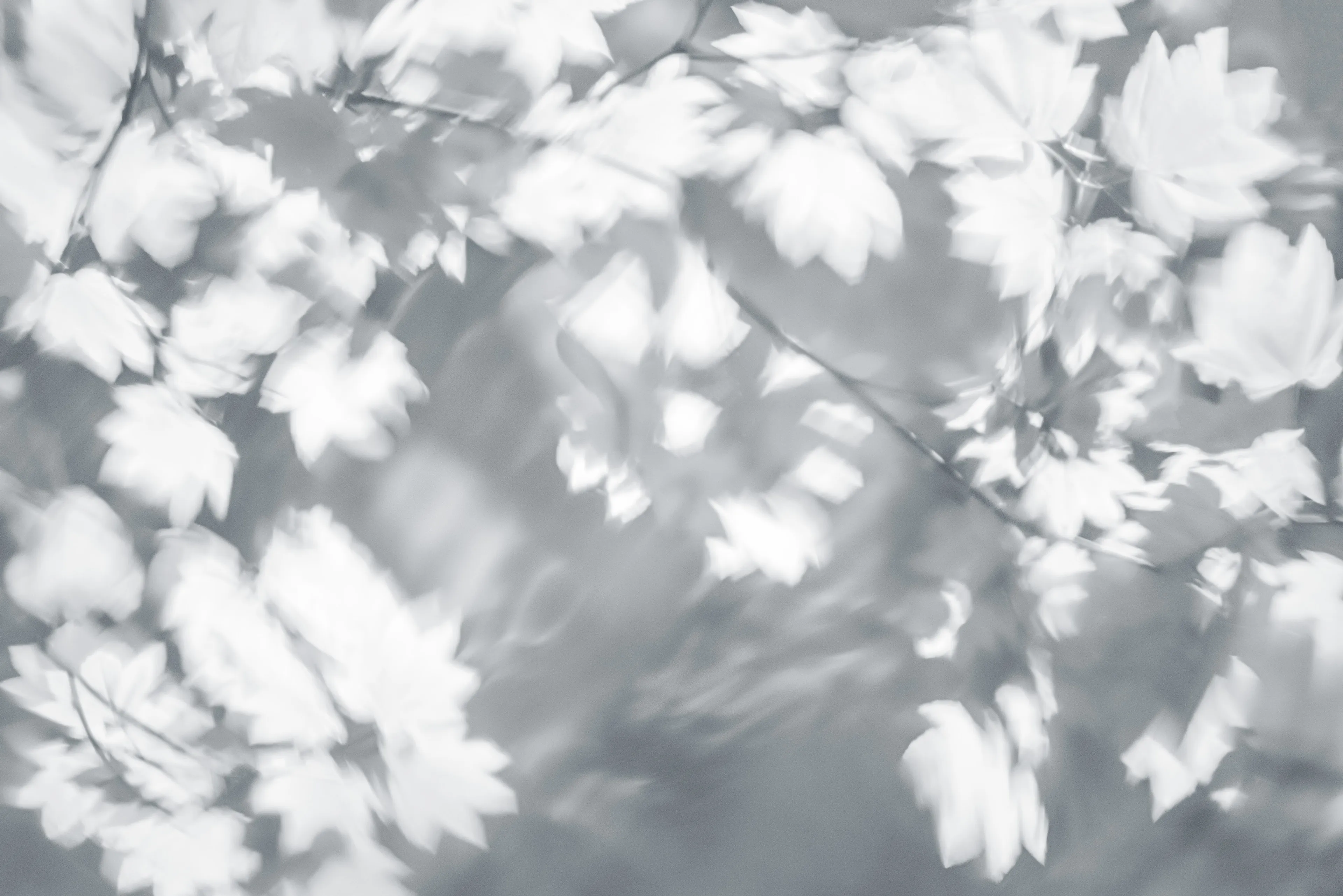 For the most part my approach to nature photography is based in literal representation. Even if the resulting photograph would take on more of an abstract form due to isolation and omission of the surrounding environment, the experience of photographing it and developing a relationship with it is always based in reality and a sense of photographing a specific THING whether it be a play of light, a unique moment in time, or an interesting subject. It still is and always will be because at the base of everything, that's the primary way that I interact with and experience nature.

This explorational series comes from a different emotional and mental place. These photos were taken not with the intent of that literal representation mentioned above but from a more visceral place, based more in an emotional reaction to what and where I'm photographing and putting pieces of the experience together into a single frame.They’re the result of a need to bring more fun and less pressure into my work. Honestly, it's hard to describe. But when I photograph in this way, I have noticed a distinct shift in the way that I am interpreting the environment, both mentally and emotionally, and that carries over into the way that I process the photo. Everything about making these photos feels... freeing.

I feel this approach calling to me more and more often lately. Photography has always been my antidote to the demons in my life and I’ve been busy battling a lot of them recently. By letting myself tap into a more relaxed and experimental approach I am able to push the boundaries on how I interact with the landscape, appreciating it for more than its literal inherent beauty and diving deeper into the things that make it special. It allows me to become more in touch with what ELSE nature is and what else it can be, further strengthening my relationship with it.

Another distinction between these images and the images in my other galleries is that often I'm not even sure how I made them. Sure I know which techniques I used, but in the process of taking the photograph I am blending different types of photos with different settings in-camera and not paying attention to the specific process. I'm mixing and matching and switching and experimenting. In my usual interactions with nature I am extremely cognizant of every decision that is being made: which settings I'm using, why I'm using those settings, the composition, and more. There is INTENT behind every single decision and I make them consciously despite the subconscious emotional connection and love with the subject that I’m photographing. These images are a departure from that conscious decision making.

All of these images are single frames made in camera using one or more creative camera techniques. I've purposefully left out any description of the techniques, the literal subject (though many of the subjects and techniques are easily identified), and the context in an effort to not cloud the emotional response to the images with preconceived attachments. If you find these images interesting or if they elicit emotions within you, I invite you to explore them, spend some time with them, and create your own journey.