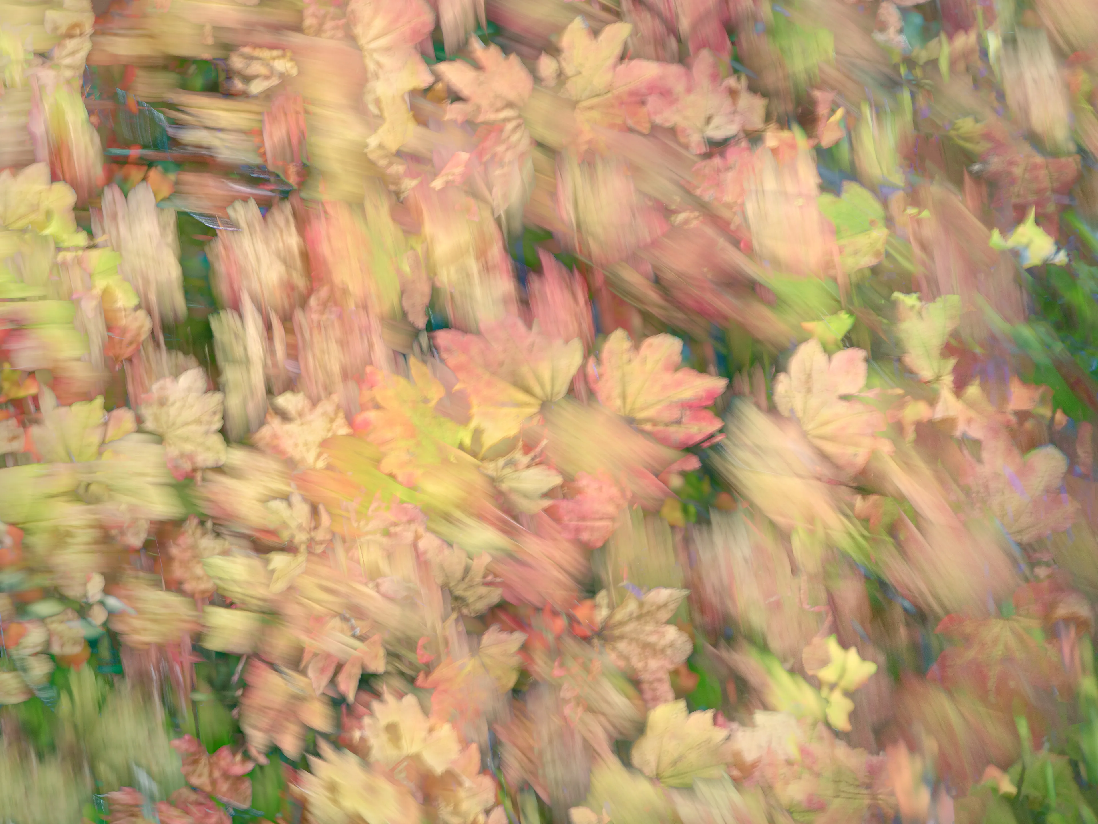 For the most part my approach to nature photography is based in literal representation. Even if the resulting photograph would take on more of an abstract form due to isolation and omission of the surrounding environment, the experience of photographing it and developing a relationship with it is always based in reality and a sense of photographing a specific THING whether it be a play of light, a unique moment in time, or an interesting subject. It still is and always will be because at the base of everything, that's the primary way that I interact with and experience nature.

This explorational series comes from a different emotional and mental place. These photos were taken not with the intent of that literal representation mentioned above but from a more visceral place, based more in an emotional reaction to what and where I'm photographing and putting pieces of the experience together into a single frame.They’re the result of a need to bring more fun and less pressure into my work. Honestly, it's hard to describe. But when I photograph in this way, I have noticed a distinct shift in the way that I am interpreting the environment, both mentally and emotionally, and that carries over into the way that I process the photo. Everything about making these photos feels... freeing.

I feel this approach calling to me more and more often lately. Photography has always been my antidote to the demons in my life and I’ve been busy battling a lot of them recently. By letting myself tap into a more relaxed and experimental approach I am able to push the boundaries on how I interact with the landscape, appreciating it for more than its literal inherent beauty and diving deeper into the things that make it special. It allows me to become more in touch with what ELSE nature is and what else it can be, further strengthening my relationship with it.

Another distinction between these images and the images in my other galleries is that often I'm not even sure how I made them. Sure I know which techniques I used, but in the process of taking the photograph I am blending different types of photos with different settings in-camera and not paying attention to the specific process. I'm mixing and matching and switching and experimenting. In my usual interactions with nature I am extremely cognizant of every decision that is being made: which settings I'm using, why I'm using those settings, the composition, and more. There is INTENT behind every single decision and I make them consciously despite the subconscious emotional connection and love with the subject that I’m photographing. These images are a departure from that conscious decision making.

All of these images are single frames made in camera using one or more creative camera techniques. I've purposefully left out any description of the techniques, the literal subject (though many of the subjects and techniques are easily identified), and the context in an effort to not cloud the emotional response to the images with preconceived attachments. If you find these images interesting or if they elicit emotions within you, I invite you to explore them, spend some time with them, and create your own journey.