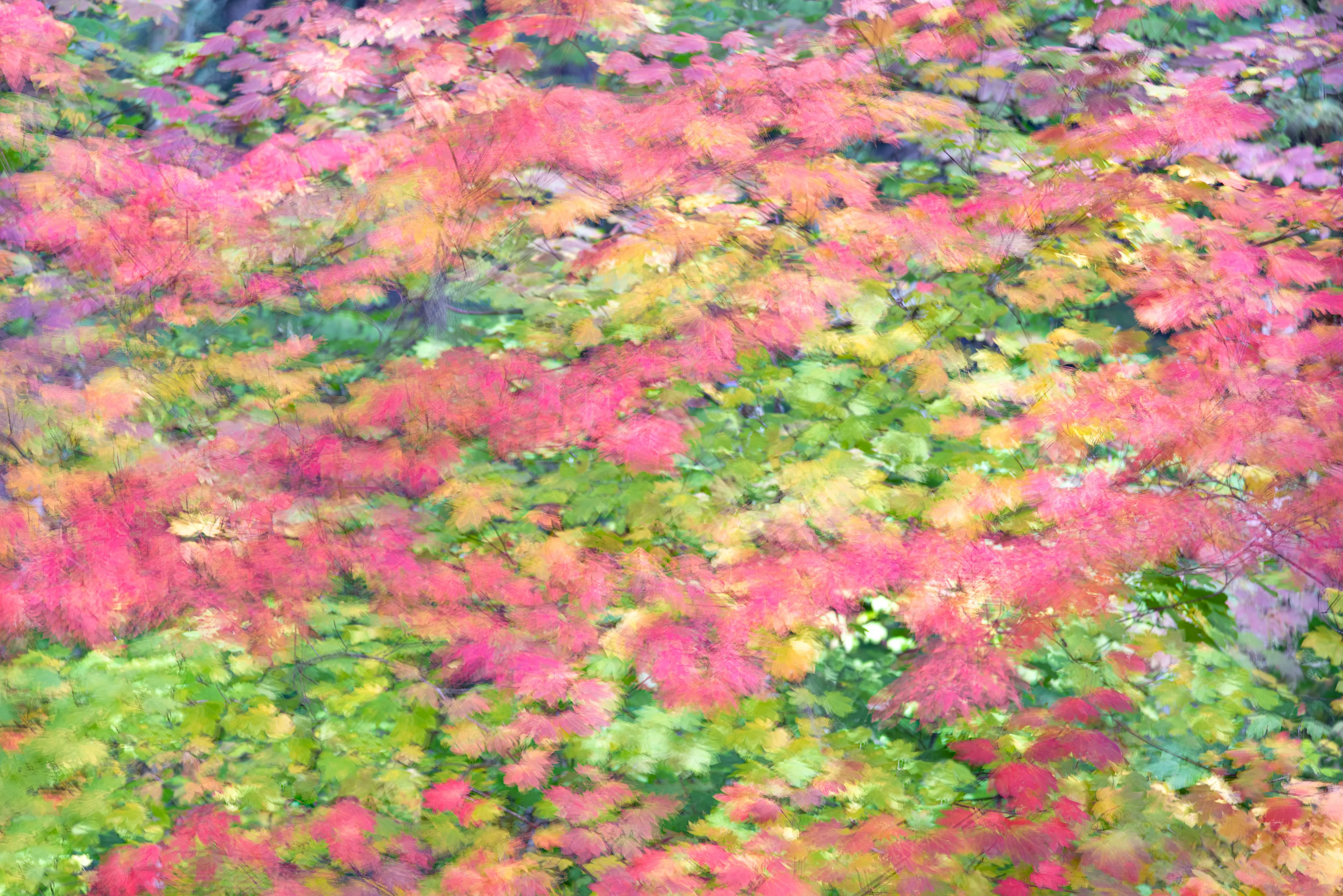 For the most part my approach to nature photography is based in literal representation. Even if the resulting photograph would take on more of an abstract form due to isolation and omission of the surrounding environment, the experience of photographing it and developing a relationship with it is always based in reality and a sense of photographing a specific THING whether it be a play of light, a unique moment in time, or an interesting subject. It still is and always will be because at the base of everything, that's the primary way that I interact with and experience nature.

This explorational series comes from a different emotional and mental place. These photos were taken not with the intent of that literal representation mentioned above but from a more visceral place, based more in an emotional reaction to what and where I'm photographing and putting pieces of the experience together into a single frame.They’re the result of a need to bring more fun and less pressure into my work. Honestly, it's hard to describe. But when I photograph in this way, I have noticed a distinct shift in the way that I am interpreting the environment, both mentally and emotionally, and that carries over into the way that I process the photo. Everything about making these photos feels... freeing.

I feel this approach calling to me more and more often lately. Photography has always been my antidote to the demons in my life and I’ve been busy battling a lot of them recently. By letting myself tap into a more relaxed and experimental approach I am able to push the boundaries on how I interact with the landscape, appreciating it for more than its literal inherent beauty and diving deeper into the things that make it special. It allows me to become more in touch with what ELSE nature is and what else it can be, further strengthening my relationship with it.

Another distinction between these images and the images in my other galleries is that often I'm not even sure how I made them. Sure I know which techniques I used, but in the process of taking the photograph I am blending different types of photos with different settings in-camera and not paying attention to the specific process. I'm mixing and matching and switching and experimenting. In my usual interactions with nature I am extremely cognizant of every decision that is being made: which settings I'm using, why I'm using those settings, the composition, and more. There is INTENT behind every single decision and I make them consciously despite the subconscious emotional connection and love with the subject that I’m photographing. These images are a departure from that conscious decision making.

All of these images are single frames made in camera using one or more creative camera techniques. I've purposefully left out any description of the techniques, the literal subject (though many of the subjects and techniques are easily identified), and the context in an effort to not cloud the emotional response to the images with preconceived attachments. If you find these images interesting or if they elicit emotions within you, I invite you to explore them, spend some time with them, and create your own journey.