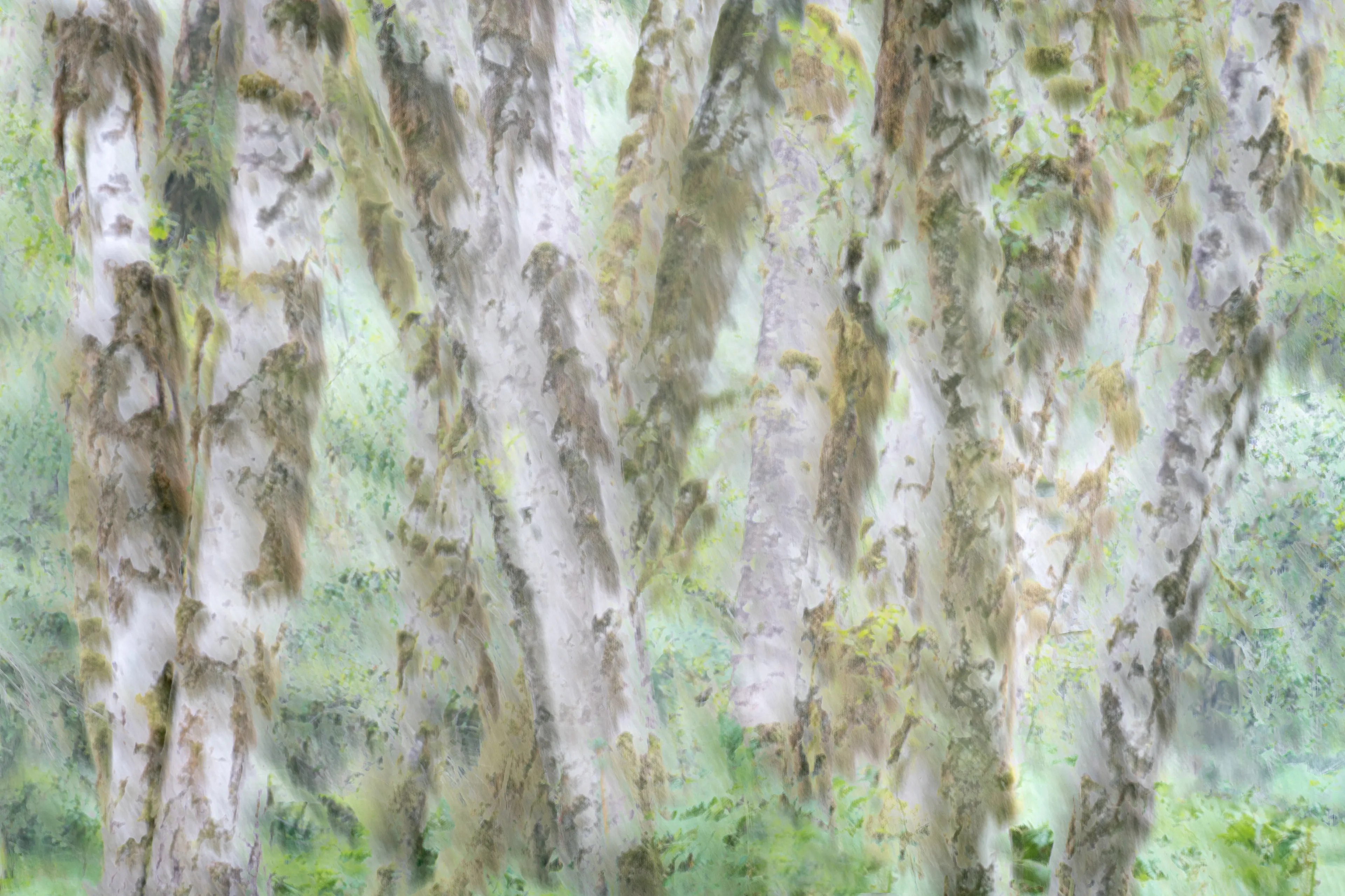 For the most part my approach to nature photography is based in literal representation. Even if the resulting photograph would take on more of an abstract form due to isolation and omission of the surrounding environment, the experience of photographing it and developing a relationship with it is always based in reality and a sense of photographing a specific THING whether it be a play of light, a unique moment in time, or an interesting subject. It still is and always will be because at the base of everything, that's the primary way that I interact with and experience nature.

This explorational series comes from a different emotional and mental place. These photos were taken not with the intent of that literal representation mentioned above but from a more visceral place, based more in an emotional reaction to what and where I'm photographing and putting pieces of the experience together into a single frame.They’re the result of a need to bring more fun and less pressure into my work. Honestly, it's hard to describe. But when I photograph in this way, I have noticed a distinct shift in the way that I am interpreting the environment, both mentally and emotionally, and that carries over into the way that I process the photo. Everything about making these photos feels... freeing.

I feel this approach calling to me more and more often lately. Photography has always been my antidote to the demons in my life and I’ve been busy battling a lot of them recently. By letting myself tap into a more relaxed and experimental approach I am able to push the boundaries on how I interact with the landscape, appreciating it for more than its literal inherent beauty and diving deeper into the things that make it special. It allows me to become more in touch with what ELSE nature is and what else it can be, further strengthening my relationship with it.

Another distinction between these images and the images in my other galleries is that often I'm not even sure how I made them. Sure I know which techniques I used, but in the process of taking the photograph I am blending different types of photos with different settings in-camera and not paying attention to the specific process. I'm mixing and matching and switching and experimenting. In my usual interactions with nature I am extremely cognizant of every decision that is being made: which settings I'm using, why I'm using those settings, the composition, and more. There is INTENT behind every single decision and I make them consciously despite the subconscious emotional connection and love with the subject that I’m photographing. These images are a departure from that conscious decision making.

All of these images are single frames made in camera using one or more creative camera techniques. I've purposefully left out any description of the techniques, the literal subject (though many of the subjects and techniques are easily identified), and the context in an effort to not cloud the emotional response to the images with preconceived attachments. If you find these images interesting or if they elicit emotions within you, I invite you to explore them, spend some time with them, and create your own journey.