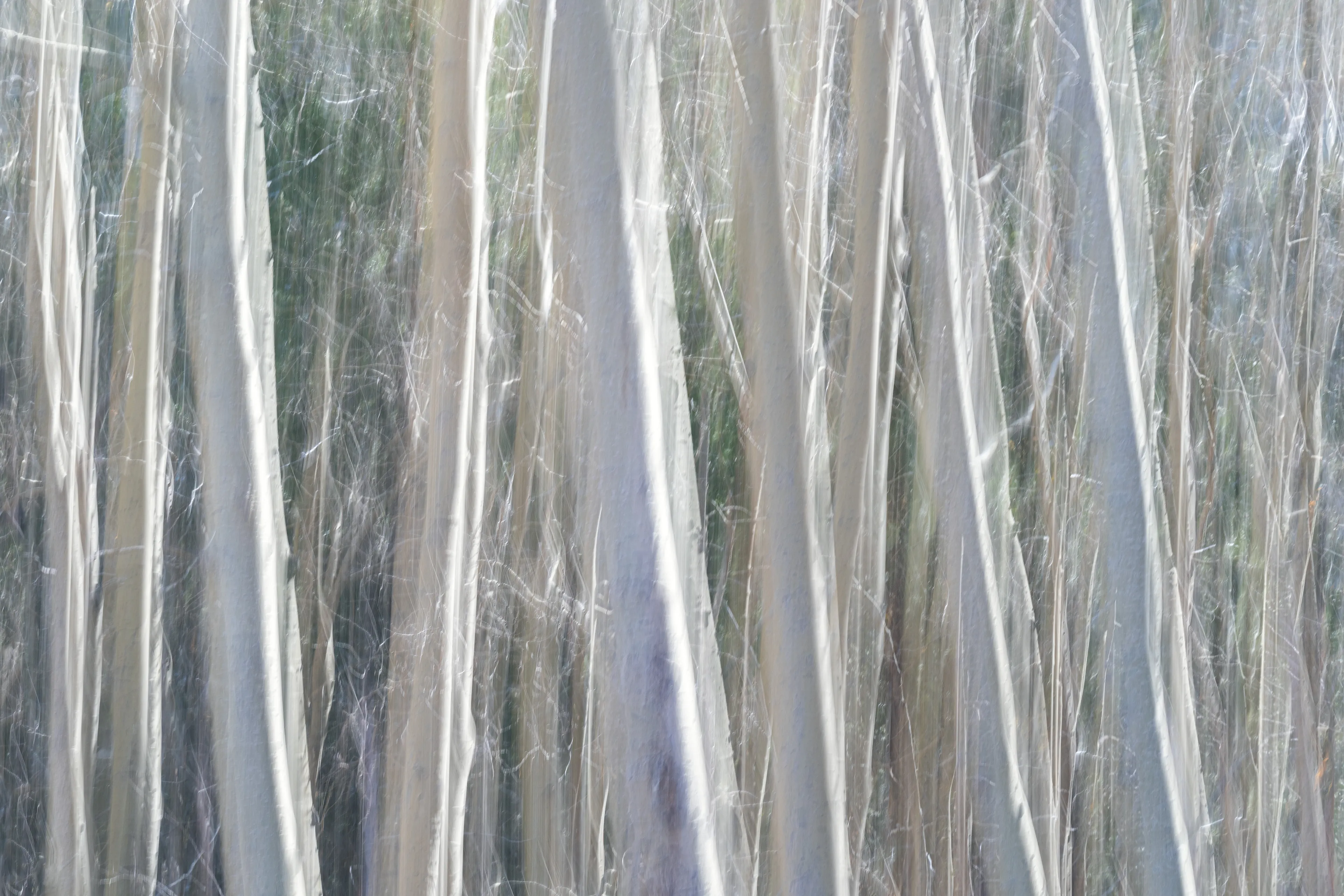 For the most part my approach to nature photography is based in literal representation. Even if the resulting photograph would take on more of an abstract form due to isolation and omission of the surrounding environment, the experience of photographing it and developing a relationship with it is always based in reality and a sense of photographing a specific THING whether it be a play of light, a unique moment in time, or an interesting subject. It still is and always will be because at the base of everything, that's the primary way that I interact with and experience nature.

This explorational series comes from a different emotional and mental place. These photos were taken not with the intent of that literal representation mentioned above but from a more visceral place, based more in an emotional reaction to what and where I'm photographing and putting pieces of the experience together into a single frame.They’re the result of a need to bring more fun and less pressure into my work. Honestly, it's hard to describe. But when I photograph in this way, I have noticed a distinct shift in the way that I am interpreting the environment, both mentally and emotionally, and that carries over into the way that I process the photo. Everything about making these photos feels... freeing.

I feel this approach calling to me more and more often lately. Photography has always been my antidote to the demons in my life and I’ve been busy battling a lot of them recently. By letting myself tap into a more relaxed and experimental approach I am able to push the boundaries on how I interact with the landscape, appreciating it for more than its literal inherent beauty and diving deeper into the things that make it special. It allows me to become more in touch with what ELSE nature is and what else it can be, further strengthening my relationship with it.

Another distinction between these images and the images in my other galleries is that often I'm not even sure how I made them. Sure I know which techniques I used, but in the process of taking the photograph I am blending different types of photos with different settings in-camera and not paying attention to the specific process. I'm mixing and matching and switching and experimenting. In my usual interactions with nature I am extremely cognizant of every decision that is being made: which settings I'm using, why I'm using those settings, the composition, and more. There is INTENT behind every single decision and I make them consciously despite the subconscious emotional connection and love with the subject that I’m photographing. These images are a departure from that conscious decision making.

All of these images are single frames made in camera using one or more creative camera techniques. I've purposefully left out any description of the techniques, the literal subject (though many of the subjects and techniques are easily identified), and the context in an effort to not cloud the emotional response to the images with preconceived attachments. If you find these images interesting or if they elicit emotions within you, I invite you to explore them, spend some time with them, and create your own journey.