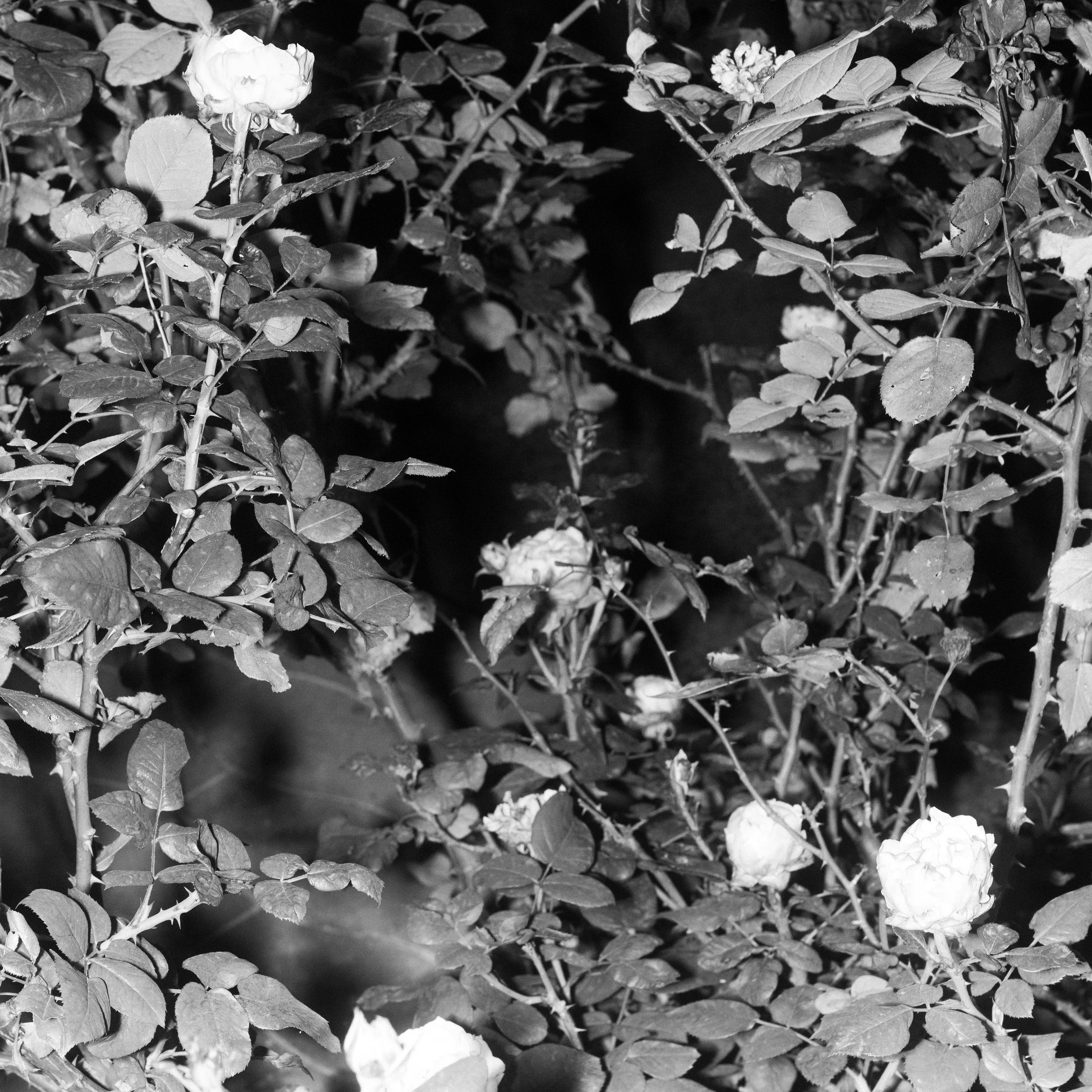 A body of work about the disconnect between self and space, and the notion of a broader reality than the immediately perceivable.

Made in a series of long walks late at night, this story about wandering and estrangement shows a collection of in-between scenes that seem to hide unsettling secrets. 