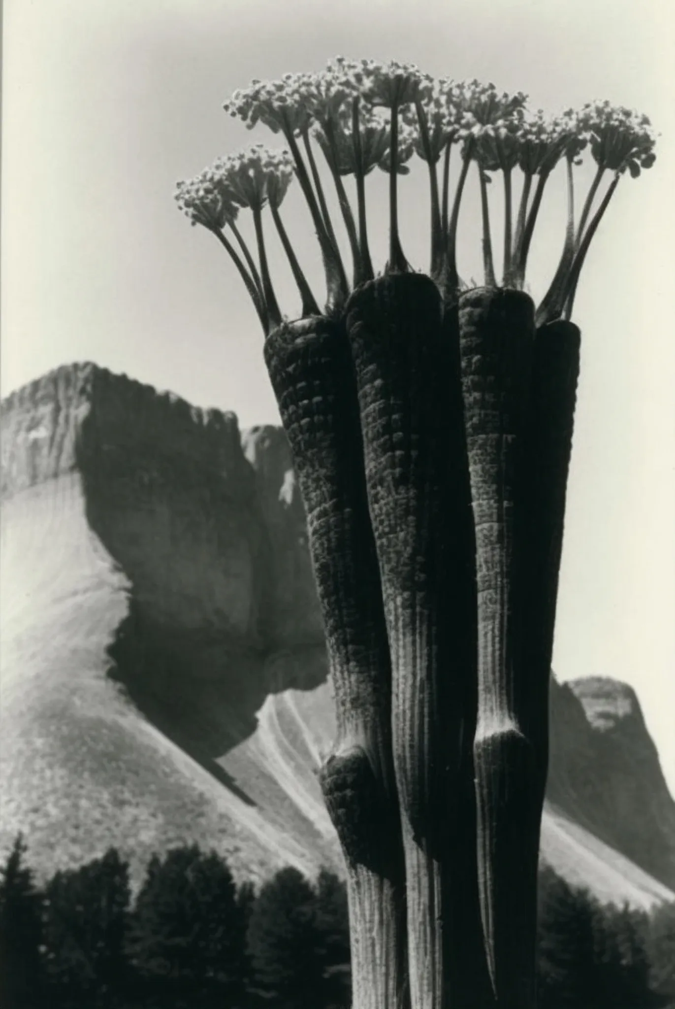 Saguro, Albumen Print, 1895