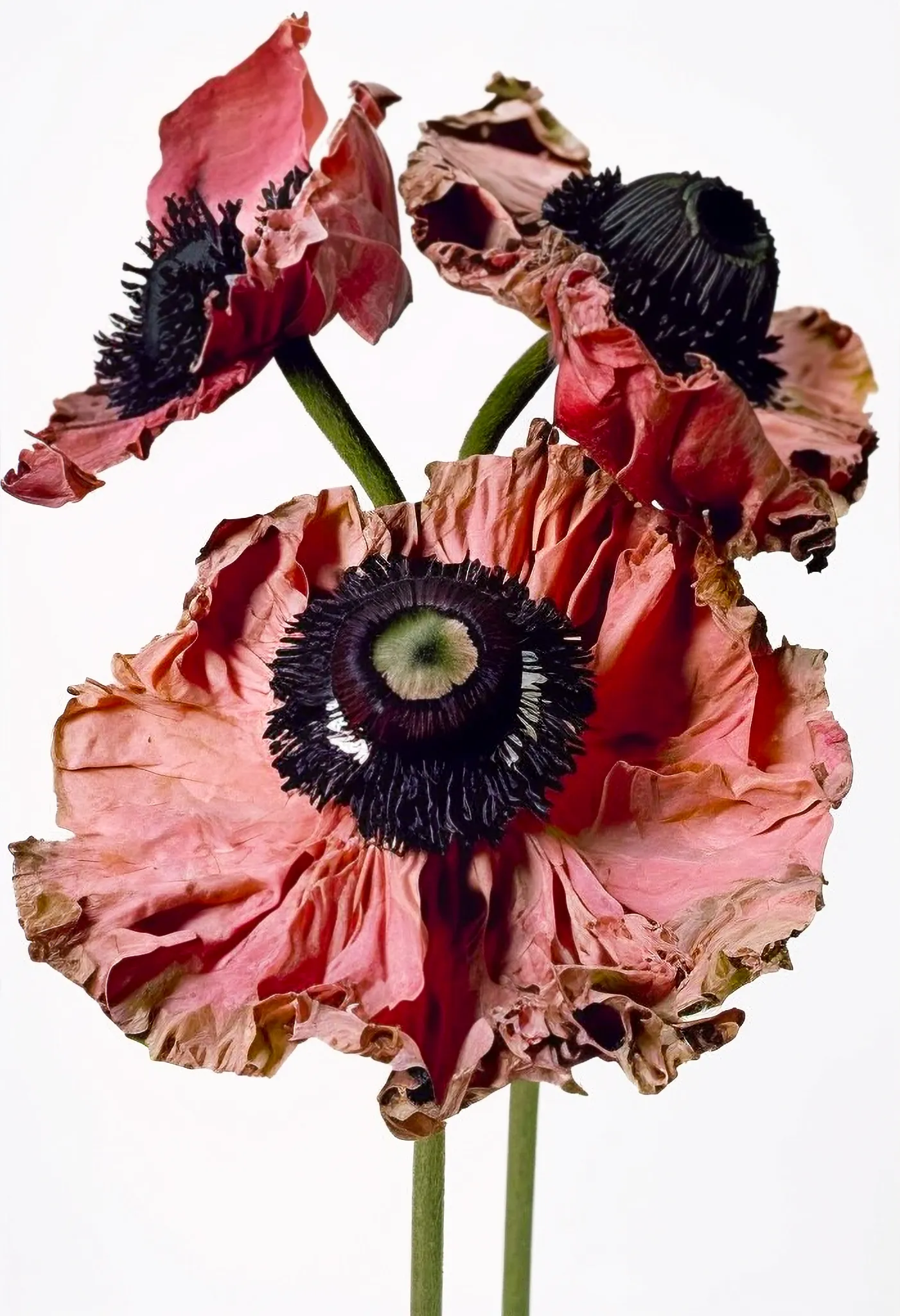 Poppy, Chromogenic Print, 1968