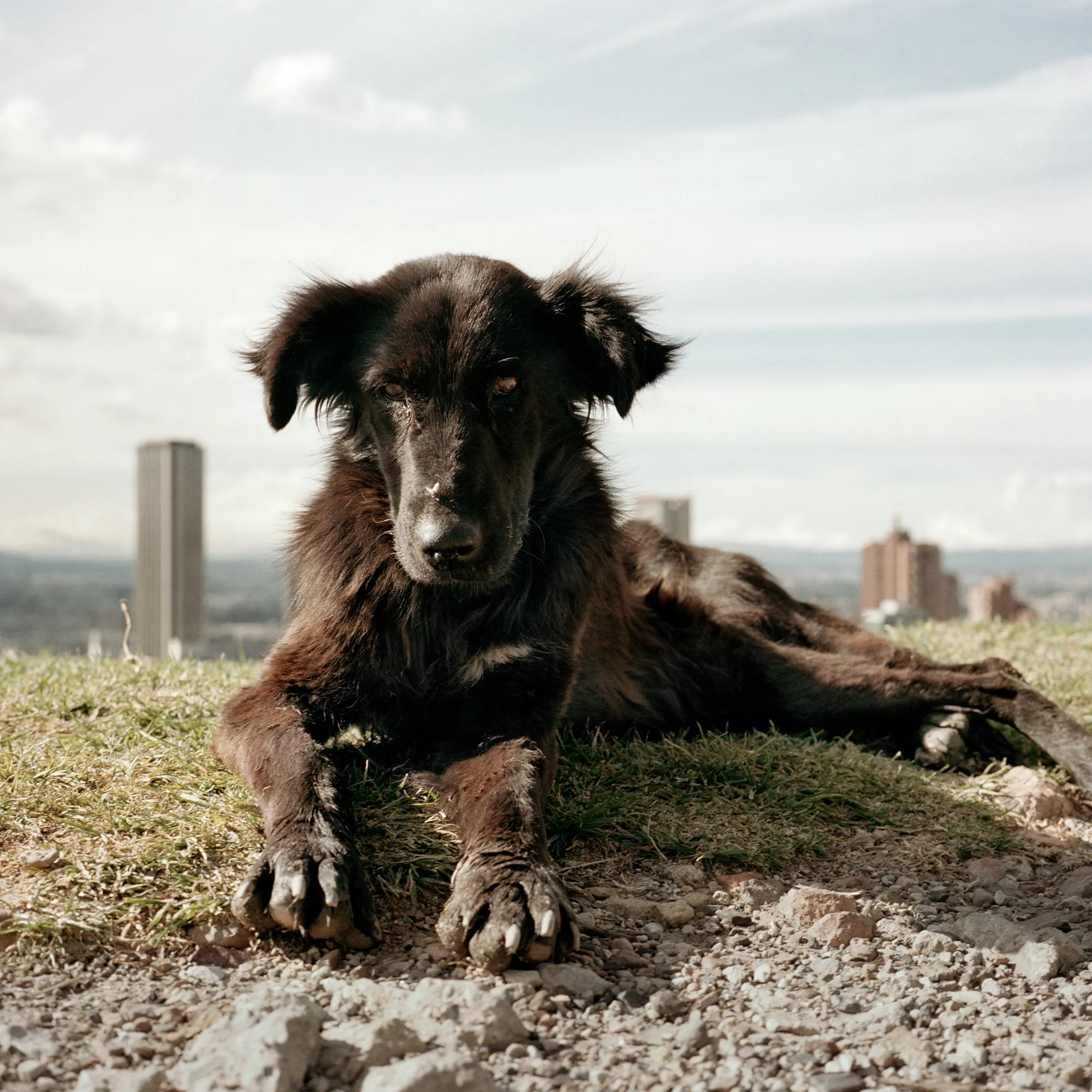 Assembly presents *Dog Days, Bogotá*, by award-winning Magnum photographer, Alec Soth. Rendered in his iconic style merging a documentary approach with a poetic sensibility, this project, one of his most personal to date, was made in Colombia during the adoption process of his daughter. In a book filled with letters, photos, and poems, he found a note his daughter’s birth mother wrote to her: “I hope that the hardness of the world will not hurt your sensitivity. When I think about you I hope that your life is full of beautiful things." These words became Soth’s mission statement as he set out to make his own book of the city of her birth describing the beauty found in a hard place. One of his earliest projects, it is minted here as his genesis NFT collection. Soth is one of the most celebrated American photographers and his work is in the collections of major museums worldwide including MoMA, The Whitney Museum of American Art, and the LA County Museum of Art.