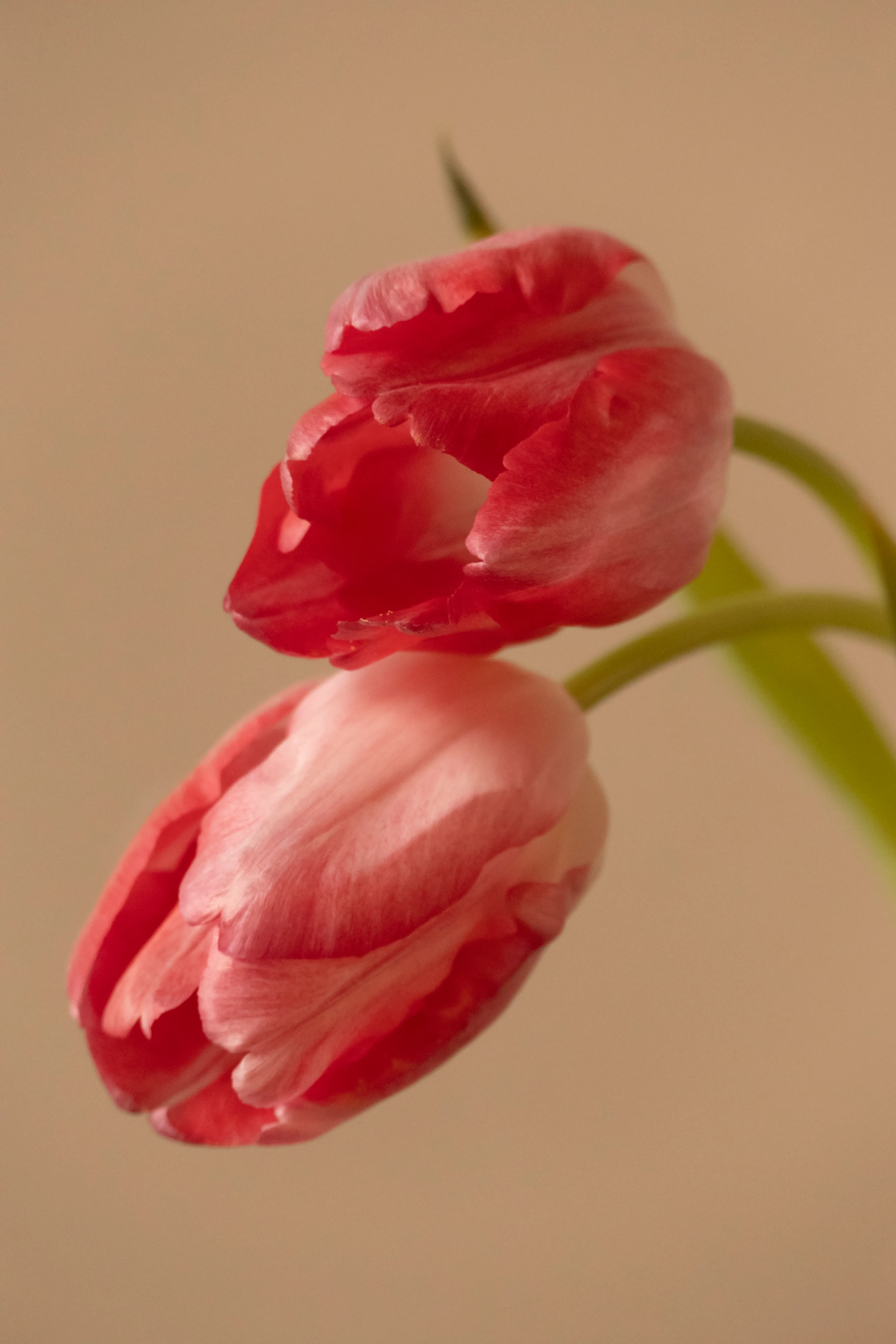 Tulip = declaration of love
