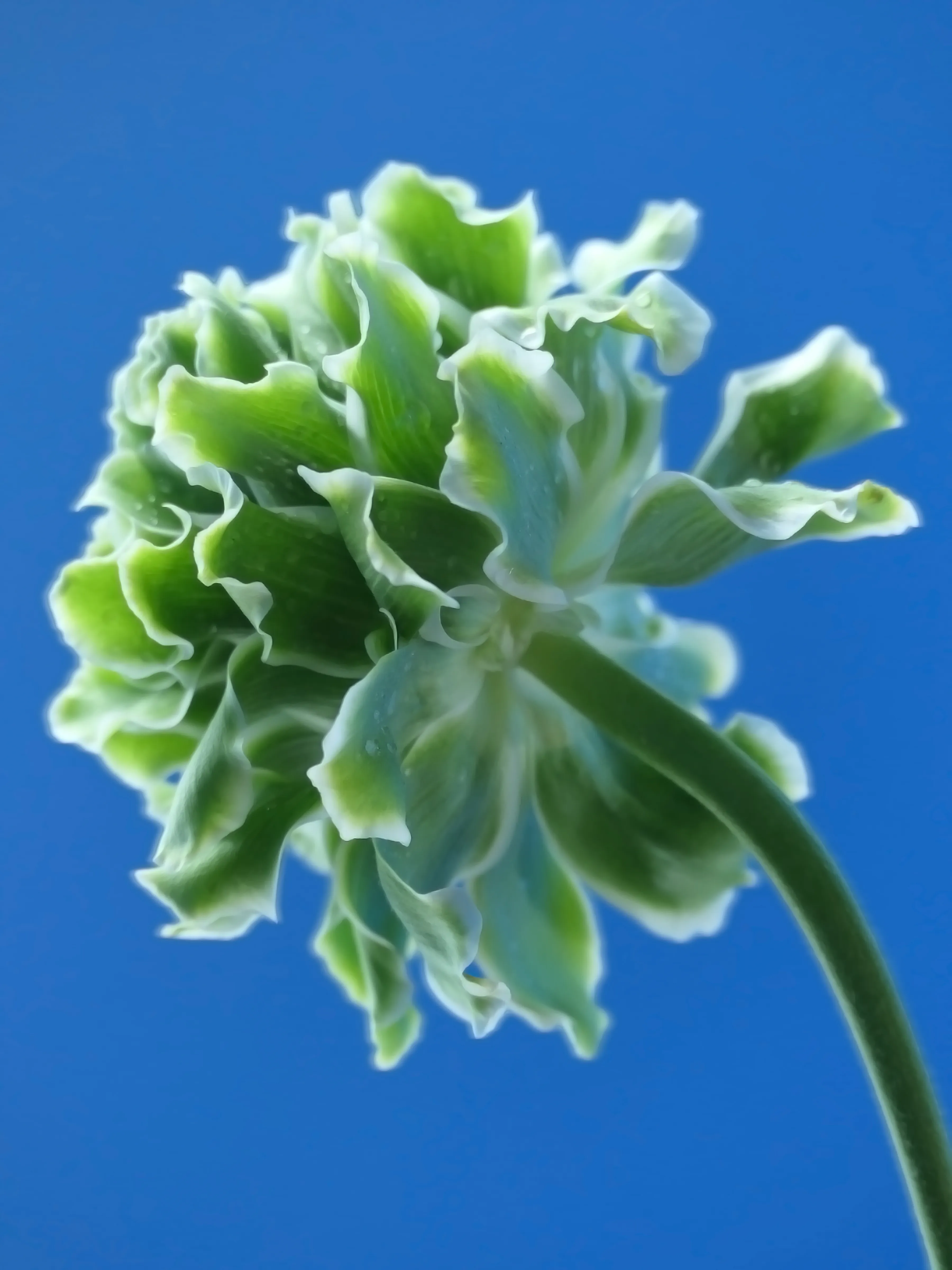 Ranunculus = charm