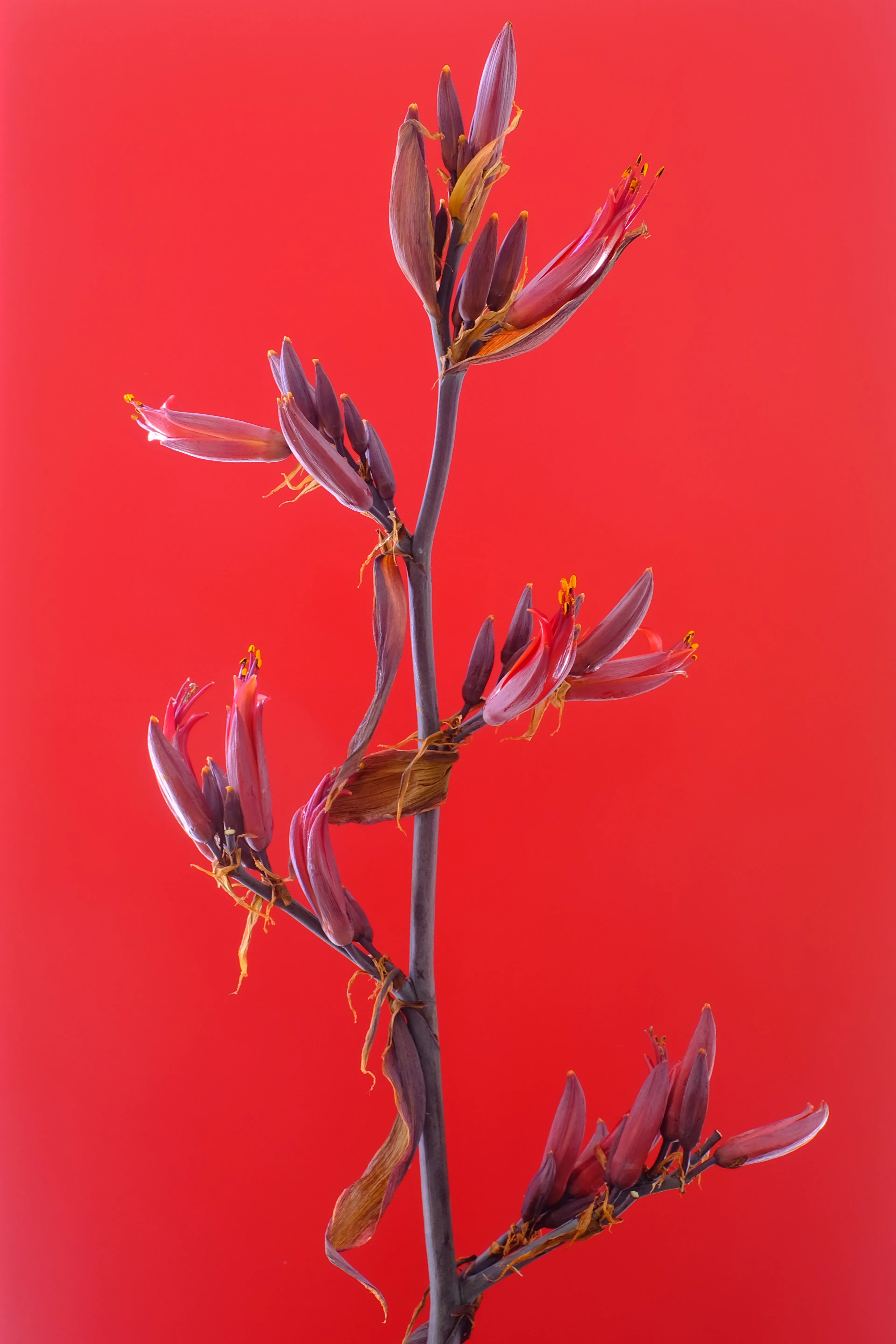 Canna = glory