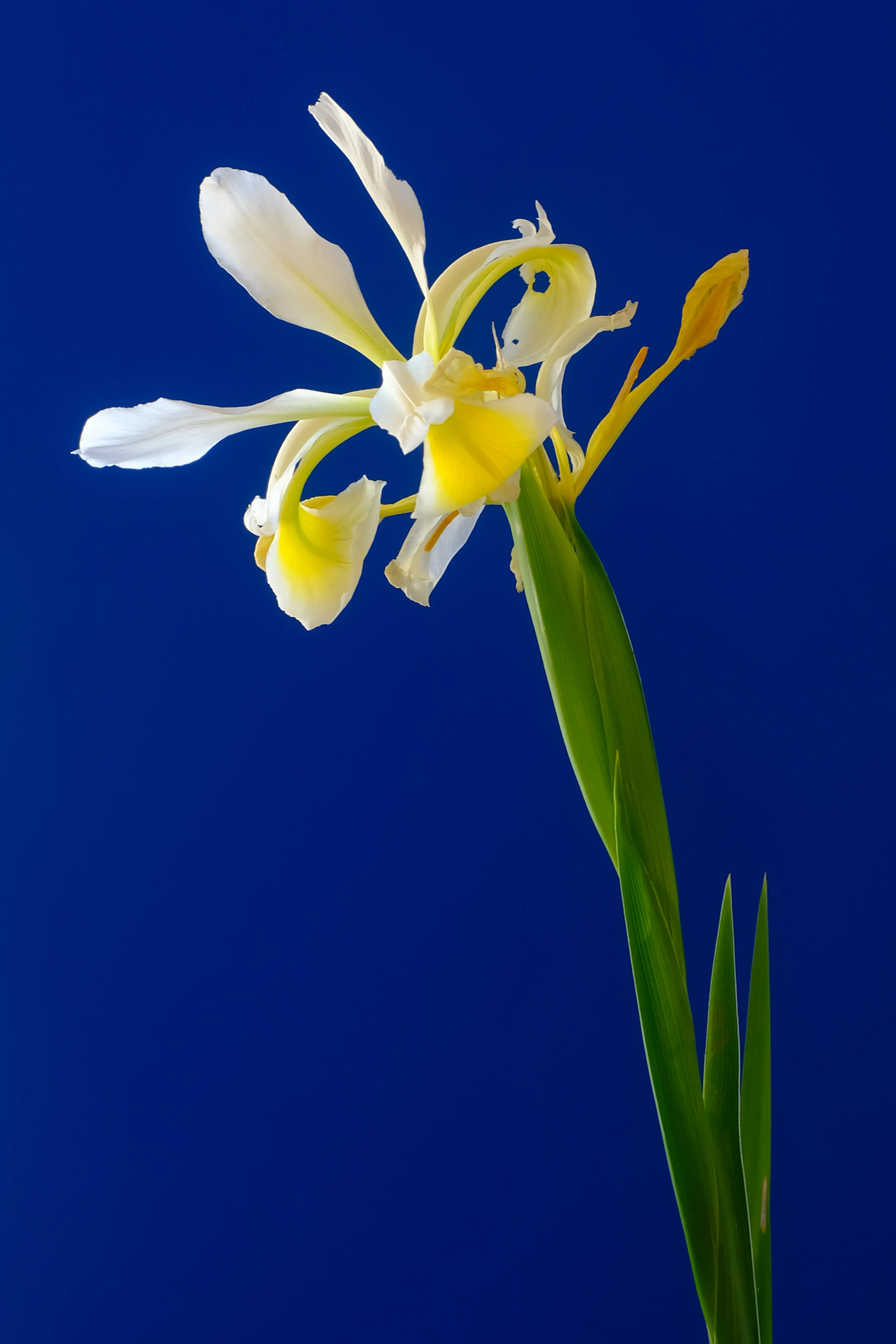 White Iris = spirituality