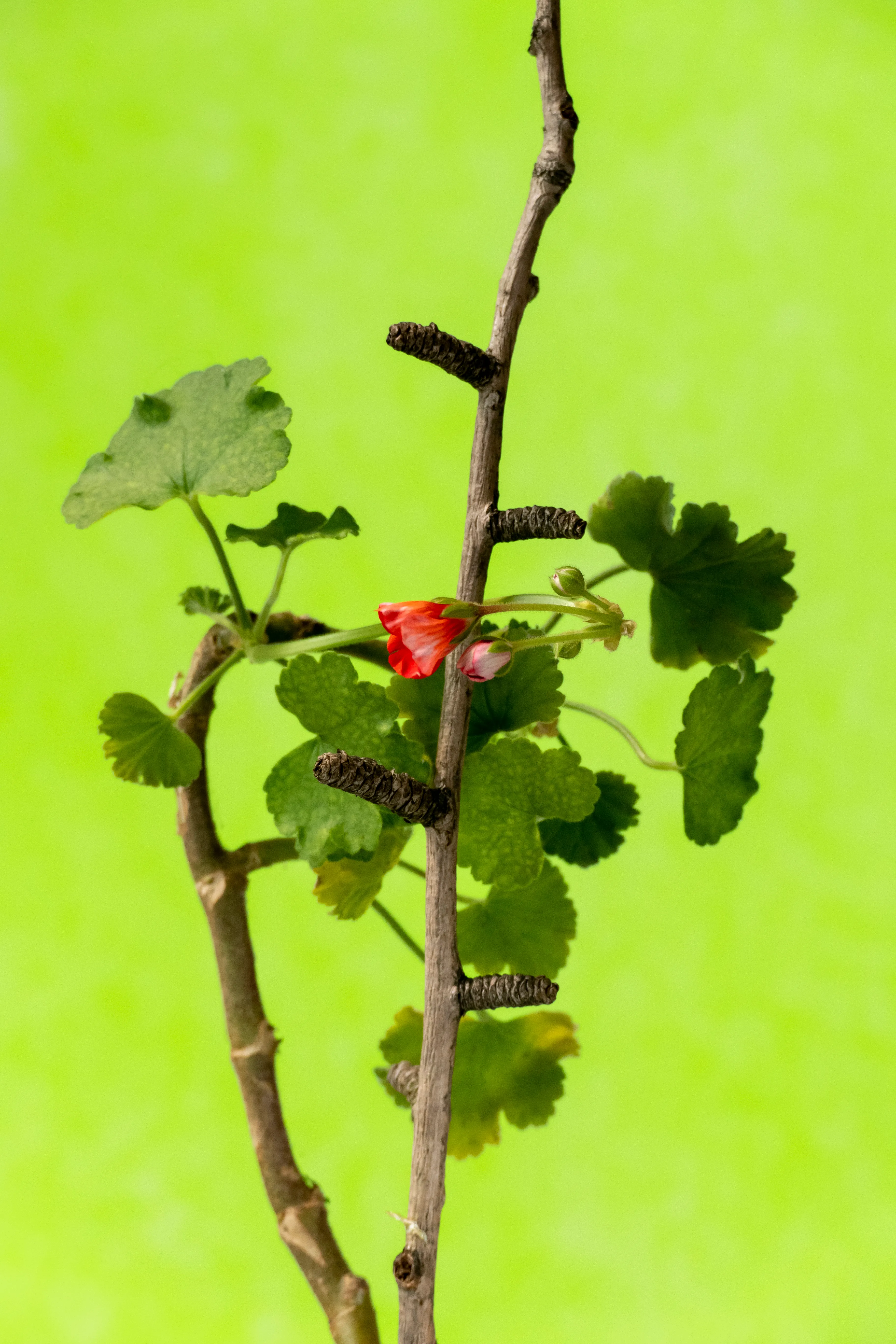 Geranium = protection