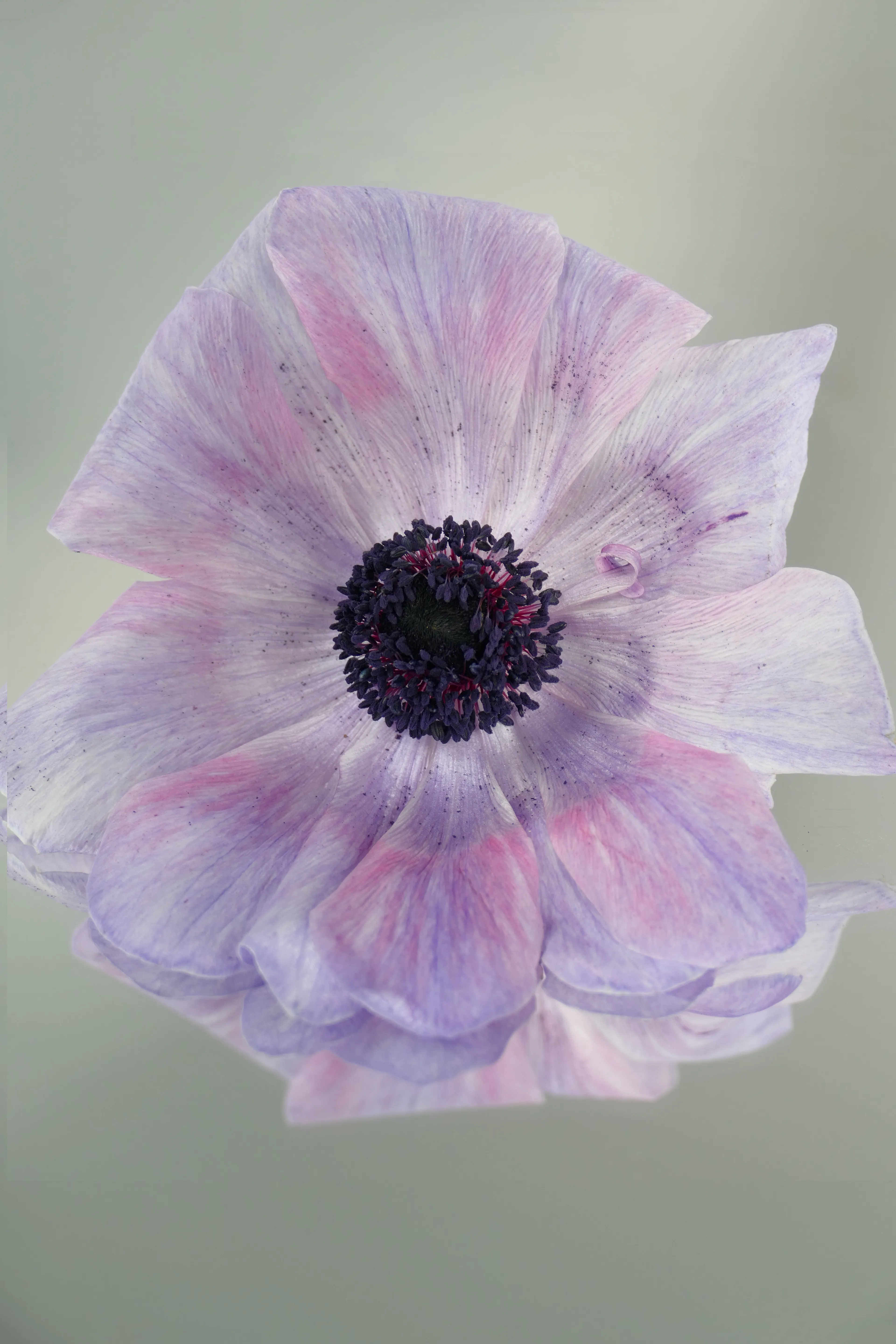Anemone = longing