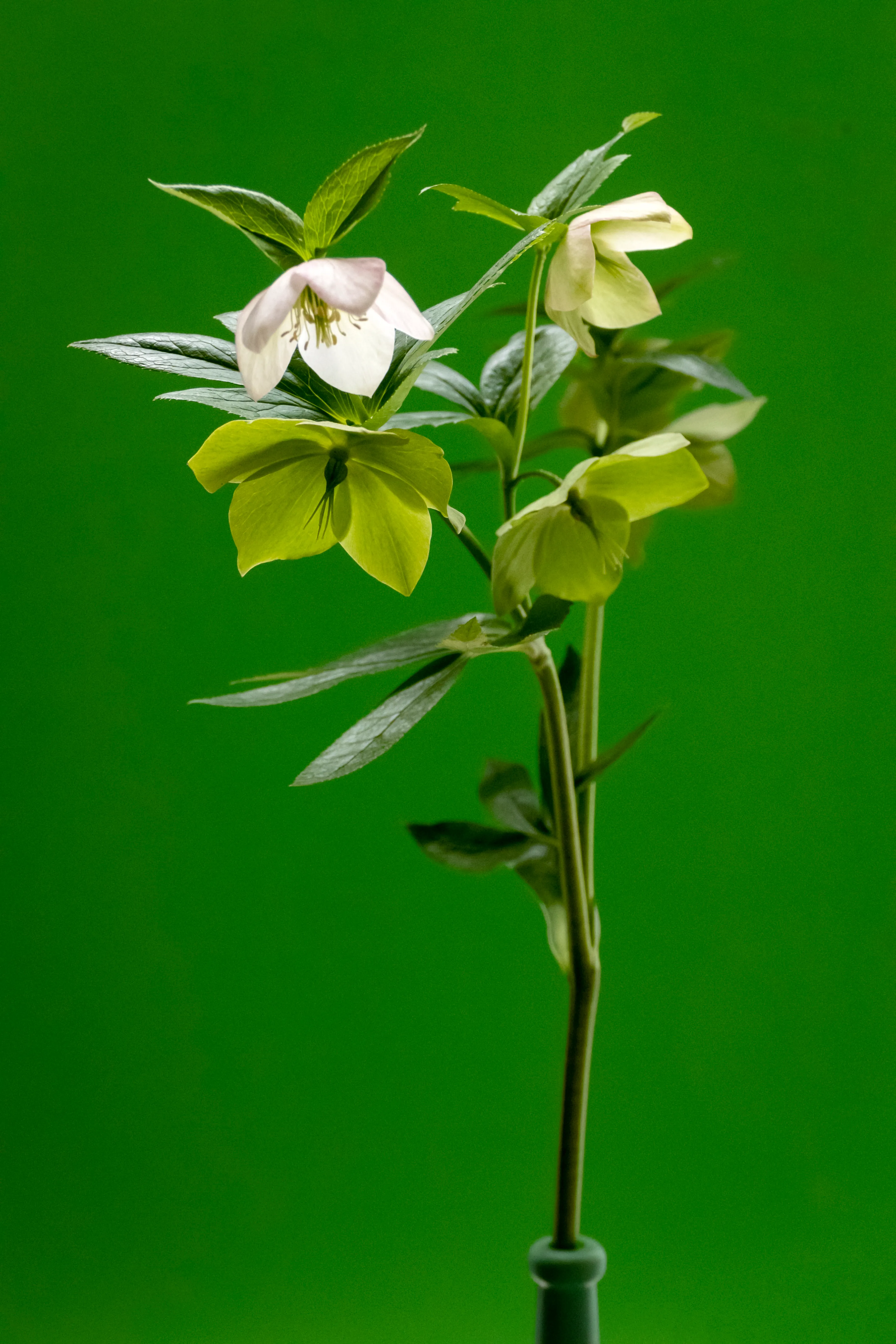 Hellebore = peace