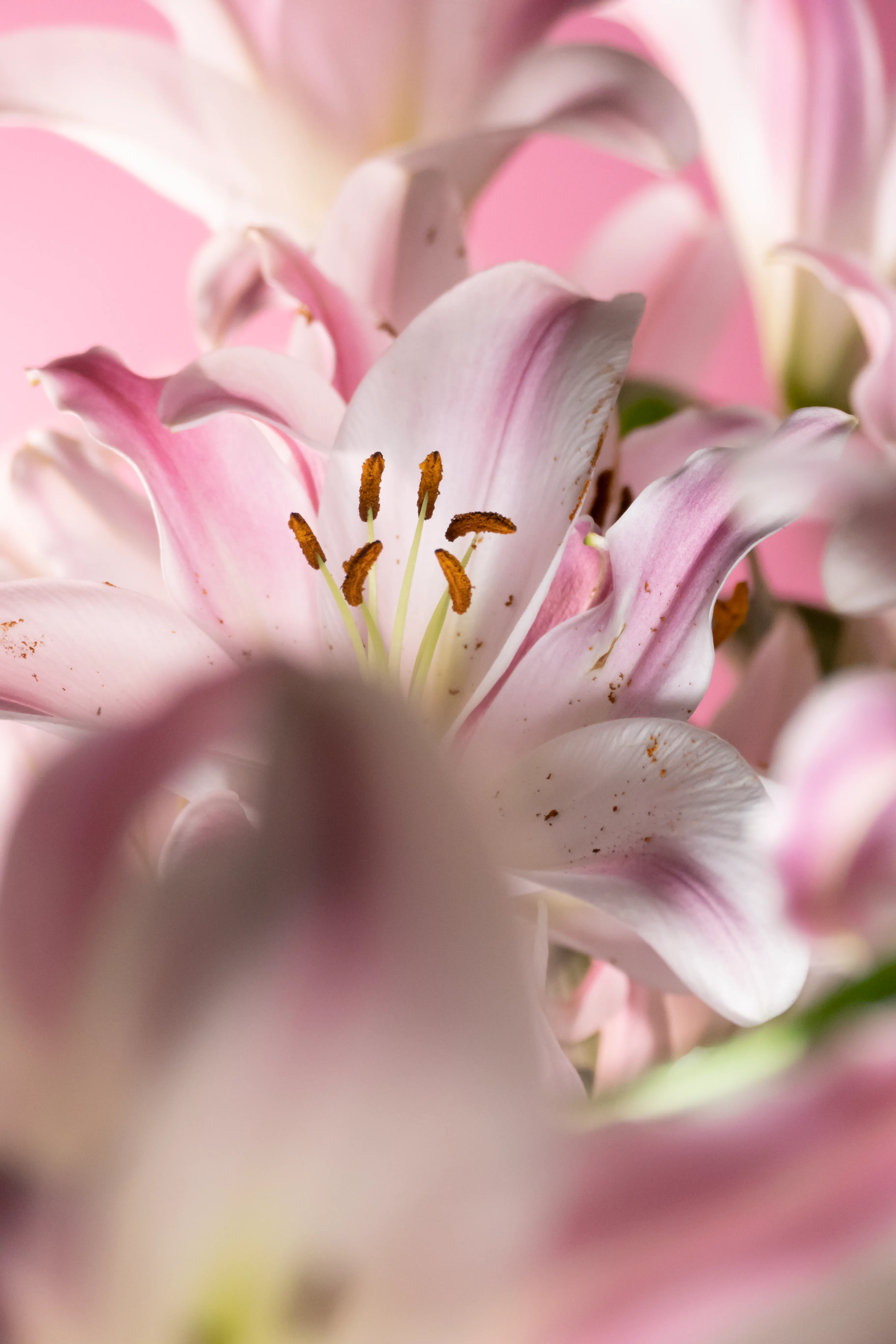 Pink Lilies = compassion
