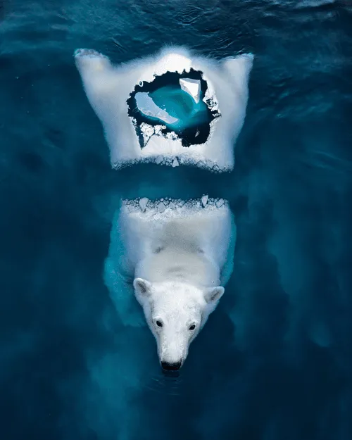 Inspired by the issue of climate change, I turned a polar bear's body into an iceberg that is melting away in its natural habitat.

Climate change is having a profound impact on polar bears, one of the most iconic and vulnerable species in the Arctic. As the Earth's climate warms, the sea ice that polar bears rely on for hunting, mating, and denning is melting at an alarming rate.

Polar bears depend on sea ice for their survival, as it allows them to access the seals that make up the majority of their diet. As the sea ice melts, polar bears are forced to spend more time on land, where food is scarce. This can lead to malnutrition and reduced reproductive success.

The winning bid will receive the original PSD file and metal print.