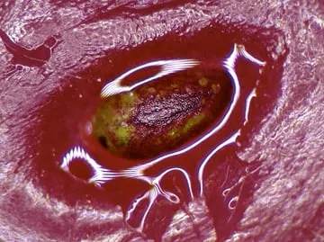 Performance and Auction: June 2nd, 2022 17:00 UTC+0 <br/>The live performance is open to the public. Collecting this Access Pass grants access to an editioned recorded video of the live streamed performance.<br/>The auction for the artwork created during the performance begins June 2nd, 2022 17:00 UTC+0. The auction winner will collect a unique work on paper, exhibition copy of recorded video of live streamed performance, and archival file of live streamed performance, sent within seven days after live performance.<br/>Golan Levin’s “The Interfered Microscopy Plot” reimagines everyday objects as pareidolic landscapes, producing pen-and-ink drawings in a cybernetic process that melds micro vision, computer vision, and human interference. In Levin’s performance, the live feed of a digital microscope spurs the machine hallucinations of a semiautonomous drawing algorithm, whose interpretations are both coaxed and culled by the artist. Amid Levin’s interventions, the system’s digital forms are returned to the macroscopic physical world through the raucous twittering of a relic plotting machine. Extending from his audiovisual performance “Scribble” (2000), “The Interfered Microscopy Plot” continues a thread of Levin’s software arts research that complicates gestural drawing through abstraction, computation, and real-time interaction.