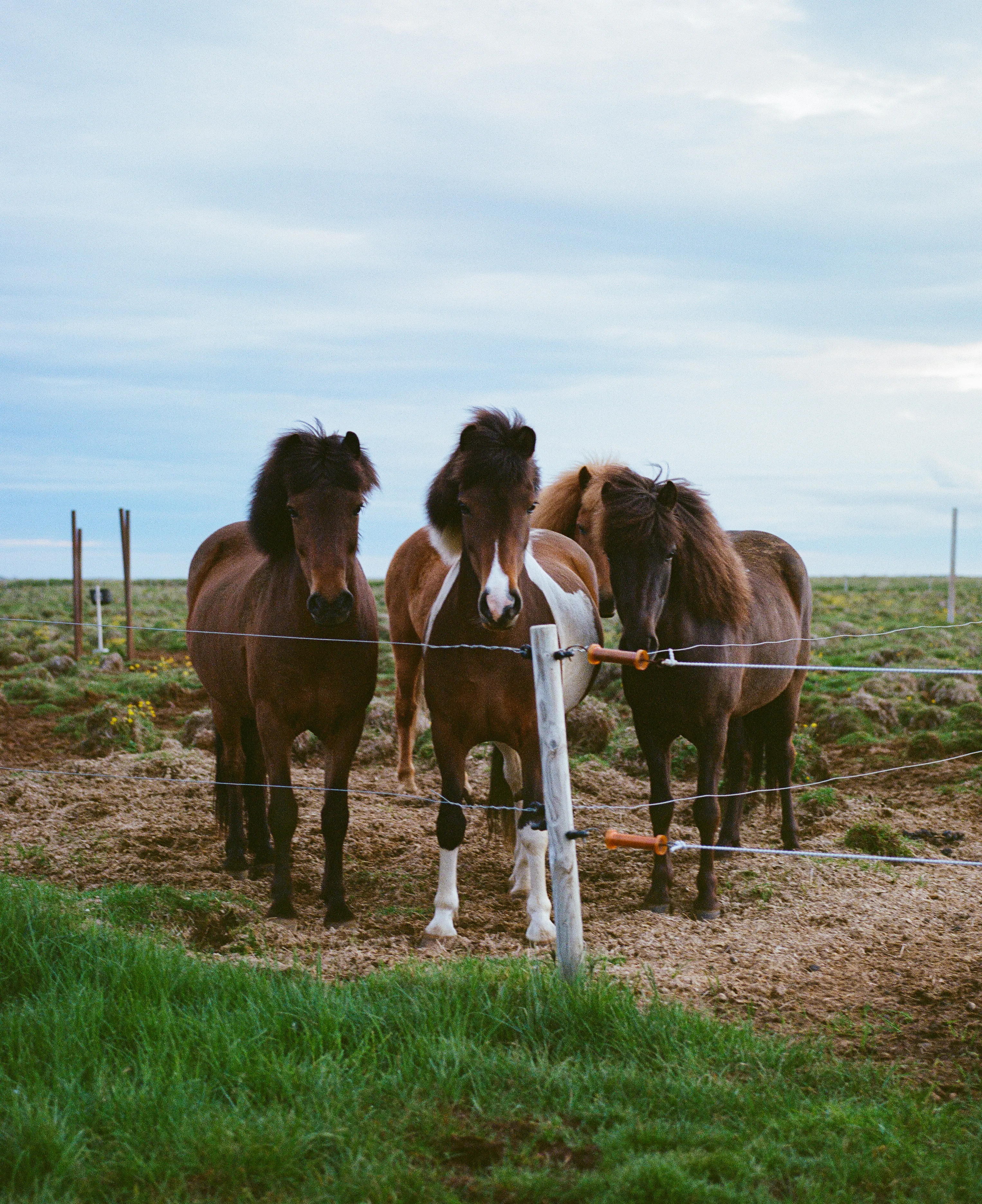 During our time in Southern Iceland, we stayed on some property that was surrounded by dozens of lovely, Icelandic horses. It was really special being able to spend so much time with them. 