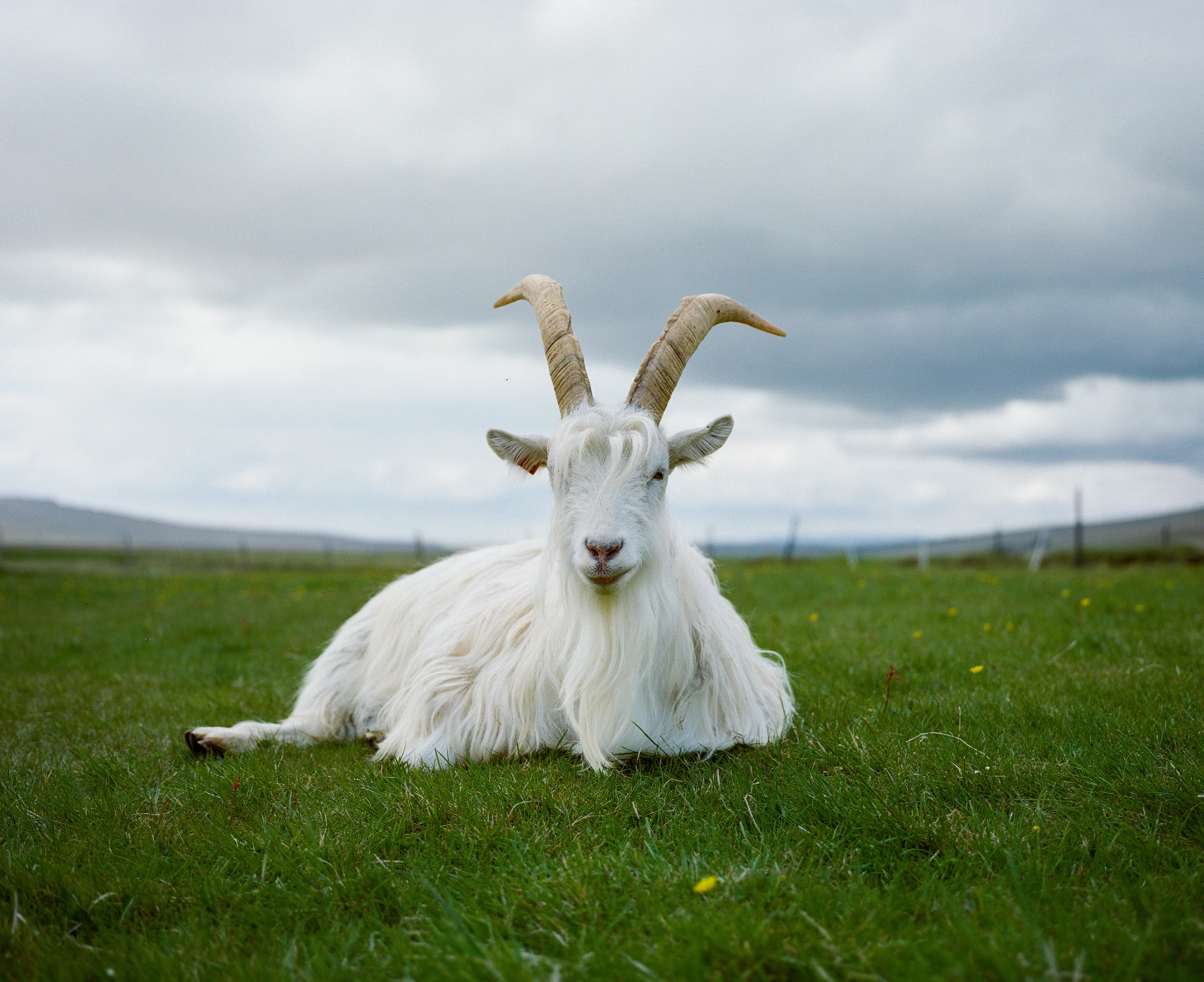 Spent an afternoon hanging out with Icelandic goats. 

Fun Fact: I had to lay down, on my stomach, in goat poop for this photograph.
