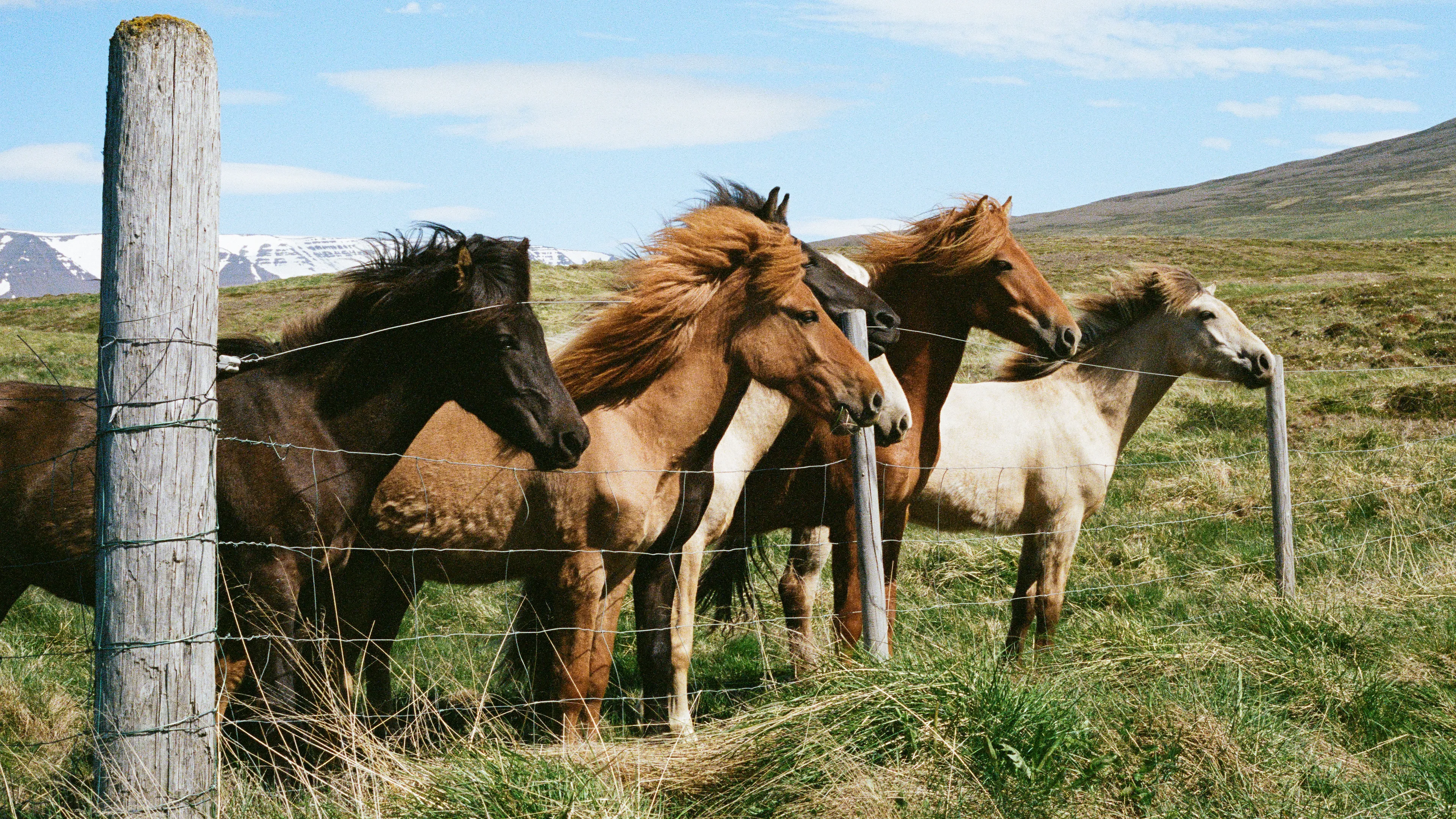 While making my way through the Westfjords, I pulled over to spend some time with some lovely Icelandic horses. These horses were very curious and walked right over to me, standing at their fence. With green fields of grass and snow-covered fjords as far as the eye could see, I couldn't pass up this lovely scene with the gorgeous horses.