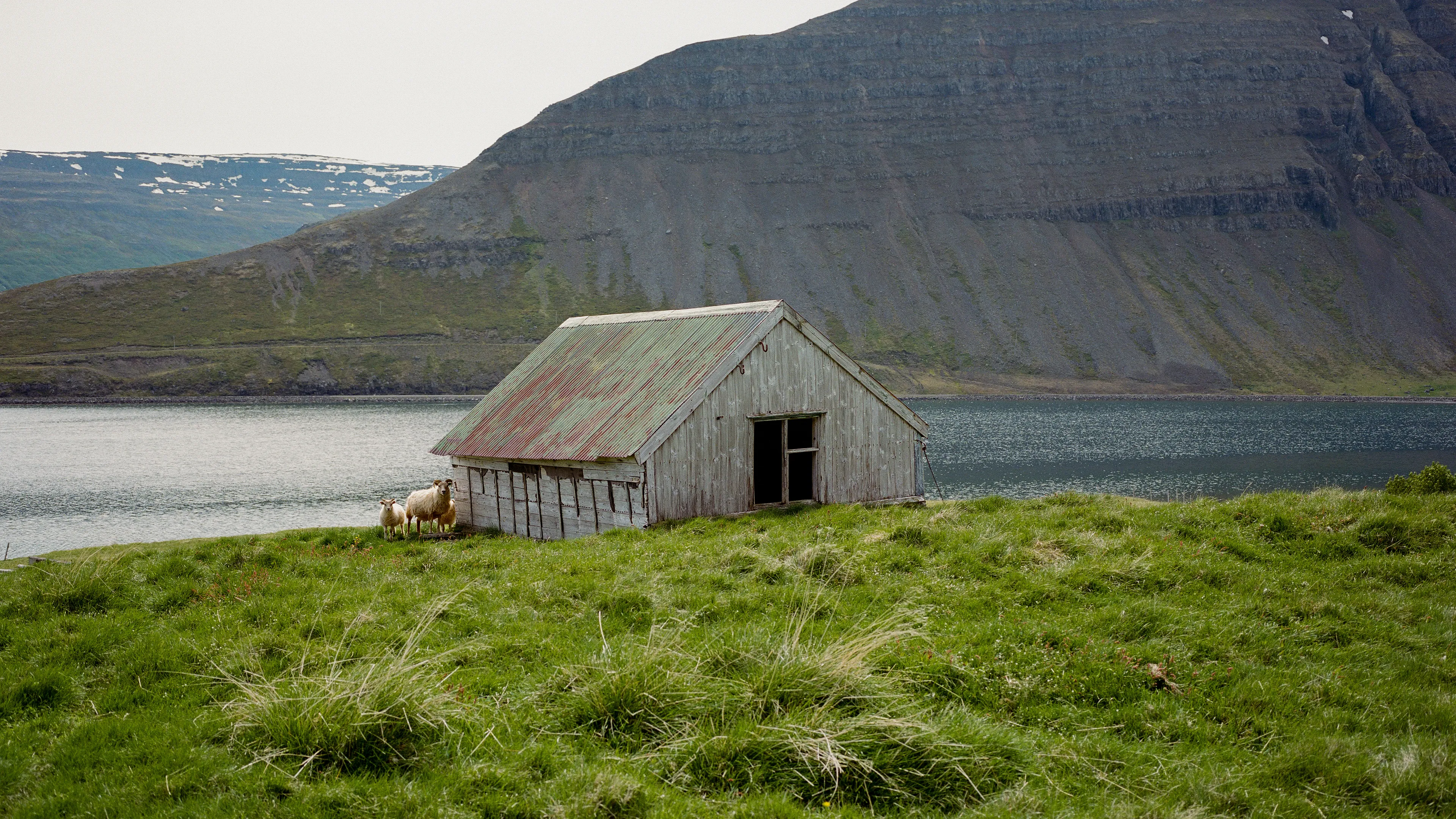 Wandering Icelandic sheep in the Westfjords 