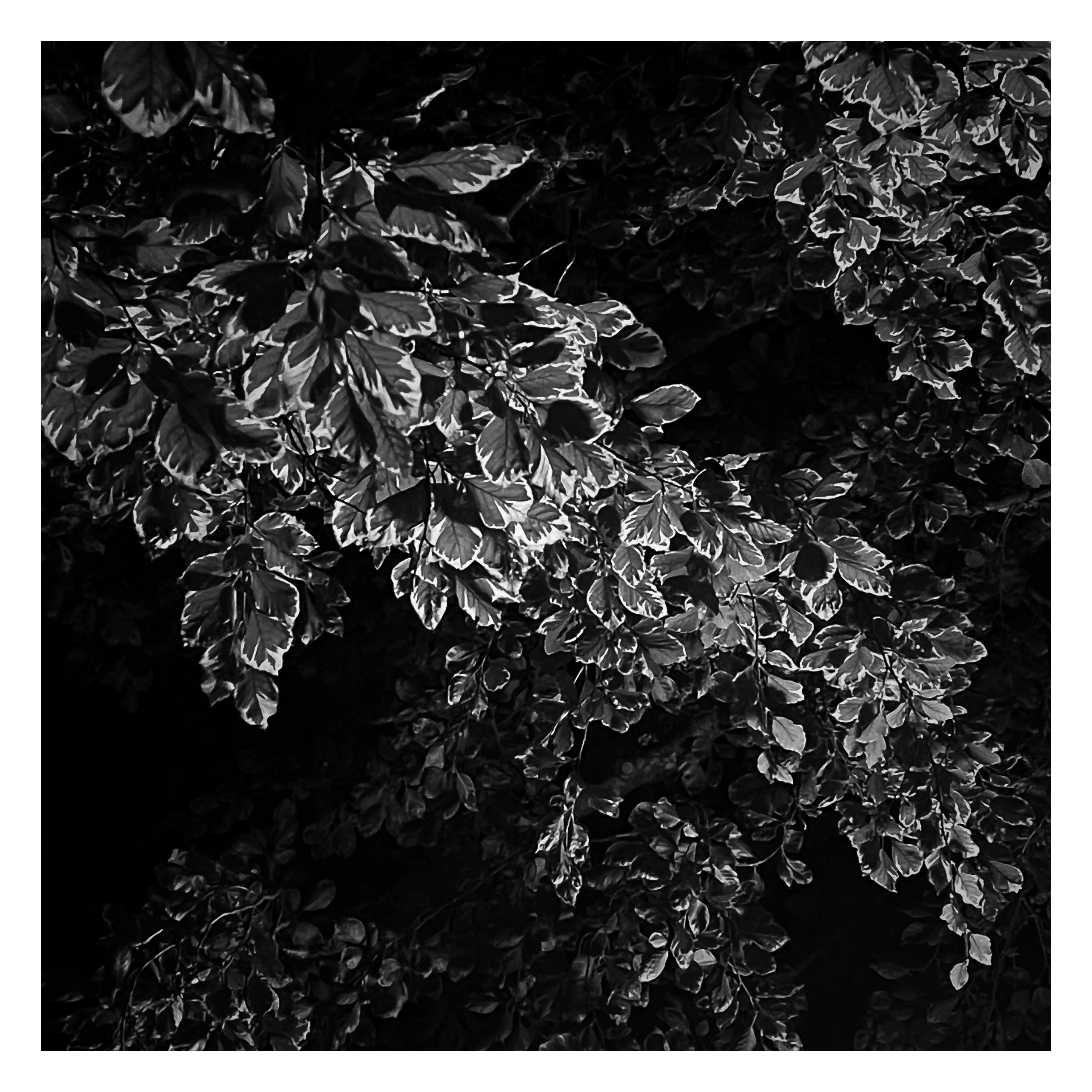 Stroll is a nightly diary of my late night walks through my neighborhood, explored through my iPhone.

We recently moved to a new place, which shone a light on how bad our old place actually was– an uninspiring location, hot, loud, and with inconsiderate neighbors. Moving to this new location has been a breath of fresh air not just for my mental health, but my creative spirit as well.

Every evening since we’ve been here I have gone on a late night stroll through the neighborhood and photographed the scenes that I see with my iPhone. The two block walk takes me through a forested path in a park, past a church, down the street, and back to our place. Putting in my ear buds and slowly meandering along the way has become one of my favorite things to do and has been a breath of fresh air for me, in more ways than the literal sense.

Most nights I walk solo. Some nights I walk with my son, bonding along the way as we both take photographs and talk about photography and life. This walk helps me to build familiarity and a sense of home that I haven’t felt for a long time. As I walk, I revisit the same trees, the same lampposts, and the same bushes, and I watch how they change from day to day. Once the cooler weather hits, I will see them transform drastically.

=== HUDSON ===  
Twice along my walks so far I have encountered a lost cat that I have named Hudson. He is one of the most loving cats that I’ve ever met and he follows me around the neighborhood, always demanding pets and love, and stretching out for them. He’s been a true light the nights that I see him and he feels like a friend. When he sees me, he runs over to me, rolls around on the ground for pets, and then walks with me, once all the way to our front door. I think that I have located his owners, and I’m in contact with them to help return him home to his lucky family.

As of this writing, I have seen Hudson twice and I now go out of my way when coming and going to see if I can bump into him again. All I know is that one day I will see Hudson for the last time.

But for now, I am so in love with him and the nights where I see him we spend significant amounts of time together and my night is made so much better with his company.

=== THE PHOTOS ===  
Be forewarned, these photos have only ever been jpegs and they are not technically perfect. That’s not what these photos are about. They are about how I am building intimate familiarity with a fresh breath of life.

 • I never photograph people and I never photograph residences. Only anonymous scenes during my two block walk and the courtyard of the nearby church.

• Some nights will have no photo due to travel or other circumstances. Some nights will have one photo. Some nights will have more than one. 

• Aside from the first drop, I mint these the night that I take them. The easiest way to keep up to date with this drop is to follow me on social media, where I will also be posting these nightly, or subscribe to my wallet on Deca and/or Manifold.  
     • https://twitter.com/tjthorne_photo  
     • https://www.instagram.com/tjthorne_photography  
     • https://www.threads.net/@tjthorne_photography  
     • https://deca.art/TJThorne  
     • 0x6C0040BdA93e4Cf433c0aa8498bD624397aECe30, 
     • tjthorne.eth

• On the days I see Hudson, those photos will have a property noting that. Only a few photos will have this property.

• Some photos have been taken by my son. These photos are noted in the properties and 100% of any sale will go to a wallet that I am setting up for him as the beginning of his savings for his future.

I have so much work that I need to do, but right now this is the one creative outlet that I have in the sea of products, pricing, marketing, and more that comes with building a business. And it’s pure. I enjoy it. It excites me. And I want to share that with you.

Maybe one day I will tire of the walk. Or one day we might move. For whatever reason, there is an unknown time of conclusion of this series.

But for now, it’s filling me up.