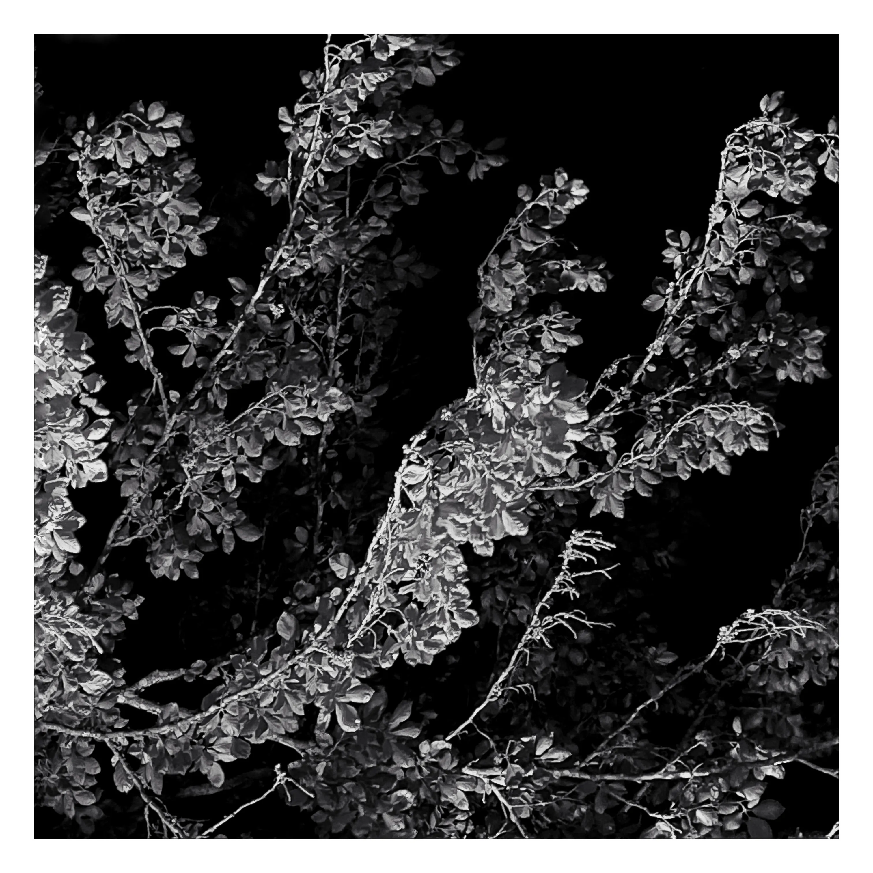 Stroll is a nightly diary of my late night walks through my neighborhood, explored through my iPhone.

We recently moved to a new place, which shone a light on how bad our old place actually was– an uninspiring location, hot, loud, and with inconsiderate neighbors. Moving to this new location has been a breath of fresh air not just for my mental health, but my creative spirit as well.

Every evening since we’ve been here I have gone on a late night stroll through the neighborhood and photographed the scenes that I see with my iPhone. The two block walk takes me through a forested path in a park, past a church, down the street, and back to our place. Putting in my ear buds and slowly meandering along the way has become one of my favorite things to do and has been a breath of fresh air for me, in more ways than the literal sense.

Most nights I walk solo. Some nights I walk with my son, bonding along the way as we both take photographs and talk about photography and life. This walk helps me to build familiarity and a sense of home that I haven’t felt for a long time. As I walk, I revisit the same trees, the same lampposts, and the same bushes, and I watch how they change from day to day. Once the cooler weather hits, I will see them transform drastically.

=== HUDSON ===  
Twice along my walks so far I have encountered a lost cat that I have named Hudson. He is one of the most loving cats that I’ve ever met and he follows me around the neighborhood, always demanding pets and love, and stretching out for them. He’s been a true light the nights that I see him and he feels like a friend. When he sees me, he runs over to me, rolls around on the ground for pets, and then walks with me, once all the way to our front door. I think that I have located his owners, and I’m in contact with them to help return him home to his lucky family.

As of this writing, I have seen Hudson twice and I now go out of my way when coming and going to see if I can bump into him again. All I know is that one day I will see Hudson for the last time.

But for now, I am so in love with him and the nights where I see him we spend significant amounts of time together and my night is made so much better with his company.

=== THE PHOTOS ===  
Be forewarned, these photos have only ever been jpegs and they are not technically perfect. That’s not what these photos are about. They are about how I am building intimate familiarity with a fresh breath of life.

 • I never photograph people and I never photograph residences. Only anonymous scenes during my two block walk and the courtyard of the nearby church.

• Some nights will have no photo due to travel or other circumstances. Some nights will have one photo. Some nights will have more than one. 

• Aside from the first drop, I mint these the night that I take them. The easiest way to keep up to date with this drop is to follow me on social media, where I will also be posting these nightly, or subscribe to my wallet on Deca and/or Manifold.  
     • https://twitter.com/tjthorne_photo  
     • https://www.instagram.com/tjthorne_photography  
     • https://www.threads.net/@tjthorne_photography  
     • https://deca.art/TJThorne  
     • 0x6C0040BdA93e4Cf433c0aa8498bD624397aECe30, 
     • tjthorne.eth

• On the days I see Hudson, those photos will have a property noting that. Only a few photos will have this property.

• Some photos have been taken by my son. These photos are noted in the properties and 100% of any sale will go to a wallet that I am setting up for him as the beginning of his savings for his future.

I have so much work that I need to do, but right now this is the one creative outlet that I have in the sea of products, pricing, marketing, and more that comes with building a business. And it’s pure. I enjoy it. It excites me. And I want to share that with you.

Maybe one day I will tire of the walk. Or one day we might move. For whatever reason, there is an unknown time of conclusion of this series.

But for now, it’s filling me up.