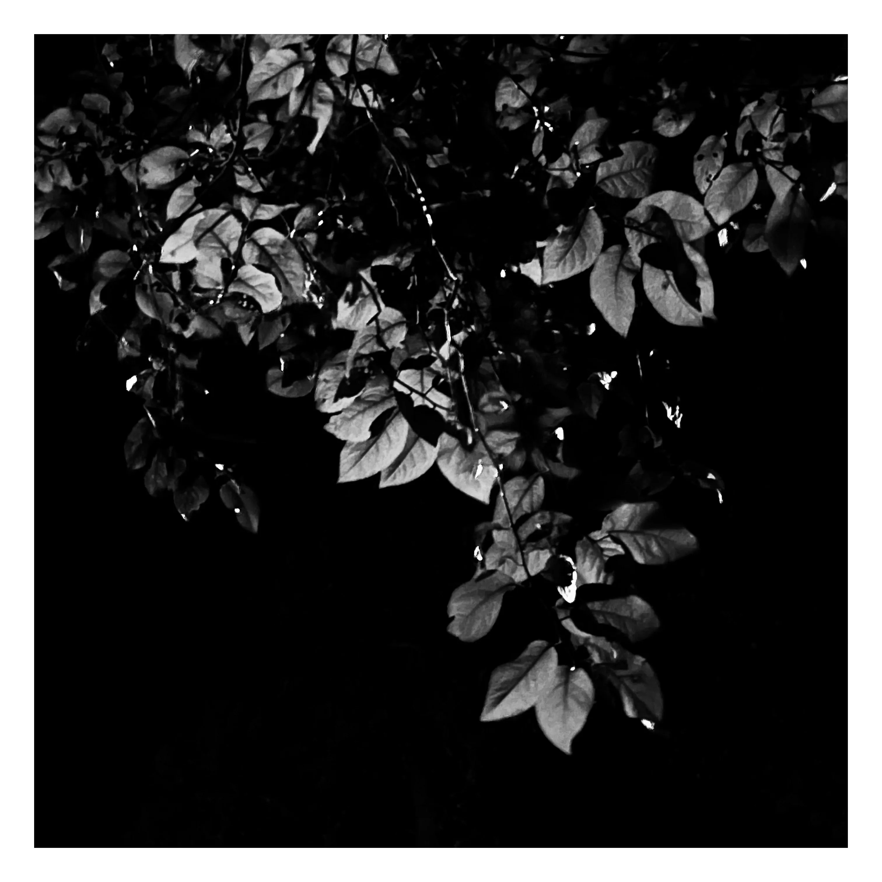 Stroll is a nightly diary of my late night walks through my neighborhood, explored through my iPhone.

We recently moved to a new place, which shone a light on how bad our old place actually was– an uninspiring location, hot, loud, and with inconsiderate neighbors. Moving to this new location has been a breath of fresh air not just for my mental health, but my creative spirit as well.

Every evening since we’ve been here I have gone on a late night stroll through the neighborhood and photographed the scenes that I see with my iPhone. The two block walk takes me through a forested path in a park, past a church, down the street, and back to our place. Putting in my ear buds and slowly meandering along the way has become one of my favorite things to do and has been a breath of fresh air for me, in more ways than the literal sense.

Most nights I walk solo. Some nights I walk with my son, bonding along the way as we both take photographs and talk about photography and life. This walk helps me to build familiarity and a sense of home that I haven’t felt for a long time. As I walk, I revisit the same trees, the same lampposts, and the same bushes, and I watch how they change from day to day. Once the cooler weather hits, I will see them transform drastically.

=== HUDSON ===  
Twice along my walks so far I have encountered a lost cat that I have named Hudson. He is one of the most loving cats that I’ve ever met and he follows me around the neighborhood, always demanding pets and love, and stretching out for them. He’s been a true light the nights that I see him and he feels like a friend. When he sees me, he runs over to me, rolls around on the ground for pets, and then walks with me, once all the way to our front door. I think that I have located his owners, and I’m in contact with them to help return him home to his lucky family.

As of this writing, I have seen Hudson twice and I now go out of my way when coming and going to see if I can bump into him again. All I know is that one day I will see Hudson for the last time.

But for now, I am so in love with him and the nights where I see him we spend significant amounts of time together and my night is made so much better with his company.

=== THE PHOTOS ===  
Be forewarned, these photos have only ever been jpegs and they are not technically perfect. That’s not what these photos are about. They are about how I am building intimate familiarity with a fresh breath of life.

 • I never photograph people and I never photograph residences. Only anonymous scenes during my two block walk and the courtyard of the nearby church.

• Some nights will have no photo due to travel or other circumstances. Some nights will have one photo. Some nights will have more than one. 

• Aside from the first drop, I mint these the night that I take them. The easiest way to keep up to date with this drop is to follow me on social media, where I will also be posting these nightly, or subscribe to my wallet on Deca and/or Manifold.  
     • https://twitter.com/tjthorne_photo  
     • https://www.instagram.com/tjthorne_photography  
     • https://www.threads.net/@tjthorne_photography  
     • https://deca.art/TJThorne  
     • 0x6C0040BdA93e4Cf433c0aa8498bD624397aECe30, 
     • tjthorne.eth

• On the days I see Hudson, those photos will have a property noting that. Only a few photos will have this property.

• Some photos have been taken by my son. These photos are noted in the properties and 100% of any sale will go to a wallet that I am setting up for him as the beginning of his savings for his future.

I have so much work that I need to do, but right now this is the one creative outlet that I have in the sea of products, pricing, marketing, and more that comes with building a business. And it’s pure. I enjoy it. It excites me. And I want to share that with you.

Maybe one day I will tire of the walk. Or one day we might move. For whatever reason, there is an unknown time of conclusion of this series.

But for now, it’s filling me up.