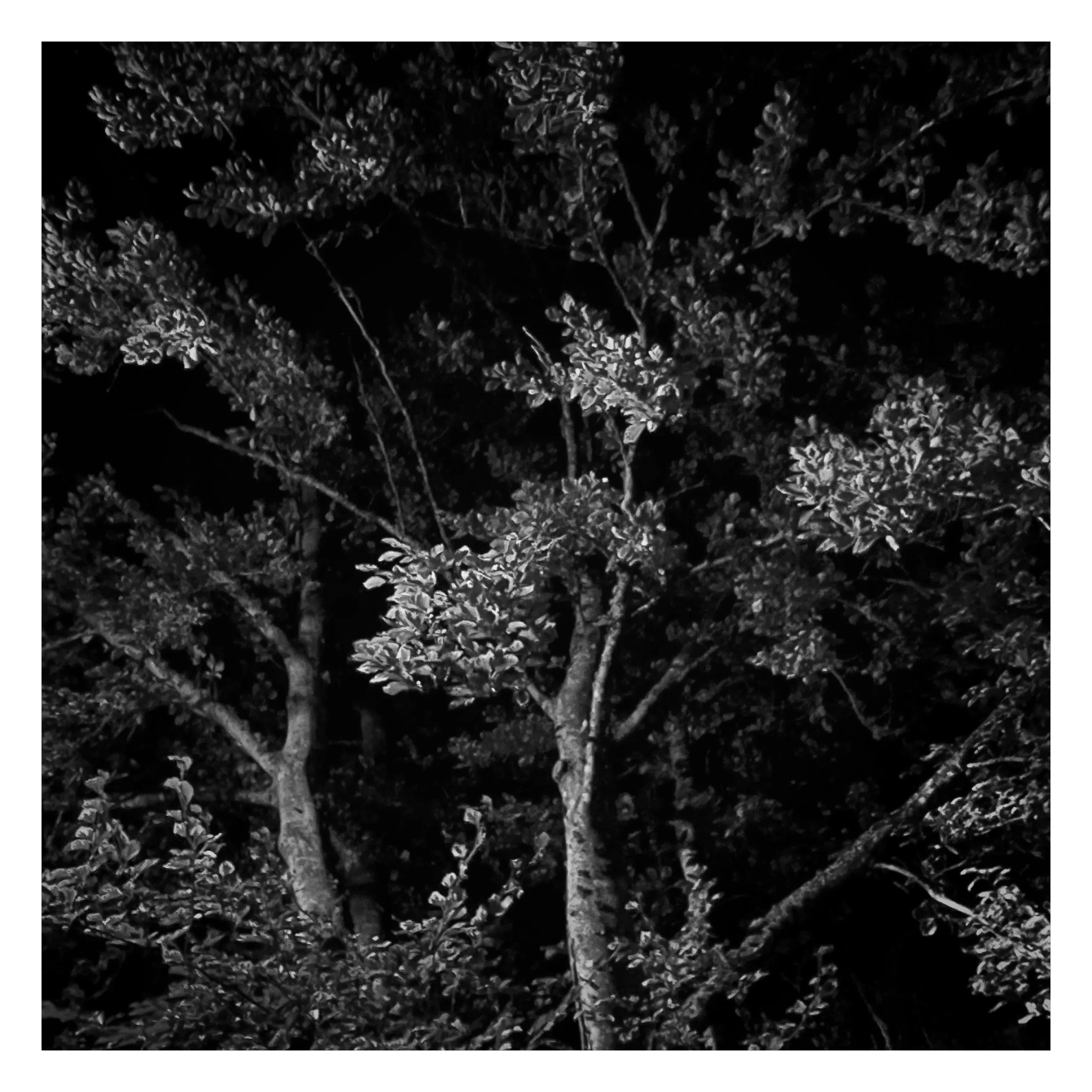 Stroll is a nightly diary of my late night walks through my neighborhood, explored through my iPhone.

We recently moved to a new place, which shone a light on how bad our old place actually was– an uninspiring location, hot, loud, and with inconsiderate neighbors. Moving to this new location has been a breath of fresh air not just for my mental health, but my creative spirit as well.

Every evening since we’ve been here I have gone on a late night stroll through the neighborhood and photographed the scenes that I see with my iPhone. The two block walk takes me through a forested path in a park, past a church, down the street, and back to our place. Putting in my ear buds and slowly meandering along the way has become one of my favorite things to do and has been a breath of fresh air for me, in more ways than the literal sense.

Most nights I walk solo. Some nights I walk with my son, bonding along the way as we both take photographs and talk about photography and life. This walk helps me to build familiarity and a sense of home that I haven’t felt for a long time. As I walk, I revisit the same trees, the same lampposts, and the same bushes, and I watch how they change from day to day. Once the cooler weather hits, I will see them transform drastically.

=== HUDSON ===  
Twice along my walks so far I have encountered a lost cat that I have named Hudson. He is one of the most loving cats that I’ve ever met and he follows me around the neighborhood, always demanding pets and love, and stretching out for them. He’s been a true light the nights that I see him and he feels like a friend. When he sees me, he runs over to me, rolls around on the ground for pets, and then walks with me, once all the way to our front door. I think that I have located his owners, and I’m in contact with them to help return him home to his lucky family.

As of this writing, I have seen Hudson twice and I now go out of my way when coming and going to see if I can bump into him again. All I know is that one day I will see Hudson for the last time.

But for now, I am so in love with him and the nights where I see him we spend significant amounts of time together and my night is made so much better with his company.

=== THE PHOTOS ===  
Be forewarned, these photos have only ever been jpegs and they are not technically perfect. That’s not what these photos are about. They are about how I am building intimate familiarity with a fresh breath of life.

 • I never photograph people and I never photograph residences. Only anonymous scenes during my two block walk and the courtyard of the nearby church.

• Some nights will have no photo due to travel or other circumstances. Some nights will have one photo. Some nights will have more than one. 

• Aside from the first drop, I mint these the night that I take them. The easiest way to keep up to date with this drop is to follow me on social media, where I will also be posting these nightly, or subscribe to my wallet on Deca and/or Manifold.  
     • https://twitter.com/tjthorne_photo  
     • https://www.instagram.com/tjthorne_photography  
     • https://www.threads.net/@tjthorne_photography  
     • https://deca.art/TJThorne  
     • 0x6C0040BdA93e4Cf433c0aa8498bD624397aECe30, 
     • tjthorne.eth

• On the days I see Hudson, those photos will have a property noting that. Only a few photos will have this property.

• Some photos have been taken by my son. These photos are noted in the properties and 100% of any sale will go to a wallet that I am setting up for him as the beginning of his savings for his future.

I have so much work that I need to do, but right now this is the one creative outlet that I have in the sea of products, pricing, marketing, and more that comes with building a business. And it’s pure. I enjoy it. It excites me. And I want to share that with you.

Maybe one day I will tire of the walk. Or one day we might move. For whatever reason, there is an unknown time of conclusion of this series.

But for now, it’s filling me up.