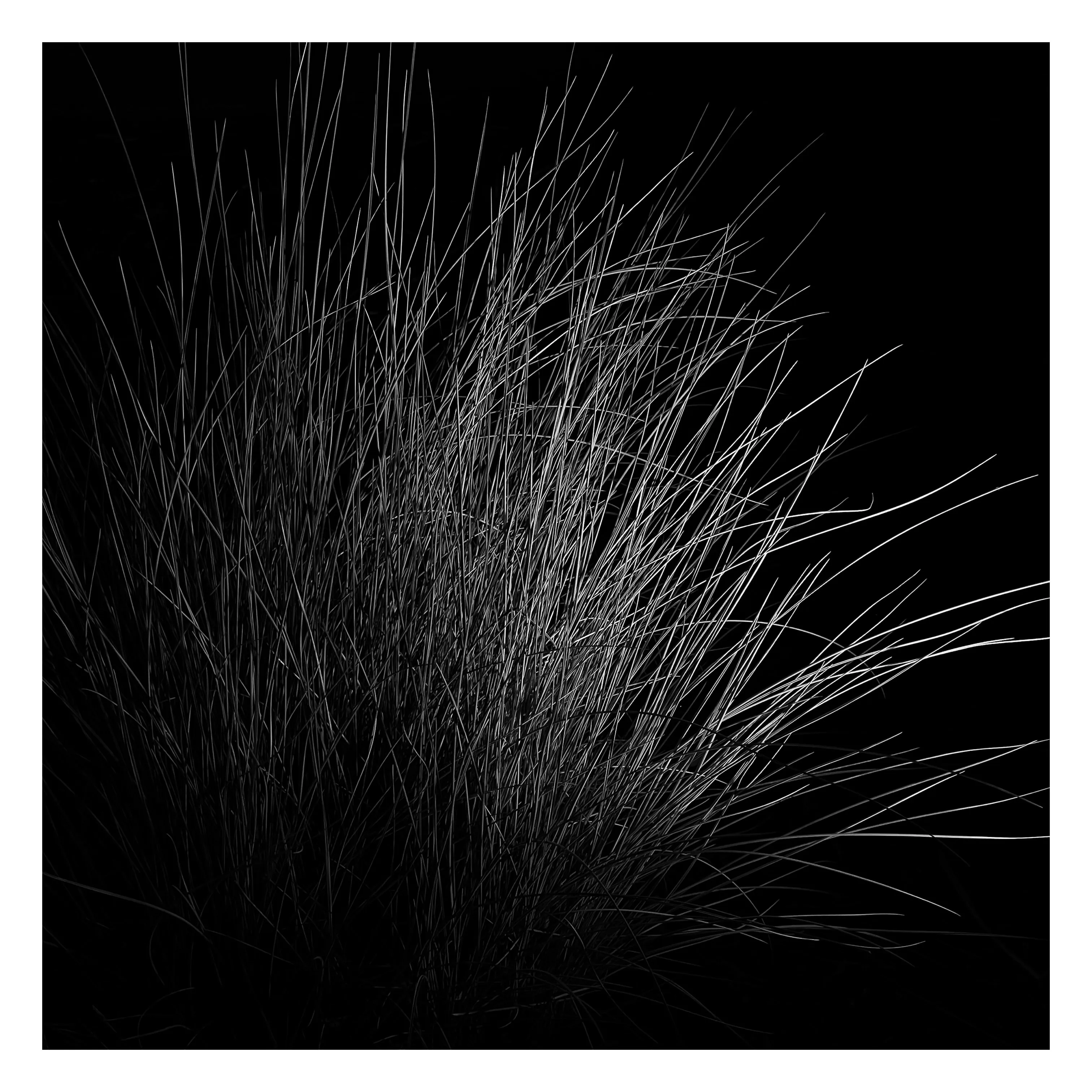 Stroll is a nightly diary of my late night walks through my neighborhood, explored through my iPhone.

We recently moved to a new place, which shone a light on how bad our old place actually was– an uninspiring location, hot, loud, and with inconsiderate neighbors. Moving to this new location has been a breath of fresh air not just for my mental health, but my creative spirit as well.

Every evening since we’ve been here I have gone on a late night stroll through the neighborhood and photographed the scenes that I see with my iPhone. The two block walk takes me through a forested path in a park, past a church, down the street, and back to our place. Putting in my ear buds and slowly meandering along the way has become one of my favorite things to do and has been a breath of fresh air for me, in more ways than the literal sense.

Most nights I walk solo. Some nights I walk with my son, bonding along the way as we both take photographs and talk about photography and life. This walk helps me to build familiarity and a sense of home that I haven’t felt for a long time. As I walk, I revisit the same trees, the same lampposts, and the same bushes, and I watch how they change from day to day. Once the cooler weather hits, I will see them transform drastically.

=== HUDSON ===  
Twice along my walks so far I have encountered a lost cat that I have named Hudson. He is one of the most loving cats that I’ve ever met and he follows me around the neighborhood, always demanding pets and love, and stretching out for them. He’s been a true light the nights that I see him and he feels like a friend. When he sees me, he runs over to me, rolls around on the ground for pets, and then walks with me, once all the way to our front door. I think that I have located his owners, and I’m in contact with them to help return him home to his lucky family.

As of this writing, I have seen Hudson twice and I now go out of my way when coming and going to see if I can bump into him again. All I know is that one day I will see Hudson for the last time.

But for now, I am so in love with him and the nights where I see him we spend significant amounts of time together and my night is made so much better with his company.

=== THE PHOTOS ===  
Be forewarned, these photos have only ever been jpegs and they are not technically perfect. That’s not what these photos are about. They are about how I am building intimate familiarity with a fresh breath of life.

 • I never photograph people and I never photograph residences. Only anonymous scenes during my two block walk and the courtyard of the nearby church.

• Some nights will have no photo due to travel or other circumstances. Some nights will have one photo. Some nights will have more than one. 

• Aside from the first drop, I mint these the night that I take them. The easiest way to keep up to date with this drop is to follow me on social media, where I will also be posting these nightly, or subscribe to my wallet on Deca and/or Manifold.  
     • https://twitter.com/tjthorne_photo  
     • https://www.instagram.com/tjthorne_photography  
     • https://www.threads.net/@tjthorne_photography  
     • https://deca.art/TJThorne  
     • 0x6C0040BdA93e4Cf433c0aa8498bD624397aECe30, 
     • tjthorne.eth

• On the days I see Hudson, those photos will have a property noting that. Only a few photos will have this property.

• Some photos have been taken by my son. These photos are noted in the properties and 100% of any sale will go to a wallet that I am setting up for him as the beginning of his savings for his future.

I have so much work that I need to do, but right now this is the one creative outlet that I have in the sea of products, pricing, marketing, and more that comes with building a business. And it’s pure. I enjoy it. It excites me. And I want to share that with you.

Maybe one day I will tire of the walk. Or one day we might move. For whatever reason, there is an unknown time of conclusion of this series.

But for now, it’s filling me up.