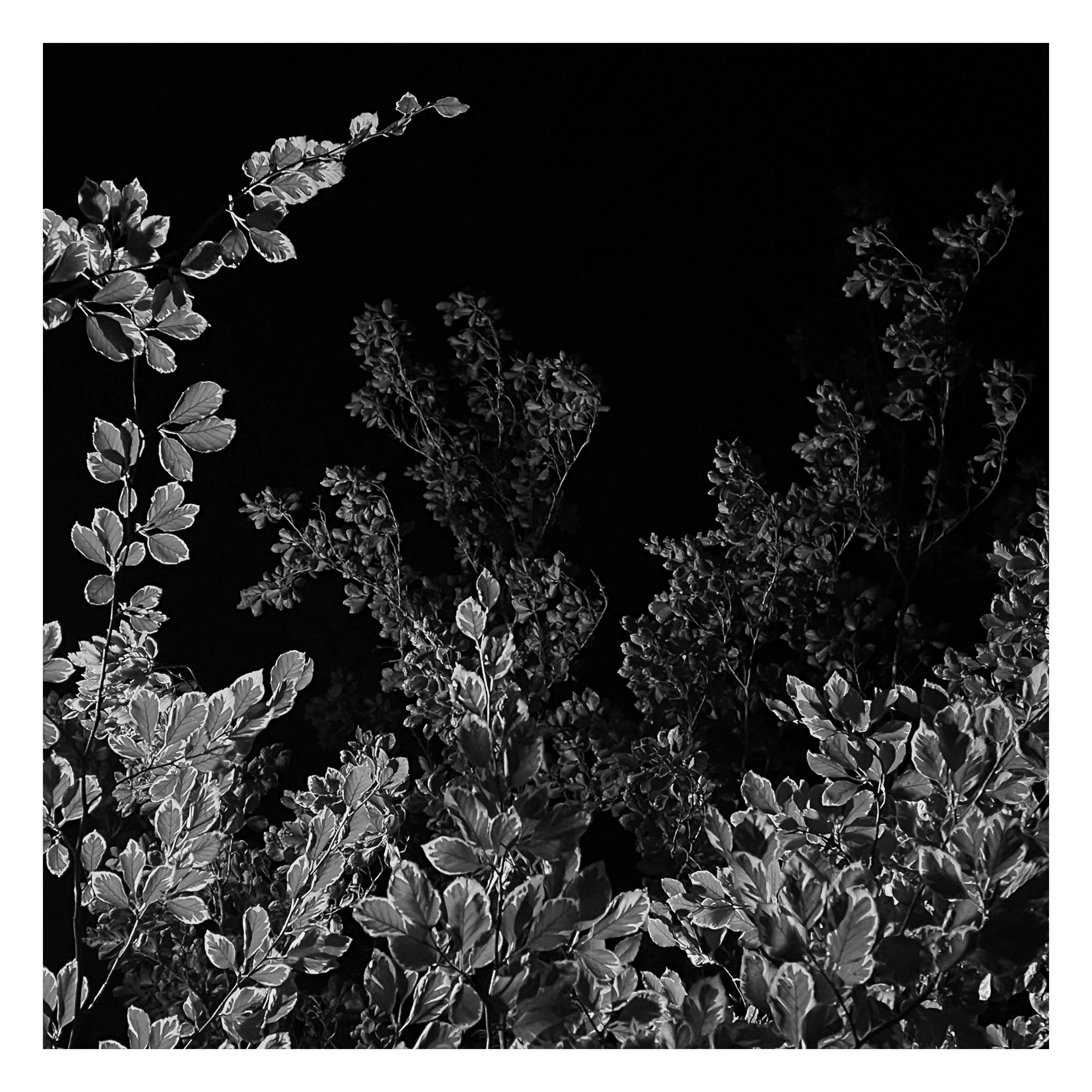 "Are you looking for an owl?"

Stroll is a nightly diary of my late night walks through my neighborhood, explored through my iPhone.

We recently moved to a new place, which shone a light on how bad our old place actually was– an uninspiring location, hot, loud, and with inconsiderate neighbors. Moving to this new location has been a breath of fresh air not just for my mental health, but my creative spirit as well.

Every evening since we’ve been here I have gone on a late night stroll through the neighborhood and photographed the scenes that I see with my iPhone. The two block walk takes me through a forested path in a park, past a church, down the street, and back to our place. Putting in my ear buds and slowly meandering along the way has become one of my favorite things to do and has been a breath of fresh air for me, in more ways than the literal sense.

Most nights I walk solo. Some nights I walk with my son, bonding along the way as we both take photographs and talk about photography and life. This walk helps me to build familiarity and a sense of home that I haven’t felt for a long time. As I walk, I revisit the same trees, the same lampposts, and the same bushes, and I watch how they change from day to day. Once the cooler weather hits, I will see them transform drastically.

=== HUDSON ===  
Twice along my walks so far I have encountered a lost cat that I have named Hudson. He is one of the most loving cats that I’ve ever met and he follows me around the neighborhood, always demanding pets and love, and stretching out for them. He’s been a true light the nights that I see him and he feels like a friend. When he sees me, he runs over to me, rolls around on the ground for pets, and then walks with me, once all the way to our front door. I think that I have located his owners, and I’m in contact with them to help return him home to his lucky family.

As of this writing, I have seen Hudson twice and I now go out of my way when coming and going to see if I can bump into him again. All I know is that one day I will see Hudson for the last time.

But for now, I am so in love with him and the nights where I see him we spend significant amounts of time together and my night is made so much better with his company.

=== THE PHOTOS ===  
Be forewarned, these photos have only ever been jpegs and they are not technically perfect. That’s not what these photos are about. They are about how I am building intimate familiarity with a fresh breath of life.

 • I never photograph people and I never photograph residences. Only anonymous scenes during my two block walk and the courtyard of the nearby church.

• Some nights will have no photo due to travel or other circumstances. Some nights will have one photo. Some nights will have more than one. 

• Aside from the first drop, I mint these the night that I take them. The easiest way to keep up to date with this drop is to follow me on social media, where I will also be posting these nightly, or subscribe to my wallet on Deca and/or Manifold.  
     • https://twitter.com/tjthorne_photo  
     • https://www.instagram.com/tjthorne_photography  
     • https://www.threads.net/@tjthorne_photography  
     • https://deca.art/TJThorne  
     • 0x6C0040BdA93e4Cf433c0aa8498bD624397aECe30, 
     • tjthorne.eth

• On the days I see Hudson, those photos will have a property noting that. Only a few photos will have this property.

• Some photos have been taken by my son. These photos are noted in the properties and 100% of any sale will go to a wallet that I am setting up for him as the beginning of his savings for his future.

I have so much work that I need to do, but right now this is the one creative outlet that I have in the sea of products, pricing, marketing, and more that comes with building a business. And it’s pure. I enjoy it. It excites me. And I want to share that with you.

Maybe one day I will tire of the walk. Or one day we might move. For whatever reason, there is an unknown time of conclusion of this series.

But for now, it’s filling me up.