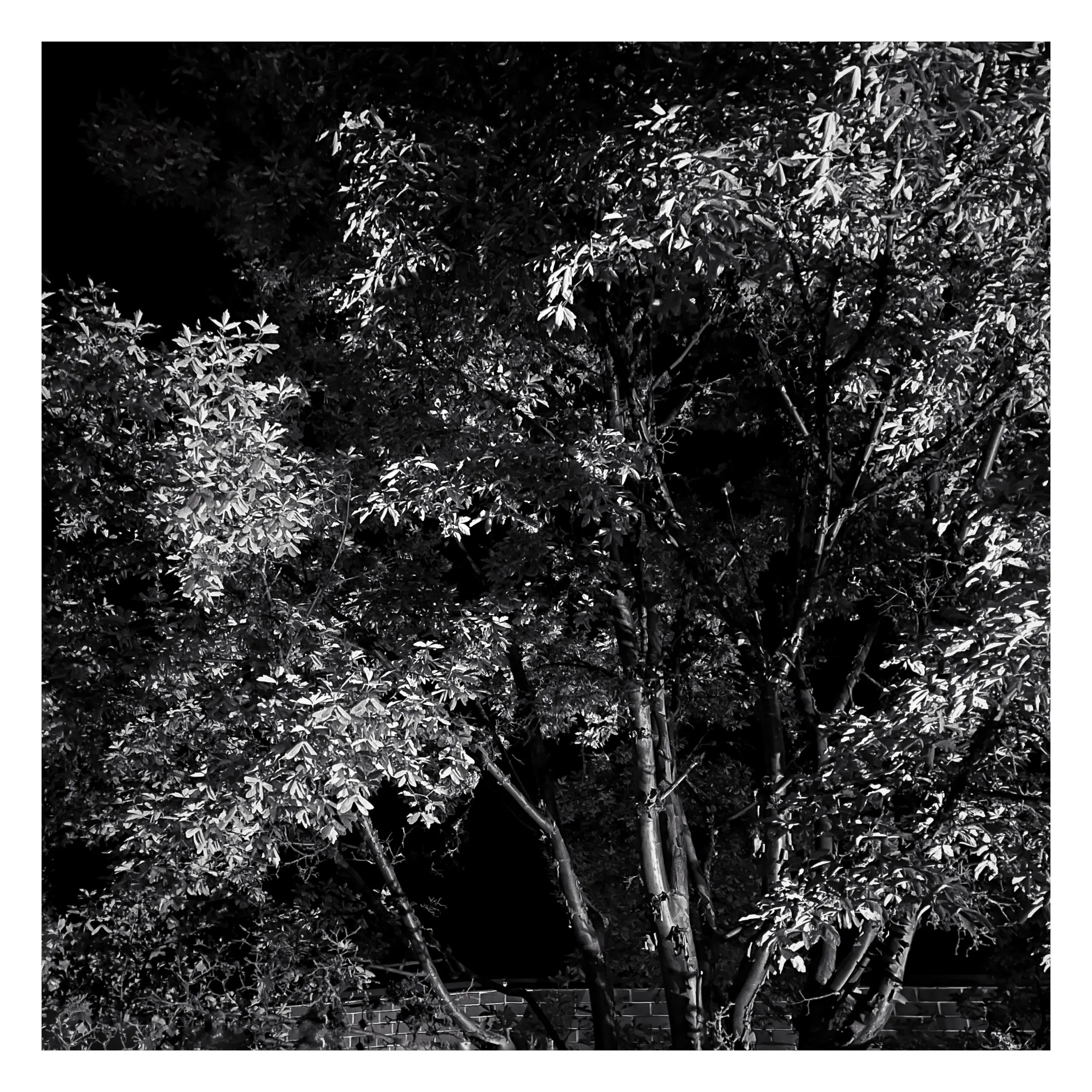 Stroll is a nightly diary of my late night walks through my neighborhood, explored through my iPhone.

We recently moved to a new place, which shone a light on how bad our old place actually was– an uninspiring location, hot, loud, and with inconsiderate neighbors. Moving to this new location has been a breath of fresh air not just for my mental health, but my creative spirit as well.

Every evening since we’ve been here I have gone on a late night stroll through the neighborhood and photographed the scenes that I see with my iPhone. The two block walk takes me through a forested path in a park, past a church, down the street, and back to our place. Putting in my ear buds and slowly meandering along the way has become one of my favorite things to do and has been a breath of fresh air for me, in more ways than the literal sense.

Most nights I walk solo. Some nights I walk with my son, bonding along the way as we both take photographs and talk about photography and life. This walk helps me to build familiarity and a sense of home that I haven’t felt for a long time. As I walk, I revisit the same trees, the same lampposts, and the same bushes, and I watch how they change from day to day. Once the cooler weather hits, I will see them transform drastically.

=== HUDSON ===  
Twice along my walks so far I have encountered a lost cat that I have named Hudson. He is one of the most loving cats that I’ve ever met and he follows me around the neighborhood, always demanding pets and love, and stretching out for them. He’s been a true light the nights that I see him and he feels like a friend. When he sees me, he runs over to me, rolls around on the ground for pets, and then walks with me, once all the way to our front door. I think that I have located his owners, and I’m in contact with them to help return him home to his lucky family.

As of this writing, I have seen Hudson twice and I now go out of my way when coming and going to see if I can bump into him again. All I know is that one day I will see Hudson for the last time.

But for now, I am so in love with him and the nights where I see him we spend significant amounts of time together and my night is made so much better with his company.

=== THE PHOTOS ===  
Be forewarned, these photos have only ever been jpegs and they are not technically perfect. That’s not what these photos are about. They are about how I am building intimate familiarity with a fresh breath of life.

 • I never photograph people and I never photograph residences. Only anonymous scenes during my two block walk and the courtyard of the nearby church.

• Some nights will have no photo due to travel or other circumstances. Some nights will have one photo. Some nights will have more than one. 

• Aside from the first drop, I mint these the night that I take them. The easiest way to keep up to date with this drop is to follow me on social media, where I will also be posting these nightly, or subscribe to my wallet on Deca and/or Manifold.  
     • https://twitter.com/tjthorne_photo  
     • https://www.instagram.com/tjthorne_photography  
     • https://www.threads.net/@tjthorne_photography  
     • https://deca.art/TJThorne  
     • 0x6C0040BdA93e4Cf433c0aa8498bD624397aECe30, 
     • tjthorne.eth

• On the days I see Hudson, those photos will have a property noting that. Only a few photos will have this property.

• Some photos have been taken by my son. These photos are noted in the properties and 100% of any sale will go to a wallet that I am setting up for him as the beginning of his savings for his future.

I have so much work that I need to do, but right now this is the one creative outlet that I have in the sea of products, pricing, marketing, and more that comes with building a business. And it’s pure. I enjoy it. It excites me. And I want to share that with you.

Maybe one day I will tire of the walk. Or one day we might move. For whatever reason, there is an unknown time of conclusion of this series.

But for now, it’s filling me up.
