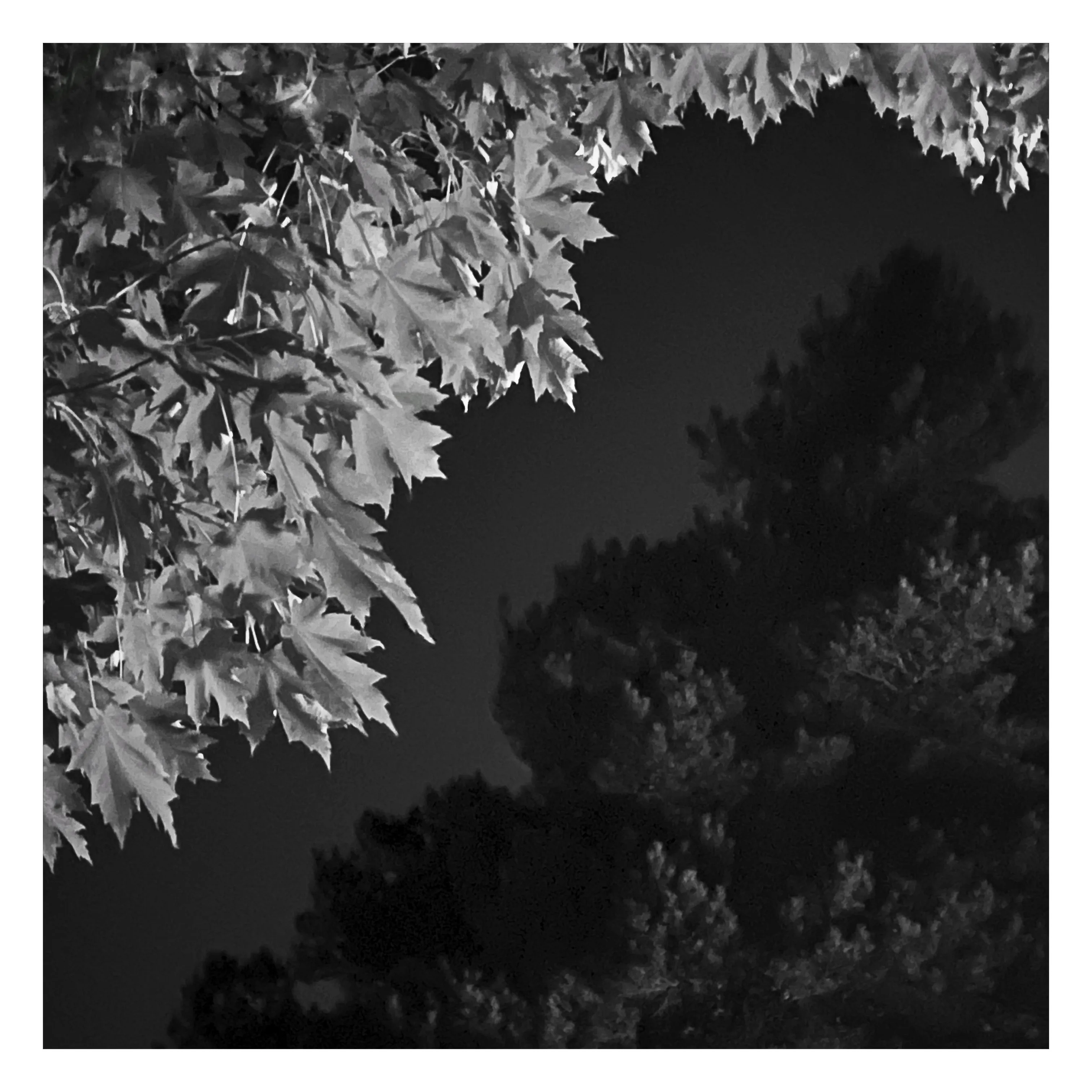 Stroll is a nightly diary of my late night walks through my neighborhood, explored through my iPhone.

We recently moved to a new place, which shone a light on how bad our old place actually was– an uninspiring location, hot, loud, and with inconsiderate neighbors. Moving to this new location has been a breath of fresh air not just for my mental health, but my creative spirit as well.

Every evening since we’ve been here I have gone on a late night stroll through the neighborhood and photographed the scenes that I see with my iPhone. The two block walk takes me through a forested path in a park, past a church, down the street, and back to our place. Putting in my ear buds and slowly meandering along the way has become one of my favorite things to do and has been a breath of fresh air for me, in more ways than the literal sense.

Most nights I walk solo. Some nights I walk with my son, bonding along the way as we both take photographs and talk about photography and life. This walk helps me to build familiarity and a sense of home that I haven’t felt for a long time. As I walk, I revisit the same trees, the same lampposts, and the same bushes, and I watch how they change from day to day. Once the cooler weather hits, I will see them transform drastically.

=== HUDSON ===  
Twice along my walks so far I have encountered a lost cat that I have named Hudson. He is one of the most loving cats that I’ve ever met and he follows me around the neighborhood, always demanding pets and love, and stretching out for them. He’s been a true light the nights that I see him and he feels like a friend. When he sees me, he runs over to me, rolls around on the ground for pets, and then walks with me, once all the way to our front door. I think that I have located his owners, and I’m in contact with them to help return him home to his lucky family.

As of this writing, I have seen Hudson twice and I now go out of my way when coming and going to see if I can bump into him again. All I know is that one day I will see Hudson for the last time.

But for now, I am so in love with him and the nights where I see him we spend significant amounts of time together and my night is made so much better with his company.

=== THE PHOTOS ===  
Be forewarned, these photos have only ever been jpegs and they are not technically perfect. That’s not what these photos are about. They are about how I am building intimate familiarity with a fresh breath of life.

 • I never photograph people and I never photograph residences. Only anonymous scenes during my two block walk and the courtyard of the nearby church.

• Some nights will have no photo due to travel or other circumstances. Some nights will have one photo. Some nights will have more than one. 

• Aside from the first drop, I mint these the night that I take them. The easiest way to keep up to date with this drop is to follow me on social media, where I will also be posting these nightly, or subscribe to my wallet on Deca and/or Manifold.  
     • https://twitter.com/tjthorne_photo  
     • https://www.instagram.com/tjthorne_photography  
     • https://www.threads.net/@tjthorne_photography  
     • https://deca.art/TJThorne  
     • 0x6C0040BdA93e4Cf433c0aa8498bD624397aECe30, 
     • tjthorne.eth

• On the days I see Hudson, those photos will have a property noting that. Only a few photos will have this property.

• Some photos have been taken by my son. These photos are noted in the properties and 100% of any sale will go to a wallet that I am setting up for him as the beginning of his savings for his future.

I have so much work that I need to do, but right now this is the one creative outlet that I have in the sea of products, pricing, marketing, and more that comes with building a business. And it’s pure. I enjoy it. It excites me. And I want to share that with you.

Maybe one day I will tire of the walk. Or one day we might move. For whatever reason, there is an unknown time of conclusion of this series.

But for now, it’s filling me up.