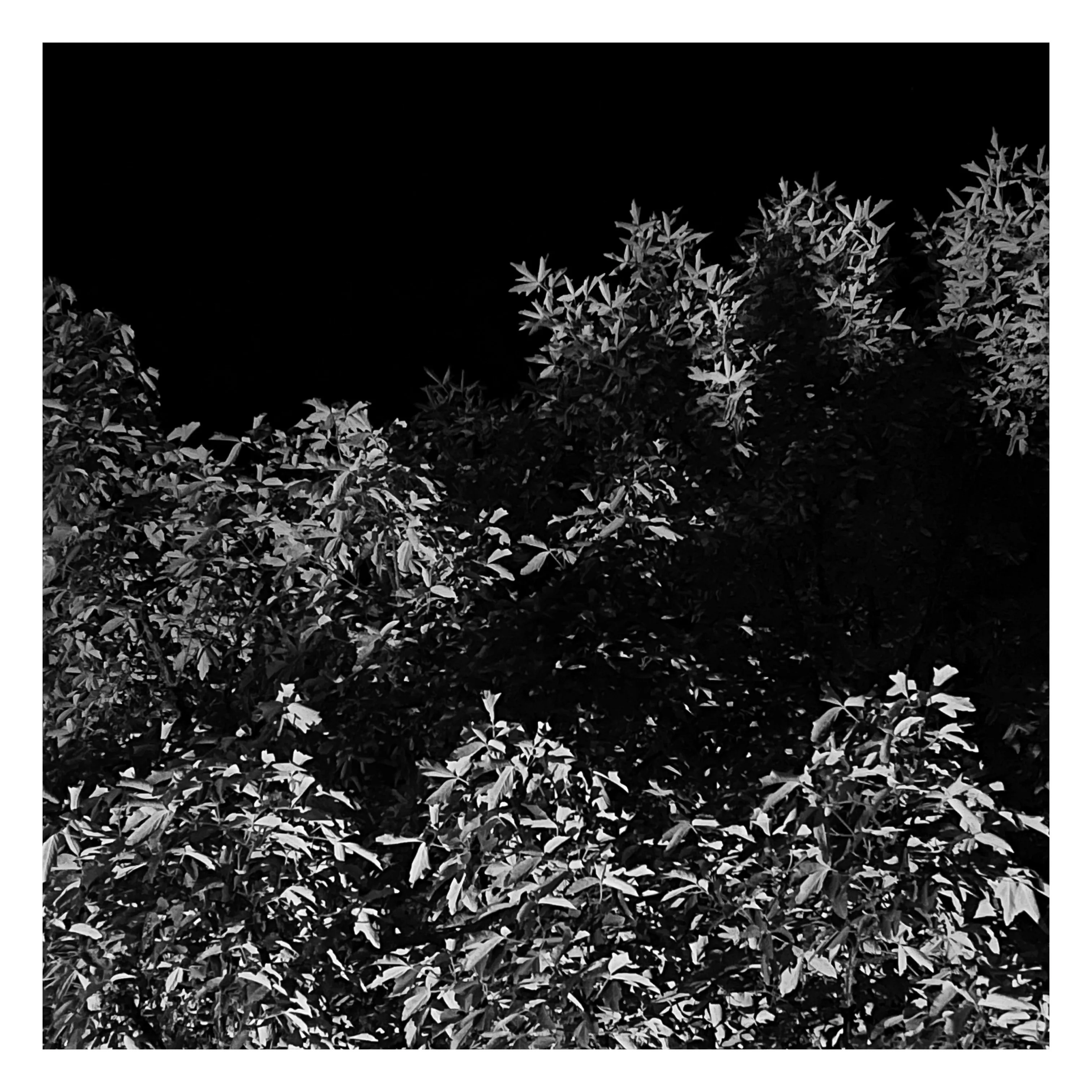 Stroll is a nightly diary of my late night walks through my neighborhood, explored through my iPhone.

We recently moved to a new place, which shone a light on how bad our old place actually was– an uninspiring location, hot, loud, and with inconsiderate neighbors. Moving to this new location has been a breath of fresh air not just for my mental health, but my creative spirit as well.

Every evening since we’ve been here I have gone on a late night stroll through the neighborhood and photographed the scenes that I see with my iPhone. The two block walk takes me through a forested path in a park, past a church, down the street, and back to our place. Putting in my ear buds and slowly meandering along the way has become one of my favorite things to do and has been a breath of fresh air for me, in more ways than the literal sense.

Most nights I walk solo. Some nights I walk with my son, bonding along the way as we both take photographs and talk about photography and life. This walk helps me to build familiarity and a sense of home that I haven’t felt for a long time. As I walk, I revisit the same trees, the same lampposts, and the same bushes, and I watch how they change from day to day. Once the cooler weather hits, I will see them transform drastically.

=== HUDSON ===  
Twice along my walks so far I have encountered a lost cat that I have named Hudson. He is one of the most loving cats that I’ve ever met and he follows me around the neighborhood, always demanding pets and love, and stretching out for them. He’s been a true light the nights that I see him and he feels like a friend. When he sees me, he runs over to me, rolls around on the ground for pets, and then walks with me, once all the way to our front door. I think that I have located his owners, and I’m in contact with them to help return him home to his lucky family.

As of this writing, I have seen Hudson twice and I now go out of my way when coming and going to see if I can bump into him again. All I know is that one day I will see Hudson for the last time.

But for now, I am so in love with him and the nights where I see him we spend significant amounts of time together and my night is made so much better with his company.

=== THE PHOTOS ===  
Be forewarned, these photos have only ever been jpegs and they are not technically perfect. That’s not what these photos are about. They are about how I am building intimate familiarity with a fresh breath of life.

 • I never photograph people and I never photograph residences. Only anonymous scenes during my two block walk and the courtyard of the nearby church.

• Some nights will have no photo due to travel or other circumstances. Some nights will have one photo. Some nights will have more than one. 

• Aside from the first drop, I mint these the night that I take them. The easiest way to keep up to date with this drop is to follow me on social media, where I will also be posting these nightly, or subscribe to my wallet on Deca and/or Manifold.  
     • https://twitter.com/tjthorne_photo  
     • https://www.instagram.com/tjthorne_photography  
     • https://www.threads.net/@tjthorne_photography  
     • https://deca.art/TJThorne  
     • 0x6C0040BdA93e4Cf433c0aa8498bD624397aECe30, 
     • tjthorne.eth

• On the days I see Hudson, those photos will have a property noting that. Only a few photos will have this property.

• Some photos have been taken by my son. These photos are noted in the properties and 100% of any sale will go to a wallet that I am setting up for him as the beginning of his savings for his future.

I have so much work that I need to do, but right now this is the one creative outlet that I have in the sea of products, pricing, marketing, and more that comes with building a business. And it’s pure. I enjoy it. It excites me. And I want to share that with you.

Maybe one day I will tire of the walk. Or one day we might move. For whatever reason, there is an unknown time of conclusion of this series.

But for now, it’s filling me up.