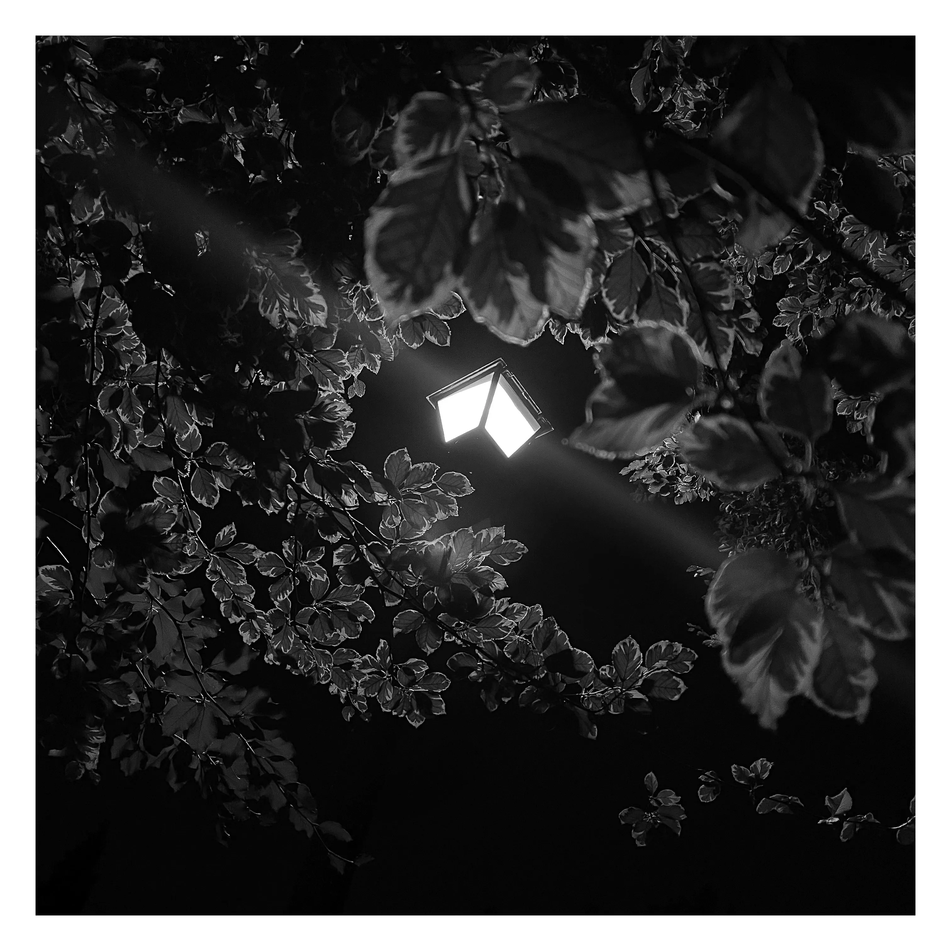 Stroll is a nightly diary of my late night walks through my neighborhood, explored through my iPhone.

We recently moved to a new place, which shone a light on how bad our old place actually was– an uninspiring location, hot, loud, and with inconsiderate neighbors. Moving to this new location has been a breath of fresh air not just for my mental health, but my creative spirit as well.

Every evening since we’ve been here I have gone on a late night stroll through the neighborhood and photographed the scenes that I see with my iPhone. The two block walk takes me through a forested path in a park, past a church, down the street, and back to our place. Putting in my ear buds and slowly meandering along the way has become one of my favorite things to do and has been a breath of fresh air for me, in more ways than the literal sense.

Most nights I walk solo. Some nights I walk with my son, bonding along the way as we both take photographs and talk about photography and life. This walk helps me to build familiarity and a sense of home that I haven’t felt for a long time. As I walk, I revisit the same trees, the same lampposts, and the same bushes, and I watch how they change from day to day. Once the cooler weather hits, I will see them transform drastically.

=== HUDSON ===  
Twice along my walks so far I have encountered a lost cat that I have named Hudson. He is one of the most loving cats that I’ve ever met and he follows me around the neighborhood, always demanding pets and love, and stretching out for them. He’s been a true light the nights that I see him and he feels like a friend. When he sees me, he runs over to me, rolls around on the ground for pets, and then walks with me, once all the way to our front door. I think that I have located his owners, and I’m in contact with them to help return him home to his lucky family.

As of this writing, I have seen Hudson twice and I now go out of my way when coming and going to see if I can bump into him again. All I know is that one day I will see Hudson for the last time.

But for now, I am so in love with him and the nights where I see him we spend significant amounts of time together and my night is made so much better with his company.

=== THE PHOTOS ===  
Be forewarned, these photos have only ever been jpegs and they are not technically perfect. That’s not what these photos are about. They are about how I am building intimate familiarity with a fresh breath of life.

 • I never photograph people and I never photograph residences. Only anonymous scenes during my two block walk and the courtyard of the nearby church.

• Some nights will have no photo due to travel or other circumstances. Some nights will have one photo. Some nights will have more than one. 

• Aside from the first drop, I mint these the night that I take them. The easiest way to keep up to date with this drop is to follow me on social media, where I will also be posting these nightly, or subscribe to my wallet on Deca and/or Manifold.  
     • https://twitter.com/tjthorne_photo  
     • https://www.instagram.com/tjthorne_photography  
     • https://www.threads.net/@tjthorne_photography  
     • https://deca.art/TJThorne  
     • 0x6C0040BdA93e4Cf433c0aa8498bD624397aECe30, 
     • tjthorne.eth

• On the days I see Hudson, those photos will have a property noting that. Only a few photos will have this property.

• Some photos have been taken by my son. These photos are noted in the properties and 100% of any sale will go to a wallet that I am setting up for him as the beginning of his savings for his future.

I have so much work that I need to do, but right now this is the one creative outlet that I have in the sea of products, pricing, marketing, and more that comes with building a business. And it’s pure. I enjoy it. It excites me. And I want to share that with you.

Maybe one day I will tire of the walk. Or one day we might move. For whatever reason, there is an unknown time of conclusion of this series.

But for now, it’s filling me up.