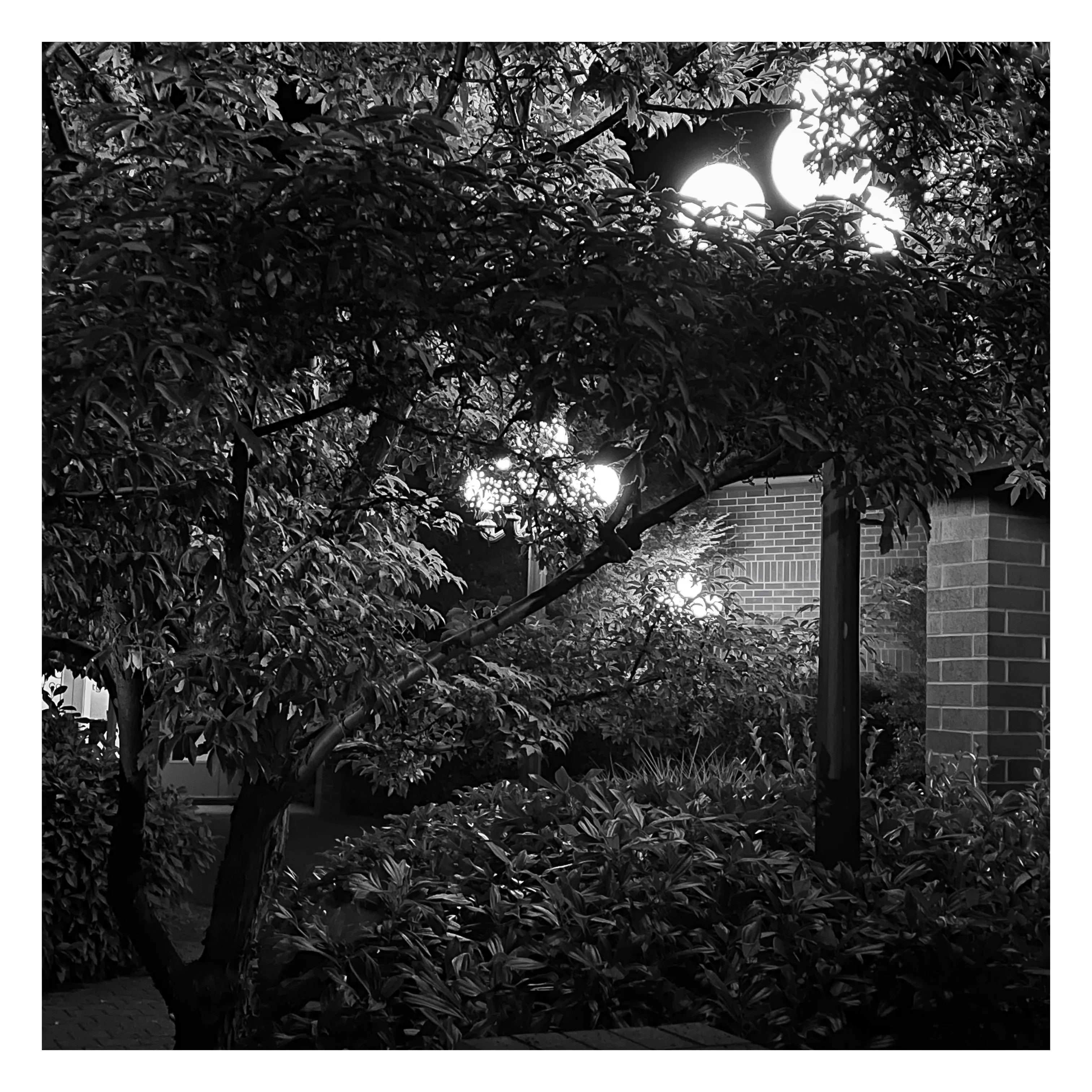 Stroll is a nightly diary of my late night walks through my neighborhood, explored through my iPhone.

We recently moved to a new place, which shone a light on how bad our old place actually was– an uninspiring location, hot, loud, and with inconsiderate neighbors. Moving to this new location has been a breath of fresh air not just for my mental health, but my creative spirit as well.

Every evening since we’ve been here I have gone on a late night stroll through the neighborhood and photographed the scenes that I see with my iPhone. The two block walk takes me through a forested path in a park, past a church, down the street, and back to our place. Putting in my ear buds and slowly meandering along the way has become one of my favorite things to do and has been a breath of fresh air for me, in more ways than the literal sense.

Most nights I walk solo. Some nights I walk with my son, bonding along the way as we both take photographs and talk about photography and life. This walk helps me to build familiarity and a sense of home that I haven’t felt for a long time. As I walk, I revisit the same trees, the same lampposts, and the same bushes, and I watch how they change from day to day. Once the cooler weather hits, I will see them transform drastically.

=== HUDSON ===  
Twice along my walks so far I have encountered a lost cat that I have named Hudson. He is one of the most loving cats that I’ve ever met and he follows me around the neighborhood, always demanding pets and love, and stretching out for them. He’s been a true light the nights that I see him and he feels like a friend. When he sees me, he runs over to me, rolls around on the ground for pets, and then walks with me, once all the way to our front door. I think that I have located his owners, and I’m in contact with them to help return him home to his lucky family.

As of this writing, I have seen Hudson twice and I now go out of my way when coming and going to see if I can bump into him again. All I know is that one day I will see Hudson for the last time.

But for now, I am so in love with him and the nights where I see him we spend significant amounts of time together and my night is made so much better with his company.

=== THE PHOTOS ===  
Be forewarned, these photos have only ever been jpegs and they are not technically perfect. That’s not what these photos are about. They are about how I am building intimate familiarity with a fresh breath of life.

 • I never photograph people and I never photograph residences. Only anonymous scenes during my two block walk and the courtyard of the nearby church.

• Some nights will have no photo due to travel or other circumstances. Some nights will have one photo. Some nights will have more than one. 

• Aside from the first drop, I mint these the night that I take them. The easiest way to keep up to date with this drop is to follow me on social media, where I will also be posting these nightly, or subscribe to my wallet on Deca and/or Manifold.  
     • https://twitter.com/tjthorne_photo  
     • https://www.instagram.com/tjthorne_photography  
     • https://www.threads.net/@tjthorne_photography  
     • https://deca.art/TJThorne  
     • 0x6C0040BdA93e4Cf433c0aa8498bD624397aECe30, 
     • tjthorne.eth

• On the days I see Hudson, those photos will have a property noting that. Only a few photos will have this property.

• Some photos have been taken by my son. These photos are noted in the properties and 100% of any sale will go to a wallet that I am setting up for him as the beginning of his savings for his future.

I have so much work that I need to do, but right now this is the one creative outlet that I have in the sea of products, pricing, marketing, and more that comes with building a business. And it’s pure. I enjoy it. It excites me. And I want to share that with you.

Maybe one day I will tire of the walk. Or one day we might move. For whatever reason, there is an unknown time of conclusion of this series.

But for now, it’s filling me up.