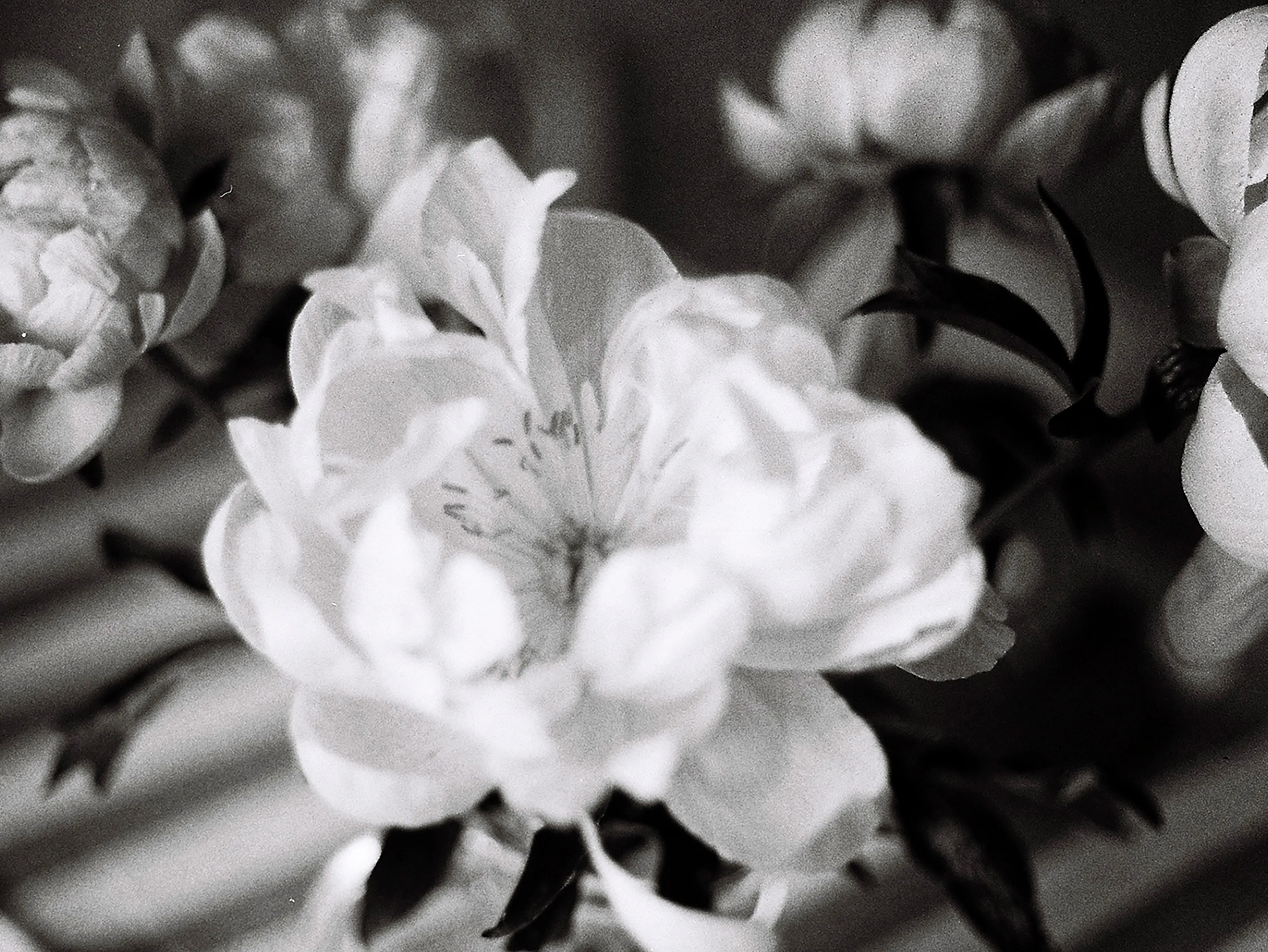 Peonies unfurling with patient grace.

Fragments of a personal archive, yet they belong to something larger: the everyday poetry of existence.

Photographer: Aida Boldeanu
Supply: 1/1
Location: Romania