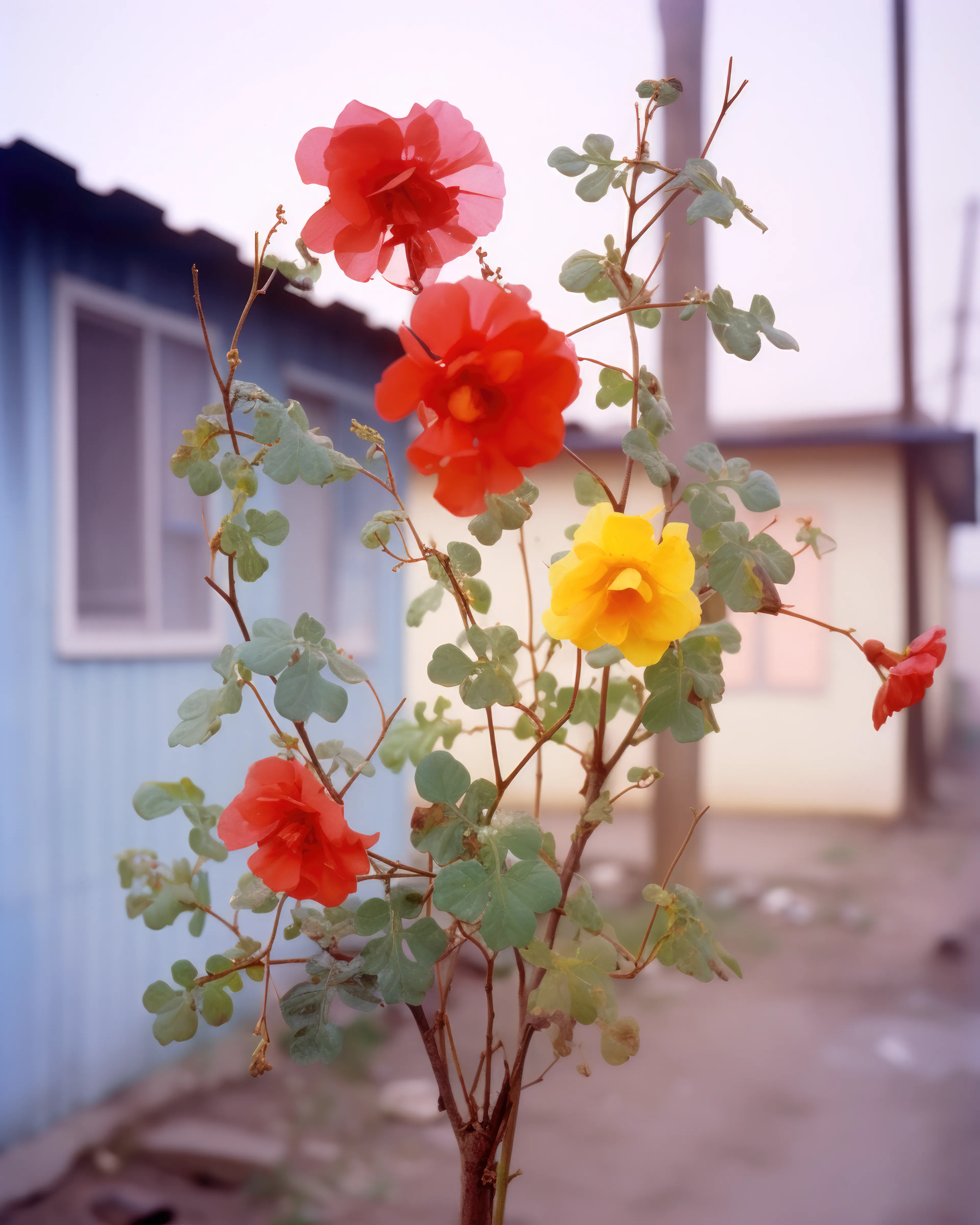 Songs of summers past