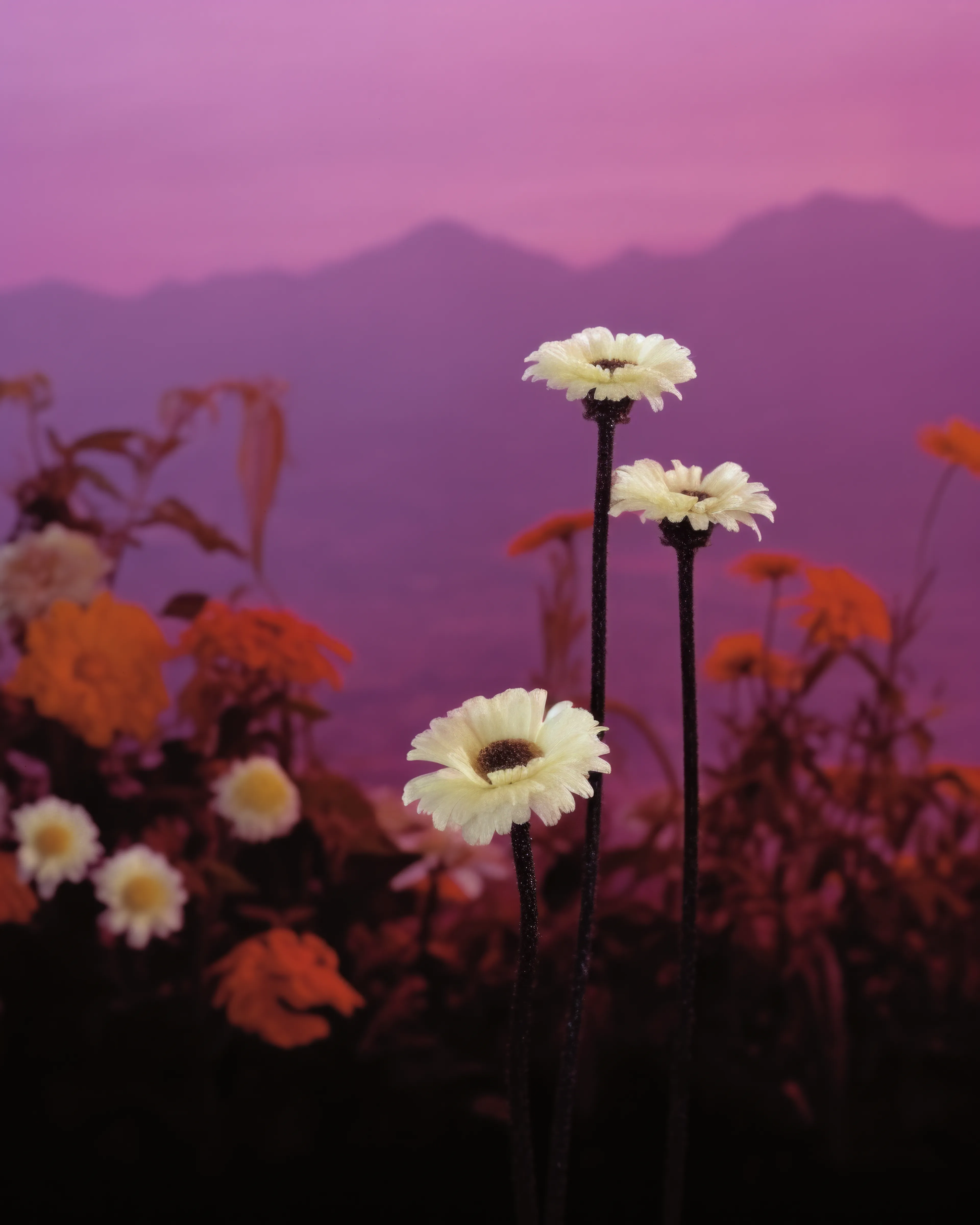 Songs of summers past